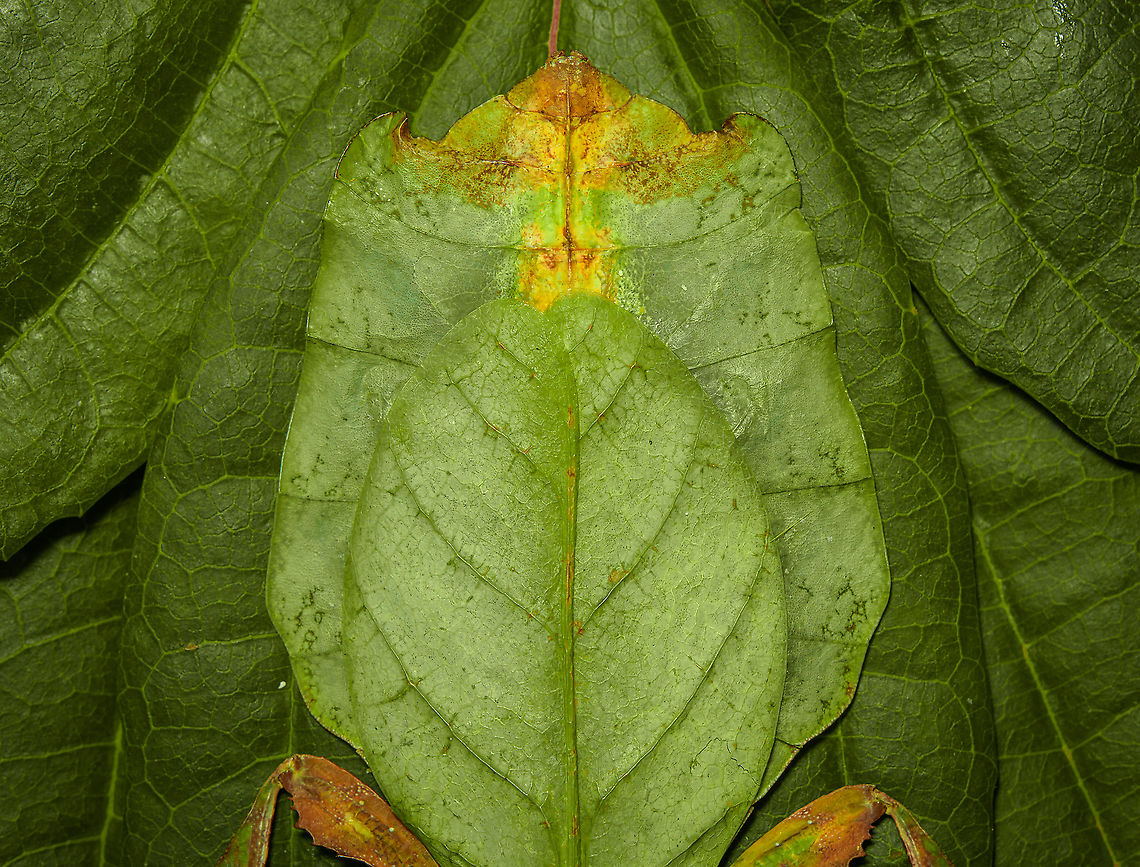 Phyllium Giganteum - Giant Walking Leaf - Abdomen <figure class="photo"><a href="https://www.jungledragon.com/image/110255/phyllium_giganteum_-_giant_walking_leaf.html" title="Phyllium Giganteum - Giant Walking Leaf"><img src="https://s3.amazonaws.com/media.jungledragon.com/images/2/110255_thumb.jpg?AWSAccessKeyId=05GMT0V3GWVNE7GGM1R2&Expires=1759968010&Signature=XIJq1Kq07YJMDprmscrsRZAfJFU%3D" width="200" height="134" alt="Phyllium Giganteum - Giant Walking Leaf I got many more angles and closeups to share later, but here&#039;s a first body shot of a specimen of Phyllium Giganteum. <br />
<br />
The leafs are from our garden, not neccesarily the ones it is found on in the wild. Needless to say, the camouflage of this insect is extremely convincing, even more so if you consider it would typically be found in dense forests. <br />
<br />
Ironically, it feeds on leafs itself, and may sometimes get a bite out of itself by unsuspecting other leaf feeders. When it is under attack, intentionally or not, it generally plays dead. It doesn&#039;t have the speed to escape and stays within character until the very end.<br />
<br />
Having worked with this specimen for a day, I just can&#039;t get over how flat it is. Phyllium giganteum" /></a></figure><br />
<figure class="photo"><a href="https://www.jungledragon.com/image/110412/phyllium_giganteum_-_giant_walking_leaf_-_upper_body.html" title="Phyllium Giganteum - Giant Walking Leaf - Upper body"><img src="https://s3.amazonaws.com/media.jungledragon.com/images/2/110412_thumb.jpg?AWSAccessKeyId=05GMT0V3GWVNE7GGM1R2&Expires=1759968010&Signature=6cLs56AaV5crs1Dph%2FY201CKHU0%3D" width="200" height="138" alt="Phyllium Giganteum - Giant Walking Leaf - Upper body https://www.jungledragon.com/image/110255/phyllium_giganteum_-_giant_walking_leaf.html<br />
https://www.jungledragon.com/image/110412/phyllium_giganteum_-_giant_walking_leaf_-_upper_body.html<br />
https://www.jungledragon.com/image/110413/phyllium_giganteum_-_giant_walking_leaf_-_upper_body_2.html<br />
https://www.jungledragon.com/image/110414/phyllium_giganteum_-_giant_walking_leaf_-_abdomen.html<br />
https://www.jungledragon.com/image/110415/phyllium_giganteum_-_giant_walking_leaf_-_mug_shot.html<br />
https://www.jungledragon.com/image/110416/phyllium_giganteum_-_giant_walking_leaf_-_abdomen_2.html<br />
https://www.jungledragon.com/image/110417/phyllium_giganteum_-_giant_walking_leaf_-_abdomen_3.html<br />
https://www.jungledragon.com/image/110418/phyllium_giganteum_-_giant_walking_leaf_-_side_view.html<br />
https://www.jungledragon.com/image/110419/phyllium_giganteum_-_giant_walking_leaf_-_upper_body_2.html<br />
https://www.jungledragon.com/image/110420/phyllium_giganteum_-_giant_walking_leaf_-_abdomen_4.html<br />
https://www.jungledragon.com/image/110421/phyllium_giganteum_-_giant_walking_leaf_-_side_view_2.html Extreme Macro,Giant Leaf Insect,Phyllium giganteum" /></a></figure><br />
<figure class="photo"><a href="https://www.jungledragon.com/image/110413/phyllium_giganteum_-_giant_walking_leaf_-_upper_body_2.html" title="Phyllium Giganteum - Giant Walking Leaf - Upper body 2"><img src="https://s3.amazonaws.com/media.jungledragon.com/images/2/110413_thumb.jpg?AWSAccessKeyId=05GMT0V3GWVNE7GGM1R2&Expires=1759968010&Signature=giarEu549HJkILZLwECT7u5fLlc%3D" width="200" height="134" alt="Phyllium Giganteum - Giant Walking Leaf - Upper body 2 https://www.jungledragon.com/image/110255/phyllium_giganteum_-_giant_walking_leaf.html<br />
https://www.jungledragon.com/image/110412/phyllium_giganteum_-_giant_walking_leaf_-_upper_body.html<br />
https://www.jungledragon.com/image/110413/phyllium_giganteum_-_giant_walking_leaf_-_upper_body_2.html<br />
https://www.jungledragon.com/image/110414/phyllium_giganteum_-_giant_walking_leaf_-_abdomen.html<br />
https://www.jungledragon.com/image/110415/phyllium_giganteum_-_giant_walking_leaf_-_mug_shot.html<br />
https://www.jungledragon.com/image/110416/phyllium_giganteum_-_giant_walking_leaf_-_abdomen_2.html<br />
https://www.jungledragon.com/image/110417/phyllium_giganteum_-_giant_walking_leaf_-_abdomen_3.html<br />
https://www.jungledragon.com/image/110418/phyllium_giganteum_-_giant_walking_leaf_-_side_view.html<br />
https://www.jungledragon.com/image/110419/phyllium_giganteum_-_giant_walking_leaf_-_upper_body_2.html<br />
https://www.jungledragon.com/image/110420/phyllium_giganteum_-_giant_walking_leaf_-_abdomen_4.html<br />
https://www.jungledragon.com/image/110421/phyllium_giganteum_-_giant_walking_leaf_-_side_view_2.html Extreme Macro,Giant Leaf Insect,Phyllium giganteum" /></a></figure><br />
<figure class="photo"><a href="https://www.jungledragon.com/image/110414/phyllium_giganteum_-_giant_walking_leaf_-_abdomen.html" title="Phyllium Giganteum - Giant Walking Leaf - Abdomen"><img src="https://s3.amazonaws.com/media.jungledragon.com/images/2/110414_thumb.jpg?AWSAccessKeyId=05GMT0V3GWVNE7GGM1R2&Expires=1759968010&Signature=9GxbbFyvf01%2B9fx9IWsan17qpio%3D" width="200" height="154" alt="Phyllium Giganteum - Giant Walking Leaf - Abdomen https://www.jungledragon.com/image/110255/phyllium_giganteum_-_giant_walking_leaf.html<br />
https://www.jungledragon.com/image/110412/phyllium_giganteum_-_giant_walking_leaf_-_upper_body.html<br />
https://www.jungledragon.com/image/110413/phyllium_giganteum_-_giant_walking_leaf_-_upper_body_2.html<br />
https://www.jungledragon.com/image/110414/phyllium_giganteum_-_giant_walking_leaf_-_abdomen.html<br />
https://www.jungledragon.com/image/110415/phyllium_giganteum_-_giant_walking_leaf_-_mug_shot.html<br />
https://www.jungledragon.com/image/110416/phyllium_giganteum_-_giant_walking_leaf_-_abdomen_2.html<br />
https://www.jungledragon.com/image/110417/phyllium_giganteum_-_giant_walking_leaf_-_abdomen_3.html<br />
https://www.jungledragon.com/image/110418/phyllium_giganteum_-_giant_walking_leaf_-_side_view.html<br />
https://www.jungledragon.com/image/110419/phyllium_giganteum_-_giant_walking_leaf_-_upper_body_2.html<br />
https://www.jungledragon.com/image/110420/phyllium_giganteum_-_giant_walking_leaf_-_abdomen_4.html<br />
https://www.jungledragon.com/image/110421/phyllium_giganteum_-_giant_walking_leaf_-_side_view_2.html Extreme Macro,Giant Leaf Insect,Phyllium giganteum" /></a></figure><br />
<figure class="photo"><a href="https://www.jungledragon.com/image/110415/phyllium_giganteum_-_giant_walking_leaf_-_mug_shot.html" title="Phyllium Giganteum - Giant Walking Leaf - Mug shot"><img src="https://s3.amazonaws.com/media.jungledragon.com/images/2/110415_thumb.jpg?AWSAccessKeyId=05GMT0V3GWVNE7GGM1R2&Expires=1759968010&Signature=GNWdcW%2FThVLXZN5%2BGy2c5M17E8Q%3D" width="200" height="142" alt="Phyllium Giganteum - Giant Walking Leaf - Mug shot https://www.jungledragon.com/image/110255/phyllium_giganteum_-_giant_walking_leaf.html<br />
https://www.jungledragon.com/image/110412/phyllium_giganteum_-_giant_walking_leaf_-_upper_body.html<br />
https://www.jungledragon.com/image/110413/phyllium_giganteum_-_giant_walking_leaf_-_upper_body_2.html<br />
https://www.jungledragon.com/image/110414/phyllium_giganteum_-_giant_walking_leaf_-_abdomen.html<br />
https://www.jungledragon.com/image/110415/phyllium_giganteum_-_giant_walking_leaf_-_mug_shot.html<br />
https://www.jungledragon.com/image/110416/phyllium_giganteum_-_giant_walking_leaf_-_abdomen_2.html<br />
https://www.jungledragon.com/image/110417/phyllium_giganteum_-_giant_walking_leaf_-_abdomen_3.html<br />
https://www.jungledragon.com/image/110418/phyllium_giganteum_-_giant_walking_leaf_-_side_view.html<br />
https://www.jungledragon.com/image/110419/phyllium_giganteum_-_giant_walking_leaf_-_upper_body_2.html<br />
https://www.jungledragon.com/image/110420/phyllium_giganteum_-_giant_walking_leaf_-_abdomen_4.html<br />
https://www.jungledragon.com/image/110421/phyllium_giganteum_-_giant_walking_leaf_-_side_view_2.html Extreme Macro,Extreme Macro Portraits,Giant Leaf Insect,Phyllium giganteum" /></a></figure><br />
<figure class="photo"><a href="https://www.jungledragon.com/image/110416/phyllium_giganteum_-_giant_walking_leaf_-_abdomen_2.html" title="Phyllium Giganteum - Giant Walking Leaf - Abdomen 2"><img src="https://s3.amazonaws.com/media.jungledragon.com/images/2/110416_thumb.jpg?AWSAccessKeyId=05GMT0V3GWVNE7GGM1R2&Expires=1759968010&Signature=A896orqtBRQoI1v6INHObgZ42WQ%3D" width="200" height="134" alt="Phyllium Giganteum - Giant Walking Leaf - Abdomen 2 https://www.jungledragon.com/image/110255/phyllium_giganteum_-_giant_walking_leaf.html<br />
https://www.jungledragon.com/image/110412/phyllium_giganteum_-_giant_walking_leaf_-_upper_body.html<br />
https://www.jungledragon.com/image/110413/phyllium_giganteum_-_giant_walking_leaf_-_upper_body_2.html<br />
https://www.jungledragon.com/image/110414/phyllium_giganteum_-_giant_walking_leaf_-_abdomen.html<br />
https://www.jungledragon.com/image/110415/phyllium_giganteum_-_giant_walking_leaf_-_mug_shot.html<br />
https://www.jungledragon.com/image/110416/phyllium_giganteum_-_giant_walking_leaf_-_abdomen_2.html<br />
https://www.jungledragon.com/image/110417/phyllium_giganteum_-_giant_walking_leaf_-_abdomen_3.html<br />
https://www.jungledragon.com/image/110418/phyllium_giganteum_-_giant_walking_leaf_-_side_view.html<br />
https://www.jungledragon.com/image/110419/phyllium_giganteum_-_giant_walking_leaf_-_upper_body_2.html<br />
https://www.jungledragon.com/image/110420/phyllium_giganteum_-_giant_walking_leaf_-_abdomen_4.html<br />
https://www.jungledragon.com/image/110421/phyllium_giganteum_-_giant_walking_leaf_-_side_view_2.html Extreme Macro,Giant Leaf Insect,Phyllium giganteum" /></a></figure><br />
<figure class="photo"><a href="https://www.jungledragon.com/image/110417/phyllium_giganteum_-_giant_walking_leaf_-_abdomen_3.html" title="Phyllium Giganteum - Giant Walking Leaf - Abdomen 3"><img src="https://s3.amazonaws.com/media.jungledragon.com/images/2/110417_thumb.jpg?AWSAccessKeyId=05GMT0V3GWVNE7GGM1R2&Expires=1759968010&Signature=SM7yELXyOfHyHuozadAhZSxYDCc%3D" width="148" height="152" alt="Phyllium Giganteum - Giant Walking Leaf - Abdomen 3 https://www.jungledragon.com/image/110255/phyllium_giganteum_-_giant_walking_leaf.html<br />
https://www.jungledragon.com/image/110412/phyllium_giganteum_-_giant_walking_leaf_-_upper_body.html<br />
https://www.jungledragon.com/image/110413/phyllium_giganteum_-_giant_walking_leaf_-_upper_body_2.html<br />
https://www.jungledragon.com/image/110414/phyllium_giganteum_-_giant_walking_leaf_-_abdomen.html<br />
https://www.jungledragon.com/image/110415/phyllium_giganteum_-_giant_walking_leaf_-_mug_shot.html<br />
https://www.jungledragon.com/image/110416/phyllium_giganteum_-_giant_walking_leaf_-_abdomen_2.html<br />
https://www.jungledragon.com/image/110417/phyllium_giganteum_-_giant_walking_leaf_-_abdomen_3.html<br />
https://www.jungledragon.com/image/110418/phyllium_giganteum_-_giant_walking_leaf_-_side_view.html<br />
https://www.jungledragon.com/image/110419/phyllium_giganteum_-_giant_walking_leaf_-_upper_body_2.html<br />
https://www.jungledragon.com/image/110420/phyllium_giganteum_-_giant_walking_leaf_-_abdomen_4.html<br />
https://www.jungledragon.com/image/110421/phyllium_giganteum_-_giant_walking_leaf_-_side_view_2.html Extreme Macro,Giant Leaf Insect,Phyllium giganteum" /></a></figure><br />
<figure class="photo"><a href="https://www.jungledragon.com/image/110418/phyllium_giganteum_-_giant_walking_leaf_-_side_view.html" title="Phyllium Giganteum - Giant Walking Leaf - Side view"><img src="https://s3.amazonaws.com/media.jungledragon.com/images/2/110418_thumb.jpg?AWSAccessKeyId=05GMT0V3GWVNE7GGM1R2&Expires=1759968010&Signature=58bC5uYrRjh%2F30zzpMX3NTHGGXI%3D" width="200" height="160" alt="Phyllium Giganteum - Giant Walking Leaf - Side view https://www.jungledragon.com/image/110255/phyllium_giganteum_-_giant_walking_leaf.html<br />
https://www.jungledragon.com/image/110412/phyllium_giganteum_-_giant_walking_leaf_-_upper_body.html<br />
https://www.jungledragon.com/image/110413/phyllium_giganteum_-_giant_walking_leaf_-_upper_body_2.html<br />
https://www.jungledragon.com/image/110414/phyllium_giganteum_-_giant_walking_leaf_-_abdomen.html<br />
https://www.jungledragon.com/image/110415/phyllium_giganteum_-_giant_walking_leaf_-_mug_shot.html<br />
https://www.jungledragon.com/image/110416/phyllium_giganteum_-_giant_walking_leaf_-_abdomen_2.html<br />
https://www.jungledragon.com/image/110417/phyllium_giganteum_-_giant_walking_leaf_-_abdomen_3.html<br />
https://www.jungledragon.com/image/110418/phyllium_giganteum_-_giant_walking_leaf_-_side_view.html<br />
https://www.jungledragon.com/image/110419/phyllium_giganteum_-_giant_walking_leaf_-_upper_body_2.html<br />
https://www.jungledragon.com/image/110420/phyllium_giganteum_-_giant_walking_leaf_-_abdomen_4.html<br />
https://www.jungledragon.com/image/110421/phyllium_giganteum_-_giant_walking_leaf_-_side_view_2.html Extreme Macro,Giant Leaf Insect,Phyllium giganteum" /></a></figure><br />
<figure class="photo"><a href="https://www.jungledragon.com/image/110419/phyllium_giganteum_-_giant_walking_leaf_-_upper_body_2.html" title="Phyllium Giganteum - Giant Walking Leaf - Upper body 2"><img src="https://s3.amazonaws.com/media.jungledragon.com/images/2/110419_thumb.jpg?AWSAccessKeyId=05GMT0V3GWVNE7GGM1R2&Expires=1759968010&Signature=iL1Qb%2BvOIyqdQmyExBqttUz%2FSFk%3D" width="102" height="152" alt="Phyllium Giganteum - Giant Walking Leaf - Upper body 2 https://www.jungledragon.com/image/110255/phyllium_giganteum_-_giant_walking_leaf.html<br />
https://www.jungledragon.com/image/110412/phyllium_giganteum_-_giant_walking_leaf_-_upper_body.html<br />
https://www.jungledragon.com/image/110413/phyllium_giganteum_-_giant_walking_leaf_-_upper_body_2.html<br />
https://www.jungledragon.com/image/110414/phyllium_giganteum_-_giant_walking_leaf_-_abdomen.html<br />
https://www.jungledragon.com/image/110415/phyllium_giganteum_-_giant_walking_leaf_-_mug_shot.html<br />
https://www.jungledragon.com/image/110416/phyllium_giganteum_-_giant_walking_leaf_-_abdomen_2.html<br />
https://www.jungledragon.com/image/110417/phyllium_giganteum_-_giant_walking_leaf_-_abdomen_3.html<br />
https://www.jungledragon.com/image/110418/phyllium_giganteum_-_giant_walking_leaf_-_side_view.html<br />
https://www.jungledragon.com/image/110419/phyllium_giganteum_-_giant_walking_leaf_-_upper_body_2.html<br />
https://www.jungledragon.com/image/110420/phyllium_giganteum_-_giant_walking_leaf_-_abdomen_4.html<br />
https://www.jungledragon.com/image/110421/phyllium_giganteum_-_giant_walking_leaf_-_side_view_2.html Extreme Macro,Giant Leaf Insect,Phyllium giganteum" /></a></figure><br />
<figure class="photo"><a href="https://www.jungledragon.com/image/110420/phyllium_giganteum_-_giant_walking_leaf_-_abdomen_4.html" title="Phyllium Giganteum - Giant Walking Leaf - Abdomen 4"><img src="https://s3.amazonaws.com/media.jungledragon.com/images/2/110420_thumb.jpg?AWSAccessKeyId=05GMT0V3GWVNE7GGM1R2&Expires=1759968010&Signature=cq6ZisvEYR7MM6li8iU2Yv53sCE%3D" width="120" height="152" alt="Phyllium Giganteum - Giant Walking Leaf - Abdomen 4 https://www.jungledragon.com/image/110255/phyllium_giganteum_-_giant_walking_leaf.html<br />
https://www.jungledragon.com/image/110412/phyllium_giganteum_-_giant_walking_leaf_-_upper_body.html<br />
https://www.jungledragon.com/image/110413/phyllium_giganteum_-_giant_walking_leaf_-_upper_body_2.html<br />
https://www.jungledragon.com/image/110414/phyllium_giganteum_-_giant_walking_leaf_-_abdomen.html<br />
https://www.jungledragon.com/image/110415/phyllium_giganteum_-_giant_walking_leaf_-_mug_shot.html<br />
https://www.jungledragon.com/image/110416/phyllium_giganteum_-_giant_walking_leaf_-_abdomen_2.html<br />
https://www.jungledragon.com/image/110417/phyllium_giganteum_-_giant_walking_leaf_-_abdomen_3.html<br />
https://www.jungledragon.com/image/110418/phyllium_giganteum_-_giant_walking_leaf_-_side_view.html<br />
https://www.jungledragon.com/image/110419/phyllium_giganteum_-_giant_walking_leaf_-_upper_body_2.html<br />
https://www.jungledragon.com/image/110420/phyllium_giganteum_-_giant_walking_leaf_-_abdomen_4.html<br />
https://www.jungledragon.com/image/110421/phyllium_giganteum_-_giant_walking_leaf_-_side_view_2.html Extreme Macro,Giant Leaf Insect,Phyllium giganteum" /></a></figure><br />
<figure class="photo"><a href="https://www.jungledragon.com/image/110421/phyllium_giganteum_-_giant_walking_leaf_-_side_view_2.html" title="Phyllium Giganteum - Giant Walking Leaf - Side view 2"><img src="https://s3.amazonaws.com/media.jungledragon.com/images/2/110421_thumb.jpg?AWSAccessKeyId=05GMT0V3GWVNE7GGM1R2&Expires=1759968010&Signature=1u0%2BkxAkfO%2FSzPUI30oACp0ZEv4%3D" width="200" height="134" alt="Phyllium Giganteum - Giant Walking Leaf - Side view 2 https://www.jungledragon.com/image/110255/phyllium_giganteum_-_giant_walking_leaf.html<br />
https://www.jungledragon.com/image/110412/phyllium_giganteum_-_giant_walking_leaf_-_upper_body.html<br />
https://www.jungledragon.com/image/110413/phyllium_giganteum_-_giant_walking_leaf_-_upper_body_2.html<br />
https://www.jungledragon.com/image/110414/phyllium_giganteum_-_giant_walking_leaf_-_abdomen.html<br />
https://www.jungledragon.com/image/110415/phyllium_giganteum_-_giant_walking_leaf_-_mug_shot.html<br />
https://www.jungledragon.com/image/110416/phyllium_giganteum_-_giant_walking_leaf_-_abdomen_2.html<br />
https://www.jungledragon.com/image/110417/phyllium_giganteum_-_giant_walking_leaf_-_abdomen_3.html<br />
https://www.jungledragon.com/image/110418/phyllium_giganteum_-_giant_walking_leaf_-_side_view.html<br />
https://www.jungledragon.com/image/110419/phyllium_giganteum_-_giant_walking_leaf_-_upper_body_2.html<br />
https://www.jungledragon.com/image/110420/phyllium_giganteum_-_giant_walking_leaf_-_abdomen_4.html<br />
https://www.jungledragon.com/image/110421/phyllium_giganteum_-_giant_walking_leaf_-_side_view_2.html Extreme Macro,Giant Leaf Insect,Phyllium giganteum" /></a></figure> Extreme Macro,Giant Leaf Insect,Phyllium giganteum