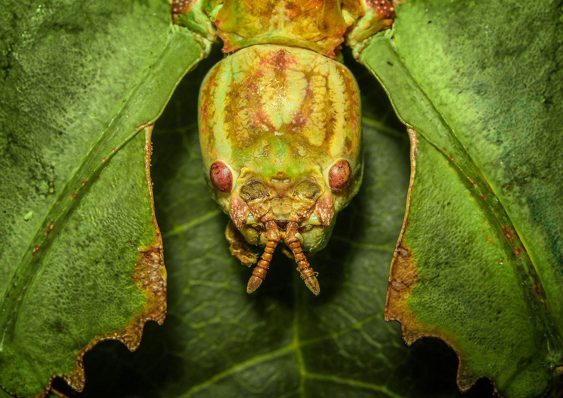 Phyllium Giganteum - Giant Walking Leaf - Mug shot <figure class="photo"><a href="https://www.jungledragon.com/image/110255/phyllium_giganteum_-_giant_walking_leaf.html" title="Phyllium Giganteum - Giant Walking Leaf"><img src="https://s3.amazonaws.com/media.jungledragon.com/images/2/110255_thumb.jpg?AWSAccessKeyId=05GMT0V3GWVNE7GGM1R2&Expires=1759968010&Signature=XIJq1Kq07YJMDprmscrsRZAfJFU%3D" width="200" height="134" alt="Phyllium Giganteum - Giant Walking Leaf I got many more angles and closeups to share later, but here&#039;s a first body shot of a specimen of Phyllium Giganteum. <br />
<br />
The leafs are from our garden, not neccesarily the ones it is found on in the wild. Needless to say, the camouflage of this insect is extremely convincing, even more so if you consider it would typically be found in dense forests. <br />
<br />
Ironically, it feeds on leafs itself, and may sometimes get a bite out of itself by unsuspecting other leaf feeders. When it is under attack, intentionally or not, it generally plays dead. It doesn&#039;t have the speed to escape and stays within character until the very end.<br />
<br />
Having worked with this specimen for a day, I just can&#039;t get over how flat it is. Phyllium giganteum" /></a></figure><br />
<figure class="photo"><a href="https://www.jungledragon.com/image/110412/phyllium_giganteum_-_giant_walking_leaf_-_upper_body.html" title="Phyllium Giganteum - Giant Walking Leaf - Upper body"><img src="https://s3.amazonaws.com/media.jungledragon.com/images/2/110412_thumb.jpg?AWSAccessKeyId=05GMT0V3GWVNE7GGM1R2&Expires=1759968010&Signature=6cLs56AaV5crs1Dph%2FY201CKHU0%3D" width="200" height="138" alt="Phyllium Giganteum - Giant Walking Leaf - Upper body https://www.jungledragon.com/image/110255/phyllium_giganteum_-_giant_walking_leaf.html<br />
https://www.jungledragon.com/image/110412/phyllium_giganteum_-_giant_walking_leaf_-_upper_body.html<br />
https://www.jungledragon.com/image/110413/phyllium_giganteum_-_giant_walking_leaf_-_upper_body_2.html<br />
https://www.jungledragon.com/image/110414/phyllium_giganteum_-_giant_walking_leaf_-_abdomen.html<br />
https://www.jungledragon.com/image/110415/phyllium_giganteum_-_giant_walking_leaf_-_mug_shot.html<br />
https://www.jungledragon.com/image/110416/phyllium_giganteum_-_giant_walking_leaf_-_abdomen_2.html<br />
https://www.jungledragon.com/image/110417/phyllium_giganteum_-_giant_walking_leaf_-_abdomen_3.html<br />
https://www.jungledragon.com/image/110418/phyllium_giganteum_-_giant_walking_leaf_-_side_view.html<br />
https://www.jungledragon.com/image/110419/phyllium_giganteum_-_giant_walking_leaf_-_upper_body_2.html<br />
https://www.jungledragon.com/image/110420/phyllium_giganteum_-_giant_walking_leaf_-_abdomen_4.html<br />
https://www.jungledragon.com/image/110421/phyllium_giganteum_-_giant_walking_leaf_-_side_view_2.html Extreme Macro,Giant Leaf Insect,Phyllium giganteum" /></a></figure><br />
<figure class="photo"><a href="https://www.jungledragon.com/image/110413/phyllium_giganteum_-_giant_walking_leaf_-_upper_body_2.html" title="Phyllium Giganteum - Giant Walking Leaf - Upper body 2"><img src="https://s3.amazonaws.com/media.jungledragon.com/images/2/110413_thumb.jpg?AWSAccessKeyId=05GMT0V3GWVNE7GGM1R2&Expires=1759968010&Signature=giarEu549HJkILZLwECT7u5fLlc%3D" width="200" height="134" alt="Phyllium Giganteum - Giant Walking Leaf - Upper body 2 https://www.jungledragon.com/image/110255/phyllium_giganteum_-_giant_walking_leaf.html<br />
https://www.jungledragon.com/image/110412/phyllium_giganteum_-_giant_walking_leaf_-_upper_body.html<br />
https://www.jungledragon.com/image/110413/phyllium_giganteum_-_giant_walking_leaf_-_upper_body_2.html<br />
https://www.jungledragon.com/image/110414/phyllium_giganteum_-_giant_walking_leaf_-_abdomen.html<br />
https://www.jungledragon.com/image/110415/phyllium_giganteum_-_giant_walking_leaf_-_mug_shot.html<br />
https://www.jungledragon.com/image/110416/phyllium_giganteum_-_giant_walking_leaf_-_abdomen_2.html<br />
https://www.jungledragon.com/image/110417/phyllium_giganteum_-_giant_walking_leaf_-_abdomen_3.html<br />
https://www.jungledragon.com/image/110418/phyllium_giganteum_-_giant_walking_leaf_-_side_view.html<br />
https://www.jungledragon.com/image/110419/phyllium_giganteum_-_giant_walking_leaf_-_upper_body_2.html<br />
https://www.jungledragon.com/image/110420/phyllium_giganteum_-_giant_walking_leaf_-_abdomen_4.html<br />
https://www.jungledragon.com/image/110421/phyllium_giganteum_-_giant_walking_leaf_-_side_view_2.html Extreme Macro,Giant Leaf Insect,Phyllium giganteum" /></a></figure><br />
<figure class="photo"><a href="https://www.jungledragon.com/image/110414/phyllium_giganteum_-_giant_walking_leaf_-_abdomen.html" title="Phyllium Giganteum - Giant Walking Leaf - Abdomen"><img src="https://s3.amazonaws.com/media.jungledragon.com/images/2/110414_thumb.jpg?AWSAccessKeyId=05GMT0V3GWVNE7GGM1R2&Expires=1759968010&Signature=9GxbbFyvf01%2B9fx9IWsan17qpio%3D" width="200" height="154" alt="Phyllium Giganteum - Giant Walking Leaf - Abdomen https://www.jungledragon.com/image/110255/phyllium_giganteum_-_giant_walking_leaf.html<br />
https://www.jungledragon.com/image/110412/phyllium_giganteum_-_giant_walking_leaf_-_upper_body.html<br />
https://www.jungledragon.com/image/110413/phyllium_giganteum_-_giant_walking_leaf_-_upper_body_2.html<br />
https://www.jungledragon.com/image/110414/phyllium_giganteum_-_giant_walking_leaf_-_abdomen.html<br />
https://www.jungledragon.com/image/110415/phyllium_giganteum_-_giant_walking_leaf_-_mug_shot.html<br />
https://www.jungledragon.com/image/110416/phyllium_giganteum_-_giant_walking_leaf_-_abdomen_2.html<br />
https://www.jungledragon.com/image/110417/phyllium_giganteum_-_giant_walking_leaf_-_abdomen_3.html<br />
https://www.jungledragon.com/image/110418/phyllium_giganteum_-_giant_walking_leaf_-_side_view.html<br />
https://www.jungledragon.com/image/110419/phyllium_giganteum_-_giant_walking_leaf_-_upper_body_2.html<br />
https://www.jungledragon.com/image/110420/phyllium_giganteum_-_giant_walking_leaf_-_abdomen_4.html<br />
https://www.jungledragon.com/image/110421/phyllium_giganteum_-_giant_walking_leaf_-_side_view_2.html Extreme Macro,Giant Leaf Insect,Phyllium giganteum" /></a></figure><br />
<figure class="photo"><a href="https://www.jungledragon.com/image/110415/phyllium_giganteum_-_giant_walking_leaf_-_mug_shot.html" title="Phyllium Giganteum - Giant Walking Leaf - Mug shot"><img src="https://s3.amazonaws.com/media.jungledragon.com/images/2/110415_thumb.jpg?AWSAccessKeyId=05GMT0V3GWVNE7GGM1R2&Expires=1759968010&Signature=GNWdcW%2FThVLXZN5%2BGy2c5M17E8Q%3D" width="200" height="142" alt="Phyllium Giganteum - Giant Walking Leaf - Mug shot https://www.jungledragon.com/image/110255/phyllium_giganteum_-_giant_walking_leaf.html<br />
https://www.jungledragon.com/image/110412/phyllium_giganteum_-_giant_walking_leaf_-_upper_body.html<br />
https://www.jungledragon.com/image/110413/phyllium_giganteum_-_giant_walking_leaf_-_upper_body_2.html<br />
https://www.jungledragon.com/image/110414/phyllium_giganteum_-_giant_walking_leaf_-_abdomen.html<br />
https://www.jungledragon.com/image/110415/phyllium_giganteum_-_giant_walking_leaf_-_mug_shot.html<br />
https://www.jungledragon.com/image/110416/phyllium_giganteum_-_giant_walking_leaf_-_abdomen_2.html<br />
https://www.jungledragon.com/image/110417/phyllium_giganteum_-_giant_walking_leaf_-_abdomen_3.html<br />
https://www.jungledragon.com/image/110418/phyllium_giganteum_-_giant_walking_leaf_-_side_view.html<br />
https://www.jungledragon.com/image/110419/phyllium_giganteum_-_giant_walking_leaf_-_upper_body_2.html<br />
https://www.jungledragon.com/image/110420/phyllium_giganteum_-_giant_walking_leaf_-_abdomen_4.html<br />
https://www.jungledragon.com/image/110421/phyllium_giganteum_-_giant_walking_leaf_-_side_view_2.html Extreme Macro,Extreme Macro Portraits,Giant Leaf Insect,Phyllium giganteum" /></a></figure><br />
<figure class="photo"><a href="https://www.jungledragon.com/image/110416/phyllium_giganteum_-_giant_walking_leaf_-_abdomen_2.html" title="Phyllium Giganteum - Giant Walking Leaf - Abdomen 2"><img src="https://s3.amazonaws.com/media.jungledragon.com/images/2/110416_thumb.jpg?AWSAccessKeyId=05GMT0V3GWVNE7GGM1R2&Expires=1759968010&Signature=A896orqtBRQoI1v6INHObgZ42WQ%3D" width="200" height="134" alt="Phyllium Giganteum - Giant Walking Leaf - Abdomen 2 https://www.jungledragon.com/image/110255/phyllium_giganteum_-_giant_walking_leaf.html<br />
https://www.jungledragon.com/image/110412/phyllium_giganteum_-_giant_walking_leaf_-_upper_body.html<br />
https://www.jungledragon.com/image/110413/phyllium_giganteum_-_giant_walking_leaf_-_upper_body_2.html<br />
https://www.jungledragon.com/image/110414/phyllium_giganteum_-_giant_walking_leaf_-_abdomen.html<br />
https://www.jungledragon.com/image/110415/phyllium_giganteum_-_giant_walking_leaf_-_mug_shot.html<br />
https://www.jungledragon.com/image/110416/phyllium_giganteum_-_giant_walking_leaf_-_abdomen_2.html<br />
https://www.jungledragon.com/image/110417/phyllium_giganteum_-_giant_walking_leaf_-_abdomen_3.html<br />
https://www.jungledragon.com/image/110418/phyllium_giganteum_-_giant_walking_leaf_-_side_view.html<br />
https://www.jungledragon.com/image/110419/phyllium_giganteum_-_giant_walking_leaf_-_upper_body_2.html<br />
https://www.jungledragon.com/image/110420/phyllium_giganteum_-_giant_walking_leaf_-_abdomen_4.html<br />
https://www.jungledragon.com/image/110421/phyllium_giganteum_-_giant_walking_leaf_-_side_view_2.html Extreme Macro,Giant Leaf Insect,Phyllium giganteum" /></a></figure><br />
<figure class="photo"><a href="https://www.jungledragon.com/image/110417/phyllium_giganteum_-_giant_walking_leaf_-_abdomen_3.html" title="Phyllium Giganteum - Giant Walking Leaf - Abdomen 3"><img src="https://s3.amazonaws.com/media.jungledragon.com/images/2/110417_thumb.jpg?AWSAccessKeyId=05GMT0V3GWVNE7GGM1R2&Expires=1759968010&Signature=SM7yELXyOfHyHuozadAhZSxYDCc%3D" width="148" height="152" alt="Phyllium Giganteum - Giant Walking Leaf - Abdomen 3 https://www.jungledragon.com/image/110255/phyllium_giganteum_-_giant_walking_leaf.html<br />
https://www.jungledragon.com/image/110412/phyllium_giganteum_-_giant_walking_leaf_-_upper_body.html<br />
https://www.jungledragon.com/image/110413/phyllium_giganteum_-_giant_walking_leaf_-_upper_body_2.html<br />
https://www.jungledragon.com/image/110414/phyllium_giganteum_-_giant_walking_leaf_-_abdomen.html<br />
https://www.jungledragon.com/image/110415/phyllium_giganteum_-_giant_walking_leaf_-_mug_shot.html<br />
https://www.jungledragon.com/image/110416/phyllium_giganteum_-_giant_walking_leaf_-_abdomen_2.html<br />
https://www.jungledragon.com/image/110417/phyllium_giganteum_-_giant_walking_leaf_-_abdomen_3.html<br />
https://www.jungledragon.com/image/110418/phyllium_giganteum_-_giant_walking_leaf_-_side_view.html<br />
https://www.jungledragon.com/image/110419/phyllium_giganteum_-_giant_walking_leaf_-_upper_body_2.html<br />
https://www.jungledragon.com/image/110420/phyllium_giganteum_-_giant_walking_leaf_-_abdomen_4.html<br />
https://www.jungledragon.com/image/110421/phyllium_giganteum_-_giant_walking_leaf_-_side_view_2.html Extreme Macro,Giant Leaf Insect,Phyllium giganteum" /></a></figure><br />
<figure class="photo"><a href="https://www.jungledragon.com/image/110418/phyllium_giganteum_-_giant_walking_leaf_-_side_view.html" title="Phyllium Giganteum - Giant Walking Leaf - Side view"><img src="https://s3.amazonaws.com/media.jungledragon.com/images/2/110418_thumb.jpg?AWSAccessKeyId=05GMT0V3GWVNE7GGM1R2&Expires=1759968010&Signature=58bC5uYrRjh%2F30zzpMX3NTHGGXI%3D" width="200" height="160" alt="Phyllium Giganteum - Giant Walking Leaf - Side view https://www.jungledragon.com/image/110255/phyllium_giganteum_-_giant_walking_leaf.html<br />
https://www.jungledragon.com/image/110412/phyllium_giganteum_-_giant_walking_leaf_-_upper_body.html<br />
https://www.jungledragon.com/image/110413/phyllium_giganteum_-_giant_walking_leaf_-_upper_body_2.html<br />
https://www.jungledragon.com/image/110414/phyllium_giganteum_-_giant_walking_leaf_-_abdomen.html<br />
https://www.jungledragon.com/image/110415/phyllium_giganteum_-_giant_walking_leaf_-_mug_shot.html<br />
https://www.jungledragon.com/image/110416/phyllium_giganteum_-_giant_walking_leaf_-_abdomen_2.html<br />
https://www.jungledragon.com/image/110417/phyllium_giganteum_-_giant_walking_leaf_-_abdomen_3.html<br />
https://www.jungledragon.com/image/110418/phyllium_giganteum_-_giant_walking_leaf_-_side_view.html<br />
https://www.jungledragon.com/image/110419/phyllium_giganteum_-_giant_walking_leaf_-_upper_body_2.html<br />
https://www.jungledragon.com/image/110420/phyllium_giganteum_-_giant_walking_leaf_-_abdomen_4.html<br />
https://www.jungledragon.com/image/110421/phyllium_giganteum_-_giant_walking_leaf_-_side_view_2.html Extreme Macro,Giant Leaf Insect,Phyllium giganteum" /></a></figure><br />
<figure class="photo"><a href="https://www.jungledragon.com/image/110419/phyllium_giganteum_-_giant_walking_leaf_-_upper_body_2.html" title="Phyllium Giganteum - Giant Walking Leaf - Upper body 2"><img src="https://s3.amazonaws.com/media.jungledragon.com/images/2/110419_thumb.jpg?AWSAccessKeyId=05GMT0V3GWVNE7GGM1R2&Expires=1759968010&Signature=iL1Qb%2BvOIyqdQmyExBqttUz%2FSFk%3D" width="102" height="152" alt="Phyllium Giganteum - Giant Walking Leaf - Upper body 2 https://www.jungledragon.com/image/110255/phyllium_giganteum_-_giant_walking_leaf.html<br />
https://www.jungledragon.com/image/110412/phyllium_giganteum_-_giant_walking_leaf_-_upper_body.html<br />
https://www.jungledragon.com/image/110413/phyllium_giganteum_-_giant_walking_leaf_-_upper_body_2.html<br />
https://www.jungledragon.com/image/110414/phyllium_giganteum_-_giant_walking_leaf_-_abdomen.html<br />
https://www.jungledragon.com/image/110415/phyllium_giganteum_-_giant_walking_leaf_-_mug_shot.html<br />
https://www.jungledragon.com/image/110416/phyllium_giganteum_-_giant_walking_leaf_-_abdomen_2.html<br />
https://www.jungledragon.com/image/110417/phyllium_giganteum_-_giant_walking_leaf_-_abdomen_3.html<br />
https://www.jungledragon.com/image/110418/phyllium_giganteum_-_giant_walking_leaf_-_side_view.html<br />
https://www.jungledragon.com/image/110419/phyllium_giganteum_-_giant_walking_leaf_-_upper_body_2.html<br />
https://www.jungledragon.com/image/110420/phyllium_giganteum_-_giant_walking_leaf_-_abdomen_4.html<br />
https://www.jungledragon.com/image/110421/phyllium_giganteum_-_giant_walking_leaf_-_side_view_2.html Extreme Macro,Giant Leaf Insect,Phyllium giganteum" /></a></figure><br />
<figure class="photo"><a href="https://www.jungledragon.com/image/110420/phyllium_giganteum_-_giant_walking_leaf_-_abdomen_4.html" title="Phyllium Giganteum - Giant Walking Leaf - Abdomen 4"><img src="https://s3.amazonaws.com/media.jungledragon.com/images/2/110420_thumb.jpg?AWSAccessKeyId=05GMT0V3GWVNE7GGM1R2&Expires=1759968010&Signature=cq6ZisvEYR7MM6li8iU2Yv53sCE%3D" width="120" height="152" alt="Phyllium Giganteum - Giant Walking Leaf - Abdomen 4 https://www.jungledragon.com/image/110255/phyllium_giganteum_-_giant_walking_leaf.html<br />
https://www.jungledragon.com/image/110412/phyllium_giganteum_-_giant_walking_leaf_-_upper_body.html<br />
https://www.jungledragon.com/image/110413/phyllium_giganteum_-_giant_walking_leaf_-_upper_body_2.html<br />
https://www.jungledragon.com/image/110414/phyllium_giganteum_-_giant_walking_leaf_-_abdomen.html<br />
https://www.jungledragon.com/image/110415/phyllium_giganteum_-_giant_walking_leaf_-_mug_shot.html<br />
https://www.jungledragon.com/image/110416/phyllium_giganteum_-_giant_walking_leaf_-_abdomen_2.html<br />
https://www.jungledragon.com/image/110417/phyllium_giganteum_-_giant_walking_leaf_-_abdomen_3.html<br />
https://www.jungledragon.com/image/110418/phyllium_giganteum_-_giant_walking_leaf_-_side_view.html<br />
https://www.jungledragon.com/image/110419/phyllium_giganteum_-_giant_walking_leaf_-_upper_body_2.html<br />
https://www.jungledragon.com/image/110420/phyllium_giganteum_-_giant_walking_leaf_-_abdomen_4.html<br />
https://www.jungledragon.com/image/110421/phyllium_giganteum_-_giant_walking_leaf_-_side_view_2.html Extreme Macro,Giant Leaf Insect,Phyllium giganteum" /></a></figure><br />
<figure class="photo"><a href="https://www.jungledragon.com/image/110421/phyllium_giganteum_-_giant_walking_leaf_-_side_view_2.html" title="Phyllium Giganteum - Giant Walking Leaf - Side view 2"><img src="https://s3.amazonaws.com/media.jungledragon.com/images/2/110421_thumb.jpg?AWSAccessKeyId=05GMT0V3GWVNE7GGM1R2&Expires=1759968010&Signature=1u0%2BkxAkfO%2FSzPUI30oACp0ZEv4%3D" width="200" height="134" alt="Phyllium Giganteum - Giant Walking Leaf - Side view 2 https://www.jungledragon.com/image/110255/phyllium_giganteum_-_giant_walking_leaf.html<br />
https://www.jungledragon.com/image/110412/phyllium_giganteum_-_giant_walking_leaf_-_upper_body.html<br />
https://www.jungledragon.com/image/110413/phyllium_giganteum_-_giant_walking_leaf_-_upper_body_2.html<br />
https://www.jungledragon.com/image/110414/phyllium_giganteum_-_giant_walking_leaf_-_abdomen.html<br />
https://www.jungledragon.com/image/110415/phyllium_giganteum_-_giant_walking_leaf_-_mug_shot.html<br />
https://www.jungledragon.com/image/110416/phyllium_giganteum_-_giant_walking_leaf_-_abdomen_2.html<br />
https://www.jungledragon.com/image/110417/phyllium_giganteum_-_giant_walking_leaf_-_abdomen_3.html<br />
https://www.jungledragon.com/image/110418/phyllium_giganteum_-_giant_walking_leaf_-_side_view.html<br />
https://www.jungledragon.com/image/110419/phyllium_giganteum_-_giant_walking_leaf_-_upper_body_2.html<br />
https://www.jungledragon.com/image/110420/phyllium_giganteum_-_giant_walking_leaf_-_abdomen_4.html<br />
https://www.jungledragon.com/image/110421/phyllium_giganteum_-_giant_walking_leaf_-_side_view_2.html Extreme Macro,Giant Leaf Insect,Phyllium giganteum" /></a></figure> Extreme Macro,Extreme Macro Portraits,Giant Leaf Insect,Phyllium giganteum