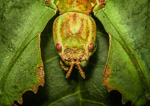 Phyllium Giganteum - Giant Walking Leaf - Mug shot https://www.jungledragon.com/image/110255/phyllium_giganteum_-_giant_walking_leaf.html
https://www.jungledragon.com/image/110412/phyllium_giganteum_-_giant_walking_leaf_-_upper_body.html
https://www.jungledragon.com/image/110413/phyllium_giganteum_-_giant_walking_leaf_-_upper_body_2.html
https://www.jungledragon.com/image/110414/phyllium_giganteum_-_giant_walking_leaf_-_abdomen.html
https://www.jungledragon.com/image/110415/phyllium_giganteum_-_giant_walking_leaf_-_mug_shot.html
https://www.jungledragon.com/image/110416/phyllium_giganteum_-_giant_walking_leaf_-_abdomen_2.html
https://www.jungledragon.com/image/110417/phyllium_giganteum_-_giant_walking_leaf_-_abdomen_3.html
https://www.jungledragon.com/image/110418/phyllium_giganteum_-_giant_walking_leaf_-_side_view.html
https://www.jungledragon.com/image/110419/phyllium_giganteum_-_giant_walking_leaf_-_upper_body_2.html
https://www.jungledragon.com/image/110420/phyllium_giganteum_-_giant_walking_leaf_-_abdomen_4.html
https://www.jungledragon.com/image/110421/phyllium_giganteum_-_giant_walking_leaf_-_side_view_2.html Extreme Macro,Extreme Macro Portraits,Giant Leaf Insect,Phyllium giganteum