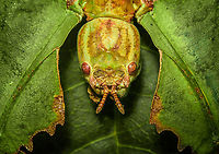 Phyllium Giganteum - Giant Walking Leaf - Mug shot https://www.jungledragon.com/image/110255/phyllium_giganteum_-_giant_walking_leaf.html<br />
https://www.jungledragon.com/image/110412/phyllium_giganteum_-_giant_walking_leaf_-_upper_body.html<br />
https://www.jungledragon.com/image/110413/phyllium_giganteum_-_giant_walking_leaf_-_upper_body_2.html<br />
https://www.jungledragon.com/image/110414/phyllium_giganteum_-_giant_walking_leaf_-_abdomen.html<br />
https://www.jungledragon.com/image/110415/phyllium_giganteum_-_giant_walking_leaf_-_mug_shot.html<br />
https://www.jungledragon.com/image/110416/phyllium_giganteum_-_giant_walking_leaf_-_abdomen_2.html<br />
https://www.jungledragon.com/image/110417/phyllium_giganteum_-_giant_walking_leaf_-_abdomen_3.html<br />
https://www.jungledragon.com/image/110418/phyllium_giganteum_-_giant_walking_leaf_-_side_view.html<br />
https://www.jungledragon.com/image/110419/phyllium_giganteum_-_giant_walking_leaf_-_upper_body_2.html<br />
https://www.jungledragon.com/image/110420/phyllium_giganteum_-_giant_walking_leaf_-_abdomen_4.html<br />
https://www.jungledragon.com/image/110421/phyllium_giganteum_-_giant_walking_leaf_-_side_view_2.html Extreme Macro,Extreme Macro Portraits,Giant Leaf Insect,Phyllium giganteum