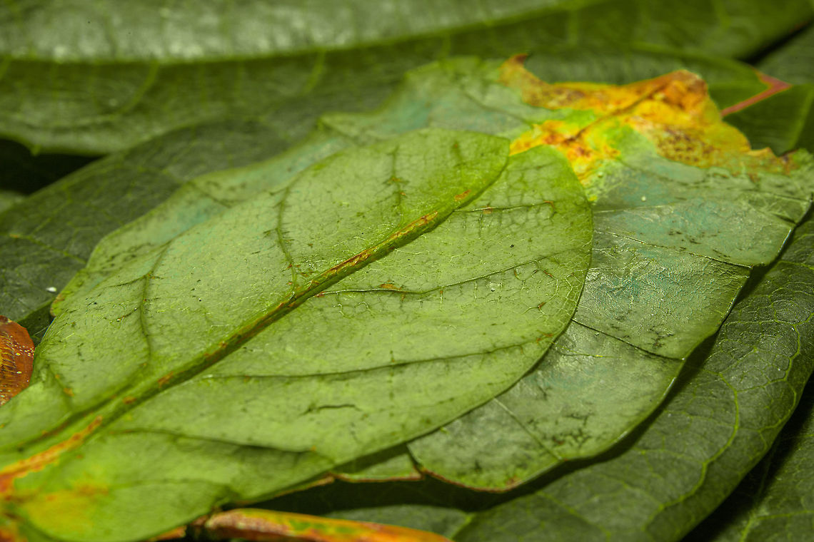 Phyllium Giganteum - Giant Walking Leaf - Abdomen 2 <figure class="photo"><a href="https://www.jungledragon.com/image/110255/phyllium_giganteum_-_giant_walking_leaf.html" title="Phyllium Giganteum - Giant Walking Leaf"><img src="https://s3.amazonaws.com/media.jungledragon.com/images/2/110255_thumb.jpg?AWSAccessKeyId=05GMT0V3GWVNE7GGM1R2&Expires=1759968010&Signature=XIJq1Kq07YJMDprmscrsRZAfJFU%3D" width="200" height="134" alt="Phyllium Giganteum - Giant Walking Leaf I got many more angles and closeups to share later, but here&#039;s a first body shot of a specimen of Phyllium Giganteum. <br />
<br />
The leafs are from our garden, not neccesarily the ones it is found on in the wild. Needless to say, the camouflage of this insect is extremely convincing, even more so if you consider it would typically be found in dense forests. <br />
<br />
Ironically, it feeds on leafs itself, and may sometimes get a bite out of itself by unsuspecting other leaf feeders. When it is under attack, intentionally or not, it generally plays dead. It doesn&#039;t have the speed to escape and stays within character until the very end.<br />
<br />
Having worked with this specimen for a day, I just can&#039;t get over how flat it is. Phyllium giganteum" /></a></figure><br />
<figure class="photo"><a href="https://www.jungledragon.com/image/110412/phyllium_giganteum_-_giant_walking_leaf_-_upper_body.html" title="Phyllium Giganteum - Giant Walking Leaf - Upper body"><img src="https://s3.amazonaws.com/media.jungledragon.com/images/2/110412_thumb.jpg?AWSAccessKeyId=05GMT0V3GWVNE7GGM1R2&Expires=1759968010&Signature=6cLs56AaV5crs1Dph%2FY201CKHU0%3D" width="200" height="138" alt="Phyllium Giganteum - Giant Walking Leaf - Upper body https://www.jungledragon.com/image/110255/phyllium_giganteum_-_giant_walking_leaf.html<br />
https://www.jungledragon.com/image/110412/phyllium_giganteum_-_giant_walking_leaf_-_upper_body.html<br />
https://www.jungledragon.com/image/110413/phyllium_giganteum_-_giant_walking_leaf_-_upper_body_2.html<br />
https://www.jungledragon.com/image/110414/phyllium_giganteum_-_giant_walking_leaf_-_abdomen.html<br />
https://www.jungledragon.com/image/110415/phyllium_giganteum_-_giant_walking_leaf_-_mug_shot.html<br />
https://www.jungledragon.com/image/110416/phyllium_giganteum_-_giant_walking_leaf_-_abdomen_2.html<br />
https://www.jungledragon.com/image/110417/phyllium_giganteum_-_giant_walking_leaf_-_abdomen_3.html<br />
https://www.jungledragon.com/image/110418/phyllium_giganteum_-_giant_walking_leaf_-_side_view.html<br />
https://www.jungledragon.com/image/110419/phyllium_giganteum_-_giant_walking_leaf_-_upper_body_2.html<br />
https://www.jungledragon.com/image/110420/phyllium_giganteum_-_giant_walking_leaf_-_abdomen_4.html<br />
https://www.jungledragon.com/image/110421/phyllium_giganteum_-_giant_walking_leaf_-_side_view_2.html Extreme Macro,Giant Leaf Insect,Phyllium giganteum" /></a></figure><br />
<figure class="photo"><a href="https://www.jungledragon.com/image/110413/phyllium_giganteum_-_giant_walking_leaf_-_upper_body_2.html" title="Phyllium Giganteum - Giant Walking Leaf - Upper body 2"><img src="https://s3.amazonaws.com/media.jungledragon.com/images/2/110413_thumb.jpg?AWSAccessKeyId=05GMT0V3GWVNE7GGM1R2&Expires=1759968010&Signature=giarEu549HJkILZLwECT7u5fLlc%3D" width="200" height="134" alt="Phyllium Giganteum - Giant Walking Leaf - Upper body 2 https://www.jungledragon.com/image/110255/phyllium_giganteum_-_giant_walking_leaf.html<br />
https://www.jungledragon.com/image/110412/phyllium_giganteum_-_giant_walking_leaf_-_upper_body.html<br />
https://www.jungledragon.com/image/110413/phyllium_giganteum_-_giant_walking_leaf_-_upper_body_2.html<br />
https://www.jungledragon.com/image/110414/phyllium_giganteum_-_giant_walking_leaf_-_abdomen.html<br />
https://www.jungledragon.com/image/110415/phyllium_giganteum_-_giant_walking_leaf_-_mug_shot.html<br />
https://www.jungledragon.com/image/110416/phyllium_giganteum_-_giant_walking_leaf_-_abdomen_2.html<br />
https://www.jungledragon.com/image/110417/phyllium_giganteum_-_giant_walking_leaf_-_abdomen_3.html<br />
https://www.jungledragon.com/image/110418/phyllium_giganteum_-_giant_walking_leaf_-_side_view.html<br />
https://www.jungledragon.com/image/110419/phyllium_giganteum_-_giant_walking_leaf_-_upper_body_2.html<br />
https://www.jungledragon.com/image/110420/phyllium_giganteum_-_giant_walking_leaf_-_abdomen_4.html<br />
https://www.jungledragon.com/image/110421/phyllium_giganteum_-_giant_walking_leaf_-_side_view_2.html Extreme Macro,Giant Leaf Insect,Phyllium giganteum" /></a></figure><br />
<figure class="photo"><a href="https://www.jungledragon.com/image/110414/phyllium_giganteum_-_giant_walking_leaf_-_abdomen.html" title="Phyllium Giganteum - Giant Walking Leaf - Abdomen"><img src="https://s3.amazonaws.com/media.jungledragon.com/images/2/110414_thumb.jpg?AWSAccessKeyId=05GMT0V3GWVNE7GGM1R2&Expires=1759968010&Signature=9GxbbFyvf01%2B9fx9IWsan17qpio%3D" width="200" height="154" alt="Phyllium Giganteum - Giant Walking Leaf - Abdomen https://www.jungledragon.com/image/110255/phyllium_giganteum_-_giant_walking_leaf.html<br />
https://www.jungledragon.com/image/110412/phyllium_giganteum_-_giant_walking_leaf_-_upper_body.html<br />
https://www.jungledragon.com/image/110413/phyllium_giganteum_-_giant_walking_leaf_-_upper_body_2.html<br />
https://www.jungledragon.com/image/110414/phyllium_giganteum_-_giant_walking_leaf_-_abdomen.html<br />
https://www.jungledragon.com/image/110415/phyllium_giganteum_-_giant_walking_leaf_-_mug_shot.html<br />
https://www.jungledragon.com/image/110416/phyllium_giganteum_-_giant_walking_leaf_-_abdomen_2.html<br />
https://www.jungledragon.com/image/110417/phyllium_giganteum_-_giant_walking_leaf_-_abdomen_3.html<br />
https://www.jungledragon.com/image/110418/phyllium_giganteum_-_giant_walking_leaf_-_side_view.html<br />
https://www.jungledragon.com/image/110419/phyllium_giganteum_-_giant_walking_leaf_-_upper_body_2.html<br />
https://www.jungledragon.com/image/110420/phyllium_giganteum_-_giant_walking_leaf_-_abdomen_4.html<br />
https://www.jungledragon.com/image/110421/phyllium_giganteum_-_giant_walking_leaf_-_side_view_2.html Extreme Macro,Giant Leaf Insect,Phyllium giganteum" /></a></figure><br />
<figure class="photo"><a href="https://www.jungledragon.com/image/110415/phyllium_giganteum_-_giant_walking_leaf_-_mug_shot.html" title="Phyllium Giganteum - Giant Walking Leaf - Mug shot"><img src="https://s3.amazonaws.com/media.jungledragon.com/images/2/110415_thumb.jpg?AWSAccessKeyId=05GMT0V3GWVNE7GGM1R2&Expires=1759968010&Signature=GNWdcW%2FThVLXZN5%2BGy2c5M17E8Q%3D" width="200" height="142" alt="Phyllium Giganteum - Giant Walking Leaf - Mug shot https://www.jungledragon.com/image/110255/phyllium_giganteum_-_giant_walking_leaf.html<br />
https://www.jungledragon.com/image/110412/phyllium_giganteum_-_giant_walking_leaf_-_upper_body.html<br />
https://www.jungledragon.com/image/110413/phyllium_giganteum_-_giant_walking_leaf_-_upper_body_2.html<br />
https://www.jungledragon.com/image/110414/phyllium_giganteum_-_giant_walking_leaf_-_abdomen.html<br />
https://www.jungledragon.com/image/110415/phyllium_giganteum_-_giant_walking_leaf_-_mug_shot.html<br />
https://www.jungledragon.com/image/110416/phyllium_giganteum_-_giant_walking_leaf_-_abdomen_2.html<br />
https://www.jungledragon.com/image/110417/phyllium_giganteum_-_giant_walking_leaf_-_abdomen_3.html<br />
https://www.jungledragon.com/image/110418/phyllium_giganteum_-_giant_walking_leaf_-_side_view.html<br />
https://www.jungledragon.com/image/110419/phyllium_giganteum_-_giant_walking_leaf_-_upper_body_2.html<br />
https://www.jungledragon.com/image/110420/phyllium_giganteum_-_giant_walking_leaf_-_abdomen_4.html<br />
https://www.jungledragon.com/image/110421/phyllium_giganteum_-_giant_walking_leaf_-_side_view_2.html Extreme Macro,Extreme Macro Portraits,Giant Leaf Insect,Phyllium giganteum" /></a></figure><br />
<figure class="photo"><a href="https://www.jungledragon.com/image/110416/phyllium_giganteum_-_giant_walking_leaf_-_abdomen_2.html" title="Phyllium Giganteum - Giant Walking Leaf - Abdomen 2"><img src="https://s3.amazonaws.com/media.jungledragon.com/images/2/110416_thumb.jpg?AWSAccessKeyId=05GMT0V3GWVNE7GGM1R2&Expires=1759968010&Signature=A896orqtBRQoI1v6INHObgZ42WQ%3D" width="200" height="134" alt="Phyllium Giganteum - Giant Walking Leaf - Abdomen 2 https://www.jungledragon.com/image/110255/phyllium_giganteum_-_giant_walking_leaf.html<br />
https://www.jungledragon.com/image/110412/phyllium_giganteum_-_giant_walking_leaf_-_upper_body.html<br />
https://www.jungledragon.com/image/110413/phyllium_giganteum_-_giant_walking_leaf_-_upper_body_2.html<br />
https://www.jungledragon.com/image/110414/phyllium_giganteum_-_giant_walking_leaf_-_abdomen.html<br />
https://www.jungledragon.com/image/110415/phyllium_giganteum_-_giant_walking_leaf_-_mug_shot.html<br />
https://www.jungledragon.com/image/110416/phyllium_giganteum_-_giant_walking_leaf_-_abdomen_2.html<br />
https://www.jungledragon.com/image/110417/phyllium_giganteum_-_giant_walking_leaf_-_abdomen_3.html<br />
https://www.jungledragon.com/image/110418/phyllium_giganteum_-_giant_walking_leaf_-_side_view.html<br />
https://www.jungledragon.com/image/110419/phyllium_giganteum_-_giant_walking_leaf_-_upper_body_2.html<br />
https://www.jungledragon.com/image/110420/phyllium_giganteum_-_giant_walking_leaf_-_abdomen_4.html<br />
https://www.jungledragon.com/image/110421/phyllium_giganteum_-_giant_walking_leaf_-_side_view_2.html Extreme Macro,Giant Leaf Insect,Phyllium giganteum" /></a></figure><br />
<figure class="photo"><a href="https://www.jungledragon.com/image/110417/phyllium_giganteum_-_giant_walking_leaf_-_abdomen_3.html" title="Phyllium Giganteum - Giant Walking Leaf - Abdomen 3"><img src="https://s3.amazonaws.com/media.jungledragon.com/images/2/110417_thumb.jpg?AWSAccessKeyId=05GMT0V3GWVNE7GGM1R2&Expires=1759968010&Signature=SM7yELXyOfHyHuozadAhZSxYDCc%3D" width="148" height="152" alt="Phyllium Giganteum - Giant Walking Leaf - Abdomen 3 https://www.jungledragon.com/image/110255/phyllium_giganteum_-_giant_walking_leaf.html<br />
https://www.jungledragon.com/image/110412/phyllium_giganteum_-_giant_walking_leaf_-_upper_body.html<br />
https://www.jungledragon.com/image/110413/phyllium_giganteum_-_giant_walking_leaf_-_upper_body_2.html<br />
https://www.jungledragon.com/image/110414/phyllium_giganteum_-_giant_walking_leaf_-_abdomen.html<br />
https://www.jungledragon.com/image/110415/phyllium_giganteum_-_giant_walking_leaf_-_mug_shot.html<br />
https://www.jungledragon.com/image/110416/phyllium_giganteum_-_giant_walking_leaf_-_abdomen_2.html<br />
https://www.jungledragon.com/image/110417/phyllium_giganteum_-_giant_walking_leaf_-_abdomen_3.html<br />
https://www.jungledragon.com/image/110418/phyllium_giganteum_-_giant_walking_leaf_-_side_view.html<br />
https://www.jungledragon.com/image/110419/phyllium_giganteum_-_giant_walking_leaf_-_upper_body_2.html<br />
https://www.jungledragon.com/image/110420/phyllium_giganteum_-_giant_walking_leaf_-_abdomen_4.html<br />
https://www.jungledragon.com/image/110421/phyllium_giganteum_-_giant_walking_leaf_-_side_view_2.html Extreme Macro,Giant Leaf Insect,Phyllium giganteum" /></a></figure><br />
<figure class="photo"><a href="https://www.jungledragon.com/image/110418/phyllium_giganteum_-_giant_walking_leaf_-_side_view.html" title="Phyllium Giganteum - Giant Walking Leaf - Side view"><img src="https://s3.amazonaws.com/media.jungledragon.com/images/2/110418_thumb.jpg?AWSAccessKeyId=05GMT0V3GWVNE7GGM1R2&Expires=1759968010&Signature=58bC5uYrRjh%2F30zzpMX3NTHGGXI%3D" width="200" height="160" alt="Phyllium Giganteum - Giant Walking Leaf - Side view https://www.jungledragon.com/image/110255/phyllium_giganteum_-_giant_walking_leaf.html<br />
https://www.jungledragon.com/image/110412/phyllium_giganteum_-_giant_walking_leaf_-_upper_body.html<br />
https://www.jungledragon.com/image/110413/phyllium_giganteum_-_giant_walking_leaf_-_upper_body_2.html<br />
https://www.jungledragon.com/image/110414/phyllium_giganteum_-_giant_walking_leaf_-_abdomen.html<br />
https://www.jungledragon.com/image/110415/phyllium_giganteum_-_giant_walking_leaf_-_mug_shot.html<br />
https://www.jungledragon.com/image/110416/phyllium_giganteum_-_giant_walking_leaf_-_abdomen_2.html<br />
https://www.jungledragon.com/image/110417/phyllium_giganteum_-_giant_walking_leaf_-_abdomen_3.html<br />
https://www.jungledragon.com/image/110418/phyllium_giganteum_-_giant_walking_leaf_-_side_view.html<br />
https://www.jungledragon.com/image/110419/phyllium_giganteum_-_giant_walking_leaf_-_upper_body_2.html<br />
https://www.jungledragon.com/image/110420/phyllium_giganteum_-_giant_walking_leaf_-_abdomen_4.html<br />
https://www.jungledragon.com/image/110421/phyllium_giganteum_-_giant_walking_leaf_-_side_view_2.html Extreme Macro,Giant Leaf Insect,Phyllium giganteum" /></a></figure><br />
<figure class="photo"><a href="https://www.jungledragon.com/image/110419/phyllium_giganteum_-_giant_walking_leaf_-_upper_body_2.html" title="Phyllium Giganteum - Giant Walking Leaf - Upper body 2"><img src="https://s3.amazonaws.com/media.jungledragon.com/images/2/110419_thumb.jpg?AWSAccessKeyId=05GMT0V3GWVNE7GGM1R2&Expires=1759968010&Signature=iL1Qb%2BvOIyqdQmyExBqttUz%2FSFk%3D" width="102" height="152" alt="Phyllium Giganteum - Giant Walking Leaf - Upper body 2 https://www.jungledragon.com/image/110255/phyllium_giganteum_-_giant_walking_leaf.html<br />
https://www.jungledragon.com/image/110412/phyllium_giganteum_-_giant_walking_leaf_-_upper_body.html<br />
https://www.jungledragon.com/image/110413/phyllium_giganteum_-_giant_walking_leaf_-_upper_body_2.html<br />
https://www.jungledragon.com/image/110414/phyllium_giganteum_-_giant_walking_leaf_-_abdomen.html<br />
https://www.jungledragon.com/image/110415/phyllium_giganteum_-_giant_walking_leaf_-_mug_shot.html<br />
https://www.jungledragon.com/image/110416/phyllium_giganteum_-_giant_walking_leaf_-_abdomen_2.html<br />
https://www.jungledragon.com/image/110417/phyllium_giganteum_-_giant_walking_leaf_-_abdomen_3.html<br />
https://www.jungledragon.com/image/110418/phyllium_giganteum_-_giant_walking_leaf_-_side_view.html<br />
https://www.jungledragon.com/image/110419/phyllium_giganteum_-_giant_walking_leaf_-_upper_body_2.html<br />
https://www.jungledragon.com/image/110420/phyllium_giganteum_-_giant_walking_leaf_-_abdomen_4.html<br />
https://www.jungledragon.com/image/110421/phyllium_giganteum_-_giant_walking_leaf_-_side_view_2.html Extreme Macro,Giant Leaf Insect,Phyllium giganteum" /></a></figure><br />
<figure class="photo"><a href="https://www.jungledragon.com/image/110420/phyllium_giganteum_-_giant_walking_leaf_-_abdomen_4.html" title="Phyllium Giganteum - Giant Walking Leaf - Abdomen 4"><img src="https://s3.amazonaws.com/media.jungledragon.com/images/2/110420_thumb.jpg?AWSAccessKeyId=05GMT0V3GWVNE7GGM1R2&Expires=1759968010&Signature=cq6ZisvEYR7MM6li8iU2Yv53sCE%3D" width="120" height="152" alt="Phyllium Giganteum - Giant Walking Leaf - Abdomen 4 https://www.jungledragon.com/image/110255/phyllium_giganteum_-_giant_walking_leaf.html<br />
https://www.jungledragon.com/image/110412/phyllium_giganteum_-_giant_walking_leaf_-_upper_body.html<br />
https://www.jungledragon.com/image/110413/phyllium_giganteum_-_giant_walking_leaf_-_upper_body_2.html<br />
https://www.jungledragon.com/image/110414/phyllium_giganteum_-_giant_walking_leaf_-_abdomen.html<br />
https://www.jungledragon.com/image/110415/phyllium_giganteum_-_giant_walking_leaf_-_mug_shot.html<br />
https://www.jungledragon.com/image/110416/phyllium_giganteum_-_giant_walking_leaf_-_abdomen_2.html<br />
https://www.jungledragon.com/image/110417/phyllium_giganteum_-_giant_walking_leaf_-_abdomen_3.html<br />
https://www.jungledragon.com/image/110418/phyllium_giganteum_-_giant_walking_leaf_-_side_view.html<br />
https://www.jungledragon.com/image/110419/phyllium_giganteum_-_giant_walking_leaf_-_upper_body_2.html<br />
https://www.jungledragon.com/image/110420/phyllium_giganteum_-_giant_walking_leaf_-_abdomen_4.html<br />
https://www.jungledragon.com/image/110421/phyllium_giganteum_-_giant_walking_leaf_-_side_view_2.html Extreme Macro,Giant Leaf Insect,Phyllium giganteum" /></a></figure><br />
<figure class="photo"><a href="https://www.jungledragon.com/image/110421/phyllium_giganteum_-_giant_walking_leaf_-_side_view_2.html" title="Phyllium Giganteum - Giant Walking Leaf - Side view 2"><img src="https://s3.amazonaws.com/media.jungledragon.com/images/2/110421_thumb.jpg?AWSAccessKeyId=05GMT0V3GWVNE7GGM1R2&Expires=1759968010&Signature=1u0%2BkxAkfO%2FSzPUI30oACp0ZEv4%3D" width="200" height="134" alt="Phyllium Giganteum - Giant Walking Leaf - Side view 2 https://www.jungledragon.com/image/110255/phyllium_giganteum_-_giant_walking_leaf.html<br />
https://www.jungledragon.com/image/110412/phyllium_giganteum_-_giant_walking_leaf_-_upper_body.html<br />
https://www.jungledragon.com/image/110413/phyllium_giganteum_-_giant_walking_leaf_-_upper_body_2.html<br />
https://www.jungledragon.com/image/110414/phyllium_giganteum_-_giant_walking_leaf_-_abdomen.html<br />
https://www.jungledragon.com/image/110415/phyllium_giganteum_-_giant_walking_leaf_-_mug_shot.html<br />
https://www.jungledragon.com/image/110416/phyllium_giganteum_-_giant_walking_leaf_-_abdomen_2.html<br />
https://www.jungledragon.com/image/110417/phyllium_giganteum_-_giant_walking_leaf_-_abdomen_3.html<br />
https://www.jungledragon.com/image/110418/phyllium_giganteum_-_giant_walking_leaf_-_side_view.html<br />
https://www.jungledragon.com/image/110419/phyllium_giganteum_-_giant_walking_leaf_-_upper_body_2.html<br />
https://www.jungledragon.com/image/110420/phyllium_giganteum_-_giant_walking_leaf_-_abdomen_4.html<br />
https://www.jungledragon.com/image/110421/phyllium_giganteum_-_giant_walking_leaf_-_side_view_2.html Extreme Macro,Giant Leaf Insect,Phyllium giganteum" /></a></figure> Extreme Macro,Giant Leaf Insect,Phyllium giganteum