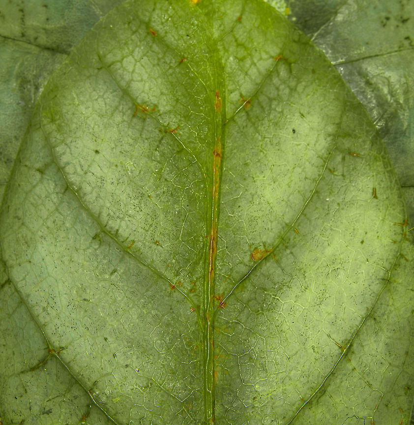 Phyllium Giganteum - Giant Walking Leaf - Abdomen 3 <figure class="photo"><a href="https://www.jungledragon.com/image/110255/phyllium_giganteum_-_giant_walking_leaf.html" title="Phyllium Giganteum - Giant Walking Leaf"><img src="https://s3.amazonaws.com/media.jungledragon.com/images/2/110255_thumb.jpg?AWSAccessKeyId=05GMT0V3GWVNE7GGM1R2&Expires=1767225610&Signature=vM5y0bKAOtgslXptlZSp%2F7EO2rg%3D" width="200" height="134" alt="Phyllium Giganteum - Giant Walking Leaf I got many more angles and closeups to share later, but here&#039;s a first body shot of a specimen of Phyllium Giganteum. <br />
<br />
The leafs are from our garden, not neccesarily the ones it is found on in the wild. Needless to say, the camouflage of this insect is extremely convincing, even more so if you consider it would typically be found in dense forests. <br />
<br />
Ironically, it feeds on leafs itself, and may sometimes get a bite out of itself by unsuspecting other leaf feeders. When it is under attack, intentionally or not, it generally plays dead. It doesn&#039;t have the speed to escape and stays within character until the very end.<br />
<br />
Having worked with this specimen for a day, I just can&#039;t get over how flat it is. Phyllium giganteum" /></a></figure><br />
<figure class="photo"><a href="https://www.jungledragon.com/image/110412/phyllium_giganteum_-_giant_walking_leaf_-_upper_body.html" title="Phyllium Giganteum - Giant Walking Leaf - Upper body"><img src="https://s3.amazonaws.com/media.jungledragon.com/images/2/110412_thumb.jpg?AWSAccessKeyId=05GMT0V3GWVNE7GGM1R2&Expires=1767225610&Signature=CKT%2BTwL06PXUup0Nxv59Qjz8Mwc%3D" width="200" height="138" alt="Phyllium Giganteum - Giant Walking Leaf - Upper body https://www.jungledragon.com/image/110255/phyllium_giganteum_-_giant_walking_leaf.html<br />
https://www.jungledragon.com/image/110412/phyllium_giganteum_-_giant_walking_leaf_-_upper_body.html<br />
https://www.jungledragon.com/image/110413/phyllium_giganteum_-_giant_walking_leaf_-_upper_body_2.html<br />
https://www.jungledragon.com/image/110414/phyllium_giganteum_-_giant_walking_leaf_-_abdomen.html<br />
https://www.jungledragon.com/image/110415/phyllium_giganteum_-_giant_walking_leaf_-_mug_shot.html<br />
https://www.jungledragon.com/image/110416/phyllium_giganteum_-_giant_walking_leaf_-_abdomen_2.html<br />
https://www.jungledragon.com/image/110417/phyllium_giganteum_-_giant_walking_leaf_-_abdomen_3.html<br />
https://www.jungledragon.com/image/110418/phyllium_giganteum_-_giant_walking_leaf_-_side_view.html<br />
https://www.jungledragon.com/image/110419/phyllium_giganteum_-_giant_walking_leaf_-_upper_body_2.html<br />
https://www.jungledragon.com/image/110420/phyllium_giganteum_-_giant_walking_leaf_-_abdomen_4.html<br />
https://www.jungledragon.com/image/110421/phyllium_giganteum_-_giant_walking_leaf_-_side_view_2.html Extreme Macro,Giant Leaf Insect,Phyllium giganteum" /></a></figure><br />
<figure class="photo"><a href="https://www.jungledragon.com/image/110413/phyllium_giganteum_-_giant_walking_leaf_-_upper_body_2.html" title="Phyllium Giganteum - Giant Walking Leaf - Upper body 2"><img src="https://s3.amazonaws.com/media.jungledragon.com/images/2/110413_thumb.jpg?AWSAccessKeyId=05GMT0V3GWVNE7GGM1R2&Expires=1767225610&Signature=81toeFcDHAUCQikAPaxe44rhvzg%3D" width="200" height="134" alt="Phyllium Giganteum - Giant Walking Leaf - Upper body 2 https://www.jungledragon.com/image/110255/phyllium_giganteum_-_giant_walking_leaf.html<br />
https://www.jungledragon.com/image/110412/phyllium_giganteum_-_giant_walking_leaf_-_upper_body.html<br />
https://www.jungledragon.com/image/110413/phyllium_giganteum_-_giant_walking_leaf_-_upper_body_2.html<br />
https://www.jungledragon.com/image/110414/phyllium_giganteum_-_giant_walking_leaf_-_abdomen.html<br />
https://www.jungledragon.com/image/110415/phyllium_giganteum_-_giant_walking_leaf_-_mug_shot.html<br />
https://www.jungledragon.com/image/110416/phyllium_giganteum_-_giant_walking_leaf_-_abdomen_2.html<br />
https://www.jungledragon.com/image/110417/phyllium_giganteum_-_giant_walking_leaf_-_abdomen_3.html<br />
https://www.jungledragon.com/image/110418/phyllium_giganteum_-_giant_walking_leaf_-_side_view.html<br />
https://www.jungledragon.com/image/110419/phyllium_giganteum_-_giant_walking_leaf_-_upper_body_2.html<br />
https://www.jungledragon.com/image/110420/phyllium_giganteum_-_giant_walking_leaf_-_abdomen_4.html<br />
https://www.jungledragon.com/image/110421/phyllium_giganteum_-_giant_walking_leaf_-_side_view_2.html Extreme Macro,Giant Leaf Insect,Phyllium giganteum" /></a></figure><br />
<figure class="photo"><a href="https://www.jungledragon.com/image/110414/phyllium_giganteum_-_giant_walking_leaf_-_abdomen.html" title="Phyllium Giganteum - Giant Walking Leaf - Abdomen"><img src="https://s3.amazonaws.com/media.jungledragon.com/images/2/110414_thumb.jpg?AWSAccessKeyId=05GMT0V3GWVNE7GGM1R2&Expires=1767225610&Signature=UMQTkq40IdMT4OWKfpWhvgBsz7A%3D" width="200" height="154" alt="Phyllium Giganteum - Giant Walking Leaf - Abdomen https://www.jungledragon.com/image/110255/phyllium_giganteum_-_giant_walking_leaf.html<br />
https://www.jungledragon.com/image/110412/phyllium_giganteum_-_giant_walking_leaf_-_upper_body.html<br />
https://www.jungledragon.com/image/110413/phyllium_giganteum_-_giant_walking_leaf_-_upper_body_2.html<br />
https://www.jungledragon.com/image/110414/phyllium_giganteum_-_giant_walking_leaf_-_abdomen.html<br />
https://www.jungledragon.com/image/110415/phyllium_giganteum_-_giant_walking_leaf_-_mug_shot.html<br />
https://www.jungledragon.com/image/110416/phyllium_giganteum_-_giant_walking_leaf_-_abdomen_2.html<br />
https://www.jungledragon.com/image/110417/phyllium_giganteum_-_giant_walking_leaf_-_abdomen_3.html<br />
https://www.jungledragon.com/image/110418/phyllium_giganteum_-_giant_walking_leaf_-_side_view.html<br />
https://www.jungledragon.com/image/110419/phyllium_giganteum_-_giant_walking_leaf_-_upper_body_2.html<br />
https://www.jungledragon.com/image/110420/phyllium_giganteum_-_giant_walking_leaf_-_abdomen_4.html<br />
https://www.jungledragon.com/image/110421/phyllium_giganteum_-_giant_walking_leaf_-_side_view_2.html Extreme Macro,Giant Leaf Insect,Phyllium giganteum" /></a></figure><br />
<figure class="photo"><a href="https://www.jungledragon.com/image/110415/phyllium_giganteum_-_giant_walking_leaf_-_mug_shot.html" title="Phyllium Giganteum - Giant Walking Leaf - Mug shot"><img src="https://s3.amazonaws.com/media.jungledragon.com/images/2/110415_thumb.jpg?AWSAccessKeyId=05GMT0V3GWVNE7GGM1R2&Expires=1767225610&Signature=APIcFOI2bKx%2FkVcybTghXmSEcKg%3D" width="200" height="142" alt="Phyllium Giganteum - Giant Walking Leaf - Mug shot https://www.jungledragon.com/image/110255/phyllium_giganteum_-_giant_walking_leaf.html<br />
https://www.jungledragon.com/image/110412/phyllium_giganteum_-_giant_walking_leaf_-_upper_body.html<br />
https://www.jungledragon.com/image/110413/phyllium_giganteum_-_giant_walking_leaf_-_upper_body_2.html<br />
https://www.jungledragon.com/image/110414/phyllium_giganteum_-_giant_walking_leaf_-_abdomen.html<br />
https://www.jungledragon.com/image/110415/phyllium_giganteum_-_giant_walking_leaf_-_mug_shot.html<br />
https://www.jungledragon.com/image/110416/phyllium_giganteum_-_giant_walking_leaf_-_abdomen_2.html<br />
https://www.jungledragon.com/image/110417/phyllium_giganteum_-_giant_walking_leaf_-_abdomen_3.html<br />
https://www.jungledragon.com/image/110418/phyllium_giganteum_-_giant_walking_leaf_-_side_view.html<br />
https://www.jungledragon.com/image/110419/phyllium_giganteum_-_giant_walking_leaf_-_upper_body_2.html<br />
https://www.jungledragon.com/image/110420/phyllium_giganteum_-_giant_walking_leaf_-_abdomen_4.html<br />
https://www.jungledragon.com/image/110421/phyllium_giganteum_-_giant_walking_leaf_-_side_view_2.html Extreme Macro,Extreme Macro Portraits,Giant Leaf Insect,Phyllium giganteum" /></a></figure><br />
<figure class="photo"><a href="https://www.jungledragon.com/image/110416/phyllium_giganteum_-_giant_walking_leaf_-_abdomen_2.html" title="Phyllium Giganteum - Giant Walking Leaf - Abdomen 2"><img src="https://s3.amazonaws.com/media.jungledragon.com/images/2/110416_thumb.jpg?AWSAccessKeyId=05GMT0V3GWVNE7GGM1R2&Expires=1767225610&Signature=TSBr6rbg5ALE7Tpm0TSUVqWg%2FyA%3D" width="200" height="134" alt="Phyllium Giganteum - Giant Walking Leaf - Abdomen 2 https://www.jungledragon.com/image/110255/phyllium_giganteum_-_giant_walking_leaf.html<br />
https://www.jungledragon.com/image/110412/phyllium_giganteum_-_giant_walking_leaf_-_upper_body.html<br />
https://www.jungledragon.com/image/110413/phyllium_giganteum_-_giant_walking_leaf_-_upper_body_2.html<br />
https://www.jungledragon.com/image/110414/phyllium_giganteum_-_giant_walking_leaf_-_abdomen.html<br />
https://www.jungledragon.com/image/110415/phyllium_giganteum_-_giant_walking_leaf_-_mug_shot.html<br />
https://www.jungledragon.com/image/110416/phyllium_giganteum_-_giant_walking_leaf_-_abdomen_2.html<br />
https://www.jungledragon.com/image/110417/phyllium_giganteum_-_giant_walking_leaf_-_abdomen_3.html<br />
https://www.jungledragon.com/image/110418/phyllium_giganteum_-_giant_walking_leaf_-_side_view.html<br />
https://www.jungledragon.com/image/110419/phyllium_giganteum_-_giant_walking_leaf_-_upper_body_2.html<br />
https://www.jungledragon.com/image/110420/phyllium_giganteum_-_giant_walking_leaf_-_abdomen_4.html<br />
https://www.jungledragon.com/image/110421/phyllium_giganteum_-_giant_walking_leaf_-_side_view_2.html Extreme Macro,Giant Leaf Insect,Phyllium giganteum" /></a></figure><br />
<figure class="photo"><a href="https://www.jungledragon.com/image/110417/phyllium_giganteum_-_giant_walking_leaf_-_abdomen_3.html" title="Phyllium Giganteum - Giant Walking Leaf - Abdomen 3"><img src="https://s3.amazonaws.com/media.jungledragon.com/images/2/110417_thumb.jpg?AWSAccessKeyId=05GMT0V3GWVNE7GGM1R2&Expires=1767225610&Signature=uJ0YmqxILUAzI9LWpgq6ikNdn%2Bg%3D" width="148" height="152" alt="Phyllium Giganteum - Giant Walking Leaf - Abdomen 3 https://www.jungledragon.com/image/110255/phyllium_giganteum_-_giant_walking_leaf.html<br />
https://www.jungledragon.com/image/110412/phyllium_giganteum_-_giant_walking_leaf_-_upper_body.html<br />
https://www.jungledragon.com/image/110413/phyllium_giganteum_-_giant_walking_leaf_-_upper_body_2.html<br />
https://www.jungledragon.com/image/110414/phyllium_giganteum_-_giant_walking_leaf_-_abdomen.html<br />
https://www.jungledragon.com/image/110415/phyllium_giganteum_-_giant_walking_leaf_-_mug_shot.html<br />
https://www.jungledragon.com/image/110416/phyllium_giganteum_-_giant_walking_leaf_-_abdomen_2.html<br />
https://www.jungledragon.com/image/110417/phyllium_giganteum_-_giant_walking_leaf_-_abdomen_3.html<br />
https://www.jungledragon.com/image/110418/phyllium_giganteum_-_giant_walking_leaf_-_side_view.html<br />
https://www.jungledragon.com/image/110419/phyllium_giganteum_-_giant_walking_leaf_-_upper_body_2.html<br />
https://www.jungledragon.com/image/110420/phyllium_giganteum_-_giant_walking_leaf_-_abdomen_4.html<br />
https://www.jungledragon.com/image/110421/phyllium_giganteum_-_giant_walking_leaf_-_side_view_2.html Extreme Macro,Giant Leaf Insect,Phyllium giganteum" /></a></figure><br />
<figure class="photo"><a href="https://www.jungledragon.com/image/110418/phyllium_giganteum_-_giant_walking_leaf_-_side_view.html" title="Phyllium Giganteum - Giant Walking Leaf - Side view"><img src="https://s3.amazonaws.com/media.jungledragon.com/images/2/110418_thumb.jpg?AWSAccessKeyId=05GMT0V3GWVNE7GGM1R2&Expires=1767225610&Signature=PI%2FWiIdryAXCrqp7ifwN2pCgz8U%3D" width="200" height="160" alt="Phyllium Giganteum - Giant Walking Leaf - Side view https://www.jungledragon.com/image/110255/phyllium_giganteum_-_giant_walking_leaf.html<br />
https://www.jungledragon.com/image/110412/phyllium_giganteum_-_giant_walking_leaf_-_upper_body.html<br />
https://www.jungledragon.com/image/110413/phyllium_giganteum_-_giant_walking_leaf_-_upper_body_2.html<br />
https://www.jungledragon.com/image/110414/phyllium_giganteum_-_giant_walking_leaf_-_abdomen.html<br />
https://www.jungledragon.com/image/110415/phyllium_giganteum_-_giant_walking_leaf_-_mug_shot.html<br />
https://www.jungledragon.com/image/110416/phyllium_giganteum_-_giant_walking_leaf_-_abdomen_2.html<br />
https://www.jungledragon.com/image/110417/phyllium_giganteum_-_giant_walking_leaf_-_abdomen_3.html<br />
https://www.jungledragon.com/image/110418/phyllium_giganteum_-_giant_walking_leaf_-_side_view.html<br />
https://www.jungledragon.com/image/110419/phyllium_giganteum_-_giant_walking_leaf_-_upper_body_2.html<br />
https://www.jungledragon.com/image/110420/phyllium_giganteum_-_giant_walking_leaf_-_abdomen_4.html<br />
https://www.jungledragon.com/image/110421/phyllium_giganteum_-_giant_walking_leaf_-_side_view_2.html Extreme Macro,Giant Leaf Insect,Phyllium giganteum" /></a></figure><br />
<figure class="photo"><a href="https://www.jungledragon.com/image/110419/phyllium_giganteum_-_giant_walking_leaf_-_upper_body_2.html" title="Phyllium Giganteum - Giant Walking Leaf - Upper body 2"><img src="https://s3.amazonaws.com/media.jungledragon.com/images/2/110419_thumb.jpg?AWSAccessKeyId=05GMT0V3GWVNE7GGM1R2&Expires=1767225610&Signature=BlD9na%2B5gg4nqPMFTtcnAd6UuYY%3D" width="102" height="152" alt="Phyllium Giganteum - Giant Walking Leaf - Upper body 2 https://www.jungledragon.com/image/110255/phyllium_giganteum_-_giant_walking_leaf.html<br />
https://www.jungledragon.com/image/110412/phyllium_giganteum_-_giant_walking_leaf_-_upper_body.html<br />
https://www.jungledragon.com/image/110413/phyllium_giganteum_-_giant_walking_leaf_-_upper_body_2.html<br />
https://www.jungledragon.com/image/110414/phyllium_giganteum_-_giant_walking_leaf_-_abdomen.html<br />
https://www.jungledragon.com/image/110415/phyllium_giganteum_-_giant_walking_leaf_-_mug_shot.html<br />
https://www.jungledragon.com/image/110416/phyllium_giganteum_-_giant_walking_leaf_-_abdomen_2.html<br />
https://www.jungledragon.com/image/110417/phyllium_giganteum_-_giant_walking_leaf_-_abdomen_3.html<br />
https://www.jungledragon.com/image/110418/phyllium_giganteum_-_giant_walking_leaf_-_side_view.html<br />
https://www.jungledragon.com/image/110419/phyllium_giganteum_-_giant_walking_leaf_-_upper_body_2.html<br />
https://www.jungledragon.com/image/110420/phyllium_giganteum_-_giant_walking_leaf_-_abdomen_4.html<br />
https://www.jungledragon.com/image/110421/phyllium_giganteum_-_giant_walking_leaf_-_side_view_2.html Extreme Macro,Giant Leaf Insect,Phyllium giganteum" /></a></figure><br />
<figure class="photo"><a href="https://www.jungledragon.com/image/110420/phyllium_giganteum_-_giant_walking_leaf_-_abdomen_4.html" title="Phyllium Giganteum - Giant Walking Leaf - Abdomen 4"><img src="https://s3.amazonaws.com/media.jungledragon.com/images/2/110420_thumb.jpg?AWSAccessKeyId=05GMT0V3GWVNE7GGM1R2&Expires=1767225610&Signature=lpJ3fLLP8kCswPi4zhz80%2Bg12IY%3D" width="120" height="152" alt="Phyllium Giganteum - Giant Walking Leaf - Abdomen 4 https://www.jungledragon.com/image/110255/phyllium_giganteum_-_giant_walking_leaf.html<br />
https://www.jungledragon.com/image/110412/phyllium_giganteum_-_giant_walking_leaf_-_upper_body.html<br />
https://www.jungledragon.com/image/110413/phyllium_giganteum_-_giant_walking_leaf_-_upper_body_2.html<br />
https://www.jungledragon.com/image/110414/phyllium_giganteum_-_giant_walking_leaf_-_abdomen.html<br />
https://www.jungledragon.com/image/110415/phyllium_giganteum_-_giant_walking_leaf_-_mug_shot.html<br />
https://www.jungledragon.com/image/110416/phyllium_giganteum_-_giant_walking_leaf_-_abdomen_2.html<br />
https://www.jungledragon.com/image/110417/phyllium_giganteum_-_giant_walking_leaf_-_abdomen_3.html<br />
https://www.jungledragon.com/image/110418/phyllium_giganteum_-_giant_walking_leaf_-_side_view.html<br />
https://www.jungledragon.com/image/110419/phyllium_giganteum_-_giant_walking_leaf_-_upper_body_2.html<br />
https://www.jungledragon.com/image/110420/phyllium_giganteum_-_giant_walking_leaf_-_abdomen_4.html<br />
https://www.jungledragon.com/image/110421/phyllium_giganteum_-_giant_walking_leaf_-_side_view_2.html Extreme Macro,Giant Leaf Insect,Phyllium giganteum" /></a></figure><br />
<figure class="photo"><a href="https://www.jungledragon.com/image/110421/phyllium_giganteum_-_giant_walking_leaf_-_side_view_2.html" title="Phyllium Giganteum - Giant Walking Leaf - Side view 2"><img src="https://s3.amazonaws.com/media.jungledragon.com/images/2/110421_thumb.jpg?AWSAccessKeyId=05GMT0V3GWVNE7GGM1R2&Expires=1767225610&Signature=9dsGH0tlx8jZU3aZIR5qJkz4M6Q%3D" width="200" height="134" alt="Phyllium Giganteum - Giant Walking Leaf - Side view 2 https://www.jungledragon.com/image/110255/phyllium_giganteum_-_giant_walking_leaf.html<br />
https://www.jungledragon.com/image/110412/phyllium_giganteum_-_giant_walking_leaf_-_upper_body.html<br />
https://www.jungledragon.com/image/110413/phyllium_giganteum_-_giant_walking_leaf_-_upper_body_2.html<br />
https://www.jungledragon.com/image/110414/phyllium_giganteum_-_giant_walking_leaf_-_abdomen.html<br />
https://www.jungledragon.com/image/110415/phyllium_giganteum_-_giant_walking_leaf_-_mug_shot.html<br />
https://www.jungledragon.com/image/110416/phyllium_giganteum_-_giant_walking_leaf_-_abdomen_2.html<br />
https://www.jungledragon.com/image/110417/phyllium_giganteum_-_giant_walking_leaf_-_abdomen_3.html<br />
https://www.jungledragon.com/image/110418/phyllium_giganteum_-_giant_walking_leaf_-_side_view.html<br />
https://www.jungledragon.com/image/110419/phyllium_giganteum_-_giant_walking_leaf_-_upper_body_2.html<br />
https://www.jungledragon.com/image/110420/phyllium_giganteum_-_giant_walking_leaf_-_abdomen_4.html<br />
https://www.jungledragon.com/image/110421/phyllium_giganteum_-_giant_walking_leaf_-_side_view_2.html Extreme Macro,Giant Leaf Insect,Phyllium giganteum" /></a></figure> Extreme Macro,Giant Leaf Insect,Phyllium giganteum