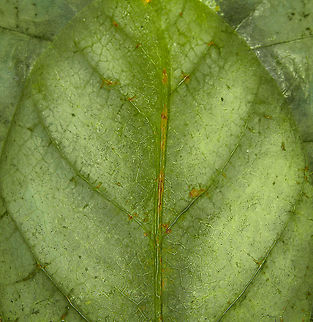 Phyllium Giganteum - Giant Walking Leaf - Abdomen 3 https://www.jungledragon.com/image/110255/phyllium_giganteum_-_giant_walking_leaf.html
https://www.jungledragon.com/image/110412/phyllium_giganteum_-_giant_walking_leaf_-_upper_body.html
https://www.jungledragon.com/image/110413/phyllium_giganteum_-_giant_walking_leaf_-_upper_body_2.html
https://www.jungledragon.com/image/110414/phyllium_giganteum_-_giant_walking_leaf_-_abdomen.html
https://www.jungledragon.com/image/110415/phyllium_giganteum_-_giant_walking_leaf_-_mug_shot.html
https://www.jungledragon.com/image/110416/phyllium_giganteum_-_giant_walking_leaf_-_abdomen_2.html
https://www.jungledragon.com/image/110417/phyllium_giganteum_-_giant_walking_leaf_-_abdomen_3.html
https://www.jungledragon.com/image/110418/phyllium_giganteum_-_giant_walking_leaf_-_side_view.html
https://www.jungledragon.com/image/110419/phyllium_giganteum_-_giant_walking_leaf_-_upper_body_2.html
https://www.jungledragon.com/image/110420/phyllium_giganteum_-_giant_walking_leaf_-_abdomen_4.html
https://www.jungledragon.com/image/110421/phyllium_giganteum_-_giant_walking_leaf_-_side_view_2.html Extreme Macro,Giant Leaf Insect,Phyllium giganteum