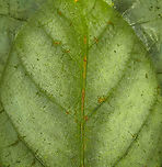 Phyllium Giganteum - Giant Walking Leaf - Abdomen 3 https://www.jungledragon.com/image/110255/phyllium_giganteum_-_giant_walking_leaf.html<br />
https://www.jungledragon.com/image/110412/phyllium_giganteum_-_giant_walking_leaf_-_upper_body.html<br />
https://www.jungledragon.com/image/110413/phyllium_giganteum_-_giant_walking_leaf_-_upper_body_2.html<br />
https://www.jungledragon.com/image/110414/phyllium_giganteum_-_giant_walking_leaf_-_abdomen.html<br />
https://www.jungledragon.com/image/110415/phyllium_giganteum_-_giant_walking_leaf_-_mug_shot.html<br />
https://www.jungledragon.com/image/110416/phyllium_giganteum_-_giant_walking_leaf_-_abdomen_2.html<br />
https://www.jungledragon.com/image/110417/phyllium_giganteum_-_giant_walking_leaf_-_abdomen_3.html<br />
https://www.jungledragon.com/image/110418/phyllium_giganteum_-_giant_walking_leaf_-_side_view.html<br />
https://www.jungledragon.com/image/110419/phyllium_giganteum_-_giant_walking_leaf_-_upper_body_2.html<br />
https://www.jungledragon.com/image/110420/phyllium_giganteum_-_giant_walking_leaf_-_abdomen_4.html<br />
https://www.jungledragon.com/image/110421/phyllium_giganteum_-_giant_walking_leaf_-_side_view_2.html Extreme Macro,Giant Leaf Insect,Phyllium giganteum