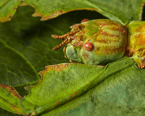 Phyllium Giganteum - Giant Walking Leaf - Side view https://www.jungledragon.com/image/110255/phyllium_giganteum_-_giant_walking_leaf.html
https://www.jungledragon.com/image/110412/phyllium_giganteum_-_giant_walking_leaf_-_upper_body.html
https://www.jungledragon.com/image/110413/phyllium_giganteum_-_giant_walking_leaf_-_upper_body_2.html
https://www.jungledragon.com/image/110414/phyllium_giganteum_-_giant_walking_leaf_-_abdomen.html
https://www.jungledragon.com/image/110415/phyllium_giganteum_-_giant_walking_leaf_-_mug_shot.html
https://www.jungledragon.com/image/110416/phyllium_giganteum_-_giant_walking_leaf_-_abdomen_2.html
https://www.jungledragon.com/image/110417/phyllium_giganteum_-_giant_walking_leaf_-_abdomen_3.html
https://www.jungledragon.com/image/110418/phyllium_giganteum_-_giant_walking_leaf_-_side_view.html
https://www.jungledragon.com/image/110419/phyllium_giganteum_-_giant_walking_leaf_-_upper_body_2.html
https://www.jungledragon.com/image/110420/phyllium_giganteum_-_giant_walking_leaf_-_abdomen_4.html
https://www.jungledragon.com/image/110421/phyllium_giganteum_-_giant_walking_leaf_-_side_view_2.html Extreme Macro,Giant Leaf Insect,Phyllium giganteum