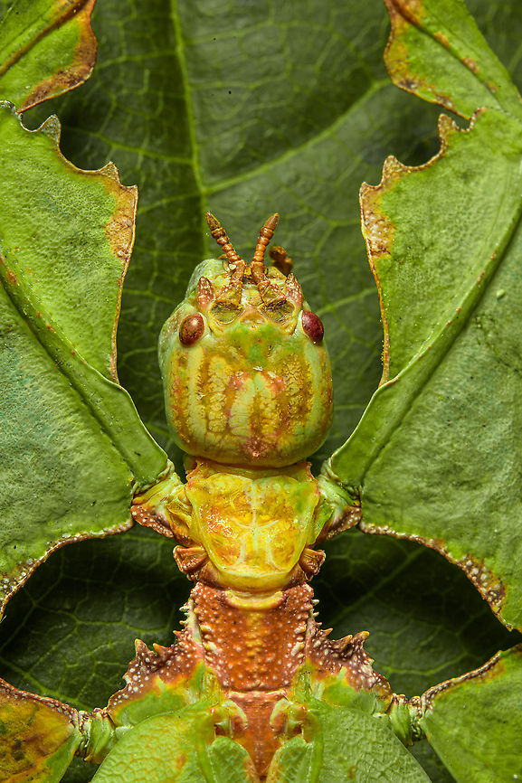 Phyllium Giganteum - Giant Walking Leaf - Upper body 2 <figure class="photo"><a href="https://www.jungledragon.com/image/110255/phyllium_giganteum_-_giant_walking_leaf.html" title="Phyllium Giganteum - Giant Walking Leaf"><img src="https://s3.amazonaws.com/media.jungledragon.com/images/2/110255_thumb.jpg?AWSAccessKeyId=05GMT0V3GWVNE7GGM1R2&Expires=1759968010&Signature=XIJq1Kq07YJMDprmscrsRZAfJFU%3D" width="200" height="134" alt="Phyllium Giganteum - Giant Walking Leaf I got many more angles and closeups to share later, but here&#039;s a first body shot of a specimen of Phyllium Giganteum. <br />
<br />
The leafs are from our garden, not neccesarily the ones it is found on in the wild. Needless to say, the camouflage of this insect is extremely convincing, even more so if you consider it would typically be found in dense forests. <br />
<br />
Ironically, it feeds on leafs itself, and may sometimes get a bite out of itself by unsuspecting other leaf feeders. When it is under attack, intentionally or not, it generally plays dead. It doesn&#039;t have the speed to escape and stays within character until the very end.<br />
<br />
Having worked with this specimen for a day, I just can&#039;t get over how flat it is. Phyllium giganteum" /></a></figure><br />
<figure class="photo"><a href="https://www.jungledragon.com/image/110412/phyllium_giganteum_-_giant_walking_leaf_-_upper_body.html" title="Phyllium Giganteum - Giant Walking Leaf - Upper body"><img src="https://s3.amazonaws.com/media.jungledragon.com/images/2/110412_thumb.jpg?AWSAccessKeyId=05GMT0V3GWVNE7GGM1R2&Expires=1759968010&Signature=6cLs56AaV5crs1Dph%2FY201CKHU0%3D" width="200" height="138" alt="Phyllium Giganteum - Giant Walking Leaf - Upper body https://www.jungledragon.com/image/110255/phyllium_giganteum_-_giant_walking_leaf.html<br />
https://www.jungledragon.com/image/110412/phyllium_giganteum_-_giant_walking_leaf_-_upper_body.html<br />
https://www.jungledragon.com/image/110413/phyllium_giganteum_-_giant_walking_leaf_-_upper_body_2.html<br />
https://www.jungledragon.com/image/110414/phyllium_giganteum_-_giant_walking_leaf_-_abdomen.html<br />
https://www.jungledragon.com/image/110415/phyllium_giganteum_-_giant_walking_leaf_-_mug_shot.html<br />
https://www.jungledragon.com/image/110416/phyllium_giganteum_-_giant_walking_leaf_-_abdomen_2.html<br />
https://www.jungledragon.com/image/110417/phyllium_giganteum_-_giant_walking_leaf_-_abdomen_3.html<br />
https://www.jungledragon.com/image/110418/phyllium_giganteum_-_giant_walking_leaf_-_side_view.html<br />
https://www.jungledragon.com/image/110419/phyllium_giganteum_-_giant_walking_leaf_-_upper_body_2.html<br />
https://www.jungledragon.com/image/110420/phyllium_giganteum_-_giant_walking_leaf_-_abdomen_4.html<br />
https://www.jungledragon.com/image/110421/phyllium_giganteum_-_giant_walking_leaf_-_side_view_2.html Extreme Macro,Giant Leaf Insect,Phyllium giganteum" /></a></figure><br />
<figure class="photo"><a href="https://www.jungledragon.com/image/110413/phyllium_giganteum_-_giant_walking_leaf_-_upper_body_2.html" title="Phyllium Giganteum - Giant Walking Leaf - Upper body 2"><img src="https://s3.amazonaws.com/media.jungledragon.com/images/2/110413_thumb.jpg?AWSAccessKeyId=05GMT0V3GWVNE7GGM1R2&Expires=1759968010&Signature=giarEu549HJkILZLwECT7u5fLlc%3D" width="200" height="134" alt="Phyllium Giganteum - Giant Walking Leaf - Upper body 2 https://www.jungledragon.com/image/110255/phyllium_giganteum_-_giant_walking_leaf.html<br />
https://www.jungledragon.com/image/110412/phyllium_giganteum_-_giant_walking_leaf_-_upper_body.html<br />
https://www.jungledragon.com/image/110413/phyllium_giganteum_-_giant_walking_leaf_-_upper_body_2.html<br />
https://www.jungledragon.com/image/110414/phyllium_giganteum_-_giant_walking_leaf_-_abdomen.html<br />
https://www.jungledragon.com/image/110415/phyllium_giganteum_-_giant_walking_leaf_-_mug_shot.html<br />
https://www.jungledragon.com/image/110416/phyllium_giganteum_-_giant_walking_leaf_-_abdomen_2.html<br />
https://www.jungledragon.com/image/110417/phyllium_giganteum_-_giant_walking_leaf_-_abdomen_3.html<br />
https://www.jungledragon.com/image/110418/phyllium_giganteum_-_giant_walking_leaf_-_side_view.html<br />
https://www.jungledragon.com/image/110419/phyllium_giganteum_-_giant_walking_leaf_-_upper_body_2.html<br />
https://www.jungledragon.com/image/110420/phyllium_giganteum_-_giant_walking_leaf_-_abdomen_4.html<br />
https://www.jungledragon.com/image/110421/phyllium_giganteum_-_giant_walking_leaf_-_side_view_2.html Extreme Macro,Giant Leaf Insect,Phyllium giganteum" /></a></figure><br />
<figure class="photo"><a href="https://www.jungledragon.com/image/110414/phyllium_giganteum_-_giant_walking_leaf_-_abdomen.html" title="Phyllium Giganteum - Giant Walking Leaf - Abdomen"><img src="https://s3.amazonaws.com/media.jungledragon.com/images/2/110414_thumb.jpg?AWSAccessKeyId=05GMT0V3GWVNE7GGM1R2&Expires=1759968010&Signature=9GxbbFyvf01%2B9fx9IWsan17qpio%3D" width="200" height="154" alt="Phyllium Giganteum - Giant Walking Leaf - Abdomen https://www.jungledragon.com/image/110255/phyllium_giganteum_-_giant_walking_leaf.html<br />
https://www.jungledragon.com/image/110412/phyllium_giganteum_-_giant_walking_leaf_-_upper_body.html<br />
https://www.jungledragon.com/image/110413/phyllium_giganteum_-_giant_walking_leaf_-_upper_body_2.html<br />
https://www.jungledragon.com/image/110414/phyllium_giganteum_-_giant_walking_leaf_-_abdomen.html<br />
https://www.jungledragon.com/image/110415/phyllium_giganteum_-_giant_walking_leaf_-_mug_shot.html<br />
https://www.jungledragon.com/image/110416/phyllium_giganteum_-_giant_walking_leaf_-_abdomen_2.html<br />
https://www.jungledragon.com/image/110417/phyllium_giganteum_-_giant_walking_leaf_-_abdomen_3.html<br />
https://www.jungledragon.com/image/110418/phyllium_giganteum_-_giant_walking_leaf_-_side_view.html<br />
https://www.jungledragon.com/image/110419/phyllium_giganteum_-_giant_walking_leaf_-_upper_body_2.html<br />
https://www.jungledragon.com/image/110420/phyllium_giganteum_-_giant_walking_leaf_-_abdomen_4.html<br />
https://www.jungledragon.com/image/110421/phyllium_giganteum_-_giant_walking_leaf_-_side_view_2.html Extreme Macro,Giant Leaf Insect,Phyllium giganteum" /></a></figure><br />
<figure class="photo"><a href="https://www.jungledragon.com/image/110415/phyllium_giganteum_-_giant_walking_leaf_-_mug_shot.html" title="Phyllium Giganteum - Giant Walking Leaf - Mug shot"><img src="https://s3.amazonaws.com/media.jungledragon.com/images/2/110415_thumb.jpg?AWSAccessKeyId=05GMT0V3GWVNE7GGM1R2&Expires=1759968010&Signature=GNWdcW%2FThVLXZN5%2BGy2c5M17E8Q%3D" width="200" height="142" alt="Phyllium Giganteum - Giant Walking Leaf - Mug shot https://www.jungledragon.com/image/110255/phyllium_giganteum_-_giant_walking_leaf.html<br />
https://www.jungledragon.com/image/110412/phyllium_giganteum_-_giant_walking_leaf_-_upper_body.html<br />
https://www.jungledragon.com/image/110413/phyllium_giganteum_-_giant_walking_leaf_-_upper_body_2.html<br />
https://www.jungledragon.com/image/110414/phyllium_giganteum_-_giant_walking_leaf_-_abdomen.html<br />
https://www.jungledragon.com/image/110415/phyllium_giganteum_-_giant_walking_leaf_-_mug_shot.html<br />
https://www.jungledragon.com/image/110416/phyllium_giganteum_-_giant_walking_leaf_-_abdomen_2.html<br />
https://www.jungledragon.com/image/110417/phyllium_giganteum_-_giant_walking_leaf_-_abdomen_3.html<br />
https://www.jungledragon.com/image/110418/phyllium_giganteum_-_giant_walking_leaf_-_side_view.html<br />
https://www.jungledragon.com/image/110419/phyllium_giganteum_-_giant_walking_leaf_-_upper_body_2.html<br />
https://www.jungledragon.com/image/110420/phyllium_giganteum_-_giant_walking_leaf_-_abdomen_4.html<br />
https://www.jungledragon.com/image/110421/phyllium_giganteum_-_giant_walking_leaf_-_side_view_2.html Extreme Macro,Extreme Macro Portraits,Giant Leaf Insect,Phyllium giganteum" /></a></figure><br />
<figure class="photo"><a href="https://www.jungledragon.com/image/110416/phyllium_giganteum_-_giant_walking_leaf_-_abdomen_2.html" title="Phyllium Giganteum - Giant Walking Leaf - Abdomen 2"><img src="https://s3.amazonaws.com/media.jungledragon.com/images/2/110416_thumb.jpg?AWSAccessKeyId=05GMT0V3GWVNE7GGM1R2&Expires=1759968010&Signature=A896orqtBRQoI1v6INHObgZ42WQ%3D" width="200" height="134" alt="Phyllium Giganteum - Giant Walking Leaf - Abdomen 2 https://www.jungledragon.com/image/110255/phyllium_giganteum_-_giant_walking_leaf.html<br />
https://www.jungledragon.com/image/110412/phyllium_giganteum_-_giant_walking_leaf_-_upper_body.html<br />
https://www.jungledragon.com/image/110413/phyllium_giganteum_-_giant_walking_leaf_-_upper_body_2.html<br />
https://www.jungledragon.com/image/110414/phyllium_giganteum_-_giant_walking_leaf_-_abdomen.html<br />
https://www.jungledragon.com/image/110415/phyllium_giganteum_-_giant_walking_leaf_-_mug_shot.html<br />
https://www.jungledragon.com/image/110416/phyllium_giganteum_-_giant_walking_leaf_-_abdomen_2.html<br />
https://www.jungledragon.com/image/110417/phyllium_giganteum_-_giant_walking_leaf_-_abdomen_3.html<br />
https://www.jungledragon.com/image/110418/phyllium_giganteum_-_giant_walking_leaf_-_side_view.html<br />
https://www.jungledragon.com/image/110419/phyllium_giganteum_-_giant_walking_leaf_-_upper_body_2.html<br />
https://www.jungledragon.com/image/110420/phyllium_giganteum_-_giant_walking_leaf_-_abdomen_4.html<br />
https://www.jungledragon.com/image/110421/phyllium_giganteum_-_giant_walking_leaf_-_side_view_2.html Extreme Macro,Giant Leaf Insect,Phyllium giganteum" /></a></figure><br />
<figure class="photo"><a href="https://www.jungledragon.com/image/110417/phyllium_giganteum_-_giant_walking_leaf_-_abdomen_3.html" title="Phyllium Giganteum - Giant Walking Leaf - Abdomen 3"><img src="https://s3.amazonaws.com/media.jungledragon.com/images/2/110417_thumb.jpg?AWSAccessKeyId=05GMT0V3GWVNE7GGM1R2&Expires=1759968010&Signature=SM7yELXyOfHyHuozadAhZSxYDCc%3D" width="148" height="152" alt="Phyllium Giganteum - Giant Walking Leaf - Abdomen 3 https://www.jungledragon.com/image/110255/phyllium_giganteum_-_giant_walking_leaf.html<br />
https://www.jungledragon.com/image/110412/phyllium_giganteum_-_giant_walking_leaf_-_upper_body.html<br />
https://www.jungledragon.com/image/110413/phyllium_giganteum_-_giant_walking_leaf_-_upper_body_2.html<br />
https://www.jungledragon.com/image/110414/phyllium_giganteum_-_giant_walking_leaf_-_abdomen.html<br />
https://www.jungledragon.com/image/110415/phyllium_giganteum_-_giant_walking_leaf_-_mug_shot.html<br />
https://www.jungledragon.com/image/110416/phyllium_giganteum_-_giant_walking_leaf_-_abdomen_2.html<br />
https://www.jungledragon.com/image/110417/phyllium_giganteum_-_giant_walking_leaf_-_abdomen_3.html<br />
https://www.jungledragon.com/image/110418/phyllium_giganteum_-_giant_walking_leaf_-_side_view.html<br />
https://www.jungledragon.com/image/110419/phyllium_giganteum_-_giant_walking_leaf_-_upper_body_2.html<br />
https://www.jungledragon.com/image/110420/phyllium_giganteum_-_giant_walking_leaf_-_abdomen_4.html<br />
https://www.jungledragon.com/image/110421/phyllium_giganteum_-_giant_walking_leaf_-_side_view_2.html Extreme Macro,Giant Leaf Insect,Phyllium giganteum" /></a></figure><br />
<figure class="photo"><a href="https://www.jungledragon.com/image/110418/phyllium_giganteum_-_giant_walking_leaf_-_side_view.html" title="Phyllium Giganteum - Giant Walking Leaf - Side view"><img src="https://s3.amazonaws.com/media.jungledragon.com/images/2/110418_thumb.jpg?AWSAccessKeyId=05GMT0V3GWVNE7GGM1R2&Expires=1759968010&Signature=58bC5uYrRjh%2F30zzpMX3NTHGGXI%3D" width="200" height="160" alt="Phyllium Giganteum - Giant Walking Leaf - Side view https://www.jungledragon.com/image/110255/phyllium_giganteum_-_giant_walking_leaf.html<br />
https://www.jungledragon.com/image/110412/phyllium_giganteum_-_giant_walking_leaf_-_upper_body.html<br />
https://www.jungledragon.com/image/110413/phyllium_giganteum_-_giant_walking_leaf_-_upper_body_2.html<br />
https://www.jungledragon.com/image/110414/phyllium_giganteum_-_giant_walking_leaf_-_abdomen.html<br />
https://www.jungledragon.com/image/110415/phyllium_giganteum_-_giant_walking_leaf_-_mug_shot.html<br />
https://www.jungledragon.com/image/110416/phyllium_giganteum_-_giant_walking_leaf_-_abdomen_2.html<br />
https://www.jungledragon.com/image/110417/phyllium_giganteum_-_giant_walking_leaf_-_abdomen_3.html<br />
https://www.jungledragon.com/image/110418/phyllium_giganteum_-_giant_walking_leaf_-_side_view.html<br />
https://www.jungledragon.com/image/110419/phyllium_giganteum_-_giant_walking_leaf_-_upper_body_2.html<br />
https://www.jungledragon.com/image/110420/phyllium_giganteum_-_giant_walking_leaf_-_abdomen_4.html<br />
https://www.jungledragon.com/image/110421/phyllium_giganteum_-_giant_walking_leaf_-_side_view_2.html Extreme Macro,Giant Leaf Insect,Phyllium giganteum" /></a></figure><br />
<figure class="photo"><a href="https://www.jungledragon.com/image/110419/phyllium_giganteum_-_giant_walking_leaf_-_upper_body_2.html" title="Phyllium Giganteum - Giant Walking Leaf - Upper body 2"><img src="https://s3.amazonaws.com/media.jungledragon.com/images/2/110419_thumb.jpg?AWSAccessKeyId=05GMT0V3GWVNE7GGM1R2&Expires=1759968010&Signature=iL1Qb%2BvOIyqdQmyExBqttUz%2FSFk%3D" width="102" height="152" alt="Phyllium Giganteum - Giant Walking Leaf - Upper body 2 https://www.jungledragon.com/image/110255/phyllium_giganteum_-_giant_walking_leaf.html<br />
https://www.jungledragon.com/image/110412/phyllium_giganteum_-_giant_walking_leaf_-_upper_body.html<br />
https://www.jungledragon.com/image/110413/phyllium_giganteum_-_giant_walking_leaf_-_upper_body_2.html<br />
https://www.jungledragon.com/image/110414/phyllium_giganteum_-_giant_walking_leaf_-_abdomen.html<br />
https://www.jungledragon.com/image/110415/phyllium_giganteum_-_giant_walking_leaf_-_mug_shot.html<br />
https://www.jungledragon.com/image/110416/phyllium_giganteum_-_giant_walking_leaf_-_abdomen_2.html<br />
https://www.jungledragon.com/image/110417/phyllium_giganteum_-_giant_walking_leaf_-_abdomen_3.html<br />
https://www.jungledragon.com/image/110418/phyllium_giganteum_-_giant_walking_leaf_-_side_view.html<br />
https://www.jungledragon.com/image/110419/phyllium_giganteum_-_giant_walking_leaf_-_upper_body_2.html<br />
https://www.jungledragon.com/image/110420/phyllium_giganteum_-_giant_walking_leaf_-_abdomen_4.html<br />
https://www.jungledragon.com/image/110421/phyllium_giganteum_-_giant_walking_leaf_-_side_view_2.html Extreme Macro,Giant Leaf Insect,Phyllium giganteum" /></a></figure><br />
<figure class="photo"><a href="https://www.jungledragon.com/image/110420/phyllium_giganteum_-_giant_walking_leaf_-_abdomen_4.html" title="Phyllium Giganteum - Giant Walking Leaf - Abdomen 4"><img src="https://s3.amazonaws.com/media.jungledragon.com/images/2/110420_thumb.jpg?AWSAccessKeyId=05GMT0V3GWVNE7GGM1R2&Expires=1759968010&Signature=cq6ZisvEYR7MM6li8iU2Yv53sCE%3D" width="120" height="152" alt="Phyllium Giganteum - Giant Walking Leaf - Abdomen 4 https://www.jungledragon.com/image/110255/phyllium_giganteum_-_giant_walking_leaf.html<br />
https://www.jungledragon.com/image/110412/phyllium_giganteum_-_giant_walking_leaf_-_upper_body.html<br />
https://www.jungledragon.com/image/110413/phyllium_giganteum_-_giant_walking_leaf_-_upper_body_2.html<br />
https://www.jungledragon.com/image/110414/phyllium_giganteum_-_giant_walking_leaf_-_abdomen.html<br />
https://www.jungledragon.com/image/110415/phyllium_giganteum_-_giant_walking_leaf_-_mug_shot.html<br />
https://www.jungledragon.com/image/110416/phyllium_giganteum_-_giant_walking_leaf_-_abdomen_2.html<br />
https://www.jungledragon.com/image/110417/phyllium_giganteum_-_giant_walking_leaf_-_abdomen_3.html<br />
https://www.jungledragon.com/image/110418/phyllium_giganteum_-_giant_walking_leaf_-_side_view.html<br />
https://www.jungledragon.com/image/110419/phyllium_giganteum_-_giant_walking_leaf_-_upper_body_2.html<br />
https://www.jungledragon.com/image/110420/phyllium_giganteum_-_giant_walking_leaf_-_abdomen_4.html<br />
https://www.jungledragon.com/image/110421/phyllium_giganteum_-_giant_walking_leaf_-_side_view_2.html Extreme Macro,Giant Leaf Insect,Phyllium giganteum" /></a></figure><br />
<figure class="photo"><a href="https://www.jungledragon.com/image/110421/phyllium_giganteum_-_giant_walking_leaf_-_side_view_2.html" title="Phyllium Giganteum - Giant Walking Leaf - Side view 2"><img src="https://s3.amazonaws.com/media.jungledragon.com/images/2/110421_thumb.jpg?AWSAccessKeyId=05GMT0V3GWVNE7GGM1R2&Expires=1759968010&Signature=1u0%2BkxAkfO%2FSzPUI30oACp0ZEv4%3D" width="200" height="134" alt="Phyllium Giganteum - Giant Walking Leaf - Side view 2 https://www.jungledragon.com/image/110255/phyllium_giganteum_-_giant_walking_leaf.html<br />
https://www.jungledragon.com/image/110412/phyllium_giganteum_-_giant_walking_leaf_-_upper_body.html<br />
https://www.jungledragon.com/image/110413/phyllium_giganteum_-_giant_walking_leaf_-_upper_body_2.html<br />
https://www.jungledragon.com/image/110414/phyllium_giganteum_-_giant_walking_leaf_-_abdomen.html<br />
https://www.jungledragon.com/image/110415/phyllium_giganteum_-_giant_walking_leaf_-_mug_shot.html<br />
https://www.jungledragon.com/image/110416/phyllium_giganteum_-_giant_walking_leaf_-_abdomen_2.html<br />
https://www.jungledragon.com/image/110417/phyllium_giganteum_-_giant_walking_leaf_-_abdomen_3.html<br />
https://www.jungledragon.com/image/110418/phyllium_giganteum_-_giant_walking_leaf_-_side_view.html<br />
https://www.jungledragon.com/image/110419/phyllium_giganteum_-_giant_walking_leaf_-_upper_body_2.html<br />
https://www.jungledragon.com/image/110420/phyllium_giganteum_-_giant_walking_leaf_-_abdomen_4.html<br />
https://www.jungledragon.com/image/110421/phyllium_giganteum_-_giant_walking_leaf_-_side_view_2.html Extreme Macro,Giant Leaf Insect,Phyllium giganteum" /></a></figure> Extreme Macro,Giant Leaf Insect,Phyllium giganteum