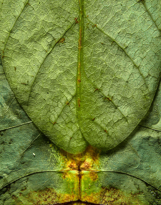 Phyllium Giganteum - Giant Walking Leaf - Abdomen 4 <figure class="photo"><a href="https://www.jungledragon.com/image/110255/phyllium_giganteum_-_giant_walking_leaf.html" title="Phyllium Giganteum - Giant Walking Leaf"><img src="https://s3.amazonaws.com/media.jungledragon.com/images/2/110255_thumb.jpg?AWSAccessKeyId=05GMT0V3GWVNE7GGM1R2&Expires=1767225610&Signature=vM5y0bKAOtgslXptlZSp%2F7EO2rg%3D" width="200" height="134" alt="Phyllium Giganteum - Giant Walking Leaf I got many more angles and closeups to share later, but here&#039;s a first body shot of a specimen of Phyllium Giganteum. <br />
<br />
The leafs are from our garden, not neccesarily the ones it is found on in the wild. Needless to say, the camouflage of this insect is extremely convincing, even more so if you consider it would typically be found in dense forests. <br />
<br />
Ironically, it feeds on leafs itself, and may sometimes get a bite out of itself by unsuspecting other leaf feeders. When it is under attack, intentionally or not, it generally plays dead. It doesn&#039;t have the speed to escape and stays within character until the very end.<br />
<br />
Having worked with this specimen for a day, I just can&#039;t get over how flat it is. Phyllium giganteum" /></a></figure><br />
<figure class="photo"><a href="https://www.jungledragon.com/image/110412/phyllium_giganteum_-_giant_walking_leaf_-_upper_body.html" title="Phyllium Giganteum - Giant Walking Leaf - Upper body"><img src="https://s3.amazonaws.com/media.jungledragon.com/images/2/110412_thumb.jpg?AWSAccessKeyId=05GMT0V3GWVNE7GGM1R2&Expires=1767225610&Signature=CKT%2BTwL06PXUup0Nxv59Qjz8Mwc%3D" width="200" height="138" alt="Phyllium Giganteum - Giant Walking Leaf - Upper body https://www.jungledragon.com/image/110255/phyllium_giganteum_-_giant_walking_leaf.html<br />
https://www.jungledragon.com/image/110412/phyllium_giganteum_-_giant_walking_leaf_-_upper_body.html<br />
https://www.jungledragon.com/image/110413/phyllium_giganteum_-_giant_walking_leaf_-_upper_body_2.html<br />
https://www.jungledragon.com/image/110414/phyllium_giganteum_-_giant_walking_leaf_-_abdomen.html<br />
https://www.jungledragon.com/image/110415/phyllium_giganteum_-_giant_walking_leaf_-_mug_shot.html<br />
https://www.jungledragon.com/image/110416/phyllium_giganteum_-_giant_walking_leaf_-_abdomen_2.html<br />
https://www.jungledragon.com/image/110417/phyllium_giganteum_-_giant_walking_leaf_-_abdomen_3.html<br />
https://www.jungledragon.com/image/110418/phyllium_giganteum_-_giant_walking_leaf_-_side_view.html<br />
https://www.jungledragon.com/image/110419/phyllium_giganteum_-_giant_walking_leaf_-_upper_body_2.html<br />
https://www.jungledragon.com/image/110420/phyllium_giganteum_-_giant_walking_leaf_-_abdomen_4.html<br />
https://www.jungledragon.com/image/110421/phyllium_giganteum_-_giant_walking_leaf_-_side_view_2.html Extreme Macro,Giant Leaf Insect,Phyllium giganteum" /></a></figure><br />
<figure class="photo"><a href="https://www.jungledragon.com/image/110413/phyllium_giganteum_-_giant_walking_leaf_-_upper_body_2.html" title="Phyllium Giganteum - Giant Walking Leaf - Upper body 2"><img src="https://s3.amazonaws.com/media.jungledragon.com/images/2/110413_thumb.jpg?AWSAccessKeyId=05GMT0V3GWVNE7GGM1R2&Expires=1767225610&Signature=81toeFcDHAUCQikAPaxe44rhvzg%3D" width="200" height="134" alt="Phyllium Giganteum - Giant Walking Leaf - Upper body 2 https://www.jungledragon.com/image/110255/phyllium_giganteum_-_giant_walking_leaf.html<br />
https://www.jungledragon.com/image/110412/phyllium_giganteum_-_giant_walking_leaf_-_upper_body.html<br />
https://www.jungledragon.com/image/110413/phyllium_giganteum_-_giant_walking_leaf_-_upper_body_2.html<br />
https://www.jungledragon.com/image/110414/phyllium_giganteum_-_giant_walking_leaf_-_abdomen.html<br />
https://www.jungledragon.com/image/110415/phyllium_giganteum_-_giant_walking_leaf_-_mug_shot.html<br />
https://www.jungledragon.com/image/110416/phyllium_giganteum_-_giant_walking_leaf_-_abdomen_2.html<br />
https://www.jungledragon.com/image/110417/phyllium_giganteum_-_giant_walking_leaf_-_abdomen_3.html<br />
https://www.jungledragon.com/image/110418/phyllium_giganteum_-_giant_walking_leaf_-_side_view.html<br />
https://www.jungledragon.com/image/110419/phyllium_giganteum_-_giant_walking_leaf_-_upper_body_2.html<br />
https://www.jungledragon.com/image/110420/phyllium_giganteum_-_giant_walking_leaf_-_abdomen_4.html<br />
https://www.jungledragon.com/image/110421/phyllium_giganteum_-_giant_walking_leaf_-_side_view_2.html Extreme Macro,Giant Leaf Insect,Phyllium giganteum" /></a></figure><br />
<figure class="photo"><a href="https://www.jungledragon.com/image/110414/phyllium_giganteum_-_giant_walking_leaf_-_abdomen.html" title="Phyllium Giganteum - Giant Walking Leaf - Abdomen"><img src="https://s3.amazonaws.com/media.jungledragon.com/images/2/110414_thumb.jpg?AWSAccessKeyId=05GMT0V3GWVNE7GGM1R2&Expires=1767225610&Signature=UMQTkq40IdMT4OWKfpWhvgBsz7A%3D" width="200" height="154" alt="Phyllium Giganteum - Giant Walking Leaf - Abdomen https://www.jungledragon.com/image/110255/phyllium_giganteum_-_giant_walking_leaf.html<br />
https://www.jungledragon.com/image/110412/phyllium_giganteum_-_giant_walking_leaf_-_upper_body.html<br />
https://www.jungledragon.com/image/110413/phyllium_giganteum_-_giant_walking_leaf_-_upper_body_2.html<br />
https://www.jungledragon.com/image/110414/phyllium_giganteum_-_giant_walking_leaf_-_abdomen.html<br />
https://www.jungledragon.com/image/110415/phyllium_giganteum_-_giant_walking_leaf_-_mug_shot.html<br />
https://www.jungledragon.com/image/110416/phyllium_giganteum_-_giant_walking_leaf_-_abdomen_2.html<br />
https://www.jungledragon.com/image/110417/phyllium_giganteum_-_giant_walking_leaf_-_abdomen_3.html<br />
https://www.jungledragon.com/image/110418/phyllium_giganteum_-_giant_walking_leaf_-_side_view.html<br />
https://www.jungledragon.com/image/110419/phyllium_giganteum_-_giant_walking_leaf_-_upper_body_2.html<br />
https://www.jungledragon.com/image/110420/phyllium_giganteum_-_giant_walking_leaf_-_abdomen_4.html<br />
https://www.jungledragon.com/image/110421/phyllium_giganteum_-_giant_walking_leaf_-_side_view_2.html Extreme Macro,Giant Leaf Insect,Phyllium giganteum" /></a></figure><br />
<figure class="photo"><a href="https://www.jungledragon.com/image/110415/phyllium_giganteum_-_giant_walking_leaf_-_mug_shot.html" title="Phyllium Giganteum - Giant Walking Leaf - Mug shot"><img src="https://s3.amazonaws.com/media.jungledragon.com/images/2/110415_thumb.jpg?AWSAccessKeyId=05GMT0V3GWVNE7GGM1R2&Expires=1767225610&Signature=APIcFOI2bKx%2FkVcybTghXmSEcKg%3D" width="200" height="142" alt="Phyllium Giganteum - Giant Walking Leaf - Mug shot https://www.jungledragon.com/image/110255/phyllium_giganteum_-_giant_walking_leaf.html<br />
https://www.jungledragon.com/image/110412/phyllium_giganteum_-_giant_walking_leaf_-_upper_body.html<br />
https://www.jungledragon.com/image/110413/phyllium_giganteum_-_giant_walking_leaf_-_upper_body_2.html<br />
https://www.jungledragon.com/image/110414/phyllium_giganteum_-_giant_walking_leaf_-_abdomen.html<br />
https://www.jungledragon.com/image/110415/phyllium_giganteum_-_giant_walking_leaf_-_mug_shot.html<br />
https://www.jungledragon.com/image/110416/phyllium_giganteum_-_giant_walking_leaf_-_abdomen_2.html<br />
https://www.jungledragon.com/image/110417/phyllium_giganteum_-_giant_walking_leaf_-_abdomen_3.html<br />
https://www.jungledragon.com/image/110418/phyllium_giganteum_-_giant_walking_leaf_-_side_view.html<br />
https://www.jungledragon.com/image/110419/phyllium_giganteum_-_giant_walking_leaf_-_upper_body_2.html<br />
https://www.jungledragon.com/image/110420/phyllium_giganteum_-_giant_walking_leaf_-_abdomen_4.html<br />
https://www.jungledragon.com/image/110421/phyllium_giganteum_-_giant_walking_leaf_-_side_view_2.html Extreme Macro,Extreme Macro Portraits,Giant Leaf Insect,Phyllium giganteum" /></a></figure><br />
<figure class="photo"><a href="https://www.jungledragon.com/image/110416/phyllium_giganteum_-_giant_walking_leaf_-_abdomen_2.html" title="Phyllium Giganteum - Giant Walking Leaf - Abdomen 2"><img src="https://s3.amazonaws.com/media.jungledragon.com/images/2/110416_thumb.jpg?AWSAccessKeyId=05GMT0V3GWVNE7GGM1R2&Expires=1767225610&Signature=TSBr6rbg5ALE7Tpm0TSUVqWg%2FyA%3D" width="200" height="134" alt="Phyllium Giganteum - Giant Walking Leaf - Abdomen 2 https://www.jungledragon.com/image/110255/phyllium_giganteum_-_giant_walking_leaf.html<br />
https://www.jungledragon.com/image/110412/phyllium_giganteum_-_giant_walking_leaf_-_upper_body.html<br />
https://www.jungledragon.com/image/110413/phyllium_giganteum_-_giant_walking_leaf_-_upper_body_2.html<br />
https://www.jungledragon.com/image/110414/phyllium_giganteum_-_giant_walking_leaf_-_abdomen.html<br />
https://www.jungledragon.com/image/110415/phyllium_giganteum_-_giant_walking_leaf_-_mug_shot.html<br />
https://www.jungledragon.com/image/110416/phyllium_giganteum_-_giant_walking_leaf_-_abdomen_2.html<br />
https://www.jungledragon.com/image/110417/phyllium_giganteum_-_giant_walking_leaf_-_abdomen_3.html<br />
https://www.jungledragon.com/image/110418/phyllium_giganteum_-_giant_walking_leaf_-_side_view.html<br />
https://www.jungledragon.com/image/110419/phyllium_giganteum_-_giant_walking_leaf_-_upper_body_2.html<br />
https://www.jungledragon.com/image/110420/phyllium_giganteum_-_giant_walking_leaf_-_abdomen_4.html<br />
https://www.jungledragon.com/image/110421/phyllium_giganteum_-_giant_walking_leaf_-_side_view_2.html Extreme Macro,Giant Leaf Insect,Phyllium giganteum" /></a></figure><br />
<figure class="photo"><a href="https://www.jungledragon.com/image/110417/phyllium_giganteum_-_giant_walking_leaf_-_abdomen_3.html" title="Phyllium Giganteum - Giant Walking Leaf - Abdomen 3"><img src="https://s3.amazonaws.com/media.jungledragon.com/images/2/110417_thumb.jpg?AWSAccessKeyId=05GMT0V3GWVNE7GGM1R2&Expires=1767225610&Signature=uJ0YmqxILUAzI9LWpgq6ikNdn%2Bg%3D" width="148" height="152" alt="Phyllium Giganteum - Giant Walking Leaf - Abdomen 3 https://www.jungledragon.com/image/110255/phyllium_giganteum_-_giant_walking_leaf.html<br />
https://www.jungledragon.com/image/110412/phyllium_giganteum_-_giant_walking_leaf_-_upper_body.html<br />
https://www.jungledragon.com/image/110413/phyllium_giganteum_-_giant_walking_leaf_-_upper_body_2.html<br />
https://www.jungledragon.com/image/110414/phyllium_giganteum_-_giant_walking_leaf_-_abdomen.html<br />
https://www.jungledragon.com/image/110415/phyllium_giganteum_-_giant_walking_leaf_-_mug_shot.html<br />
https://www.jungledragon.com/image/110416/phyllium_giganteum_-_giant_walking_leaf_-_abdomen_2.html<br />
https://www.jungledragon.com/image/110417/phyllium_giganteum_-_giant_walking_leaf_-_abdomen_3.html<br />
https://www.jungledragon.com/image/110418/phyllium_giganteum_-_giant_walking_leaf_-_side_view.html<br />
https://www.jungledragon.com/image/110419/phyllium_giganteum_-_giant_walking_leaf_-_upper_body_2.html<br />
https://www.jungledragon.com/image/110420/phyllium_giganteum_-_giant_walking_leaf_-_abdomen_4.html<br />
https://www.jungledragon.com/image/110421/phyllium_giganteum_-_giant_walking_leaf_-_side_view_2.html Extreme Macro,Giant Leaf Insect,Phyllium giganteum" /></a></figure><br />
<figure class="photo"><a href="https://www.jungledragon.com/image/110418/phyllium_giganteum_-_giant_walking_leaf_-_side_view.html" title="Phyllium Giganteum - Giant Walking Leaf - Side view"><img src="https://s3.amazonaws.com/media.jungledragon.com/images/2/110418_thumb.jpg?AWSAccessKeyId=05GMT0V3GWVNE7GGM1R2&Expires=1767225610&Signature=PI%2FWiIdryAXCrqp7ifwN2pCgz8U%3D" width="200" height="160" alt="Phyllium Giganteum - Giant Walking Leaf - Side view https://www.jungledragon.com/image/110255/phyllium_giganteum_-_giant_walking_leaf.html<br />
https://www.jungledragon.com/image/110412/phyllium_giganteum_-_giant_walking_leaf_-_upper_body.html<br />
https://www.jungledragon.com/image/110413/phyllium_giganteum_-_giant_walking_leaf_-_upper_body_2.html<br />
https://www.jungledragon.com/image/110414/phyllium_giganteum_-_giant_walking_leaf_-_abdomen.html<br />
https://www.jungledragon.com/image/110415/phyllium_giganteum_-_giant_walking_leaf_-_mug_shot.html<br />
https://www.jungledragon.com/image/110416/phyllium_giganteum_-_giant_walking_leaf_-_abdomen_2.html<br />
https://www.jungledragon.com/image/110417/phyllium_giganteum_-_giant_walking_leaf_-_abdomen_3.html<br />
https://www.jungledragon.com/image/110418/phyllium_giganteum_-_giant_walking_leaf_-_side_view.html<br />
https://www.jungledragon.com/image/110419/phyllium_giganteum_-_giant_walking_leaf_-_upper_body_2.html<br />
https://www.jungledragon.com/image/110420/phyllium_giganteum_-_giant_walking_leaf_-_abdomen_4.html<br />
https://www.jungledragon.com/image/110421/phyllium_giganteum_-_giant_walking_leaf_-_side_view_2.html Extreme Macro,Giant Leaf Insect,Phyllium giganteum" /></a></figure><br />
<figure class="photo"><a href="https://www.jungledragon.com/image/110419/phyllium_giganteum_-_giant_walking_leaf_-_upper_body_2.html" title="Phyllium Giganteum - Giant Walking Leaf - Upper body 2"><img src="https://s3.amazonaws.com/media.jungledragon.com/images/2/110419_thumb.jpg?AWSAccessKeyId=05GMT0V3GWVNE7GGM1R2&Expires=1767225610&Signature=BlD9na%2B5gg4nqPMFTtcnAd6UuYY%3D" width="102" height="152" alt="Phyllium Giganteum - Giant Walking Leaf - Upper body 2 https://www.jungledragon.com/image/110255/phyllium_giganteum_-_giant_walking_leaf.html<br />
https://www.jungledragon.com/image/110412/phyllium_giganteum_-_giant_walking_leaf_-_upper_body.html<br />
https://www.jungledragon.com/image/110413/phyllium_giganteum_-_giant_walking_leaf_-_upper_body_2.html<br />
https://www.jungledragon.com/image/110414/phyllium_giganteum_-_giant_walking_leaf_-_abdomen.html<br />
https://www.jungledragon.com/image/110415/phyllium_giganteum_-_giant_walking_leaf_-_mug_shot.html<br />
https://www.jungledragon.com/image/110416/phyllium_giganteum_-_giant_walking_leaf_-_abdomen_2.html<br />
https://www.jungledragon.com/image/110417/phyllium_giganteum_-_giant_walking_leaf_-_abdomen_3.html<br />
https://www.jungledragon.com/image/110418/phyllium_giganteum_-_giant_walking_leaf_-_side_view.html<br />
https://www.jungledragon.com/image/110419/phyllium_giganteum_-_giant_walking_leaf_-_upper_body_2.html<br />
https://www.jungledragon.com/image/110420/phyllium_giganteum_-_giant_walking_leaf_-_abdomen_4.html<br />
https://www.jungledragon.com/image/110421/phyllium_giganteum_-_giant_walking_leaf_-_side_view_2.html Extreme Macro,Giant Leaf Insect,Phyllium giganteum" /></a></figure><br />
<figure class="photo"><a href="https://www.jungledragon.com/image/110420/phyllium_giganteum_-_giant_walking_leaf_-_abdomen_4.html" title="Phyllium Giganteum - Giant Walking Leaf - Abdomen 4"><img src="https://s3.amazonaws.com/media.jungledragon.com/images/2/110420_thumb.jpg?AWSAccessKeyId=05GMT0V3GWVNE7GGM1R2&Expires=1767225610&Signature=lpJ3fLLP8kCswPi4zhz80%2Bg12IY%3D" width="120" height="152" alt="Phyllium Giganteum - Giant Walking Leaf - Abdomen 4 https://www.jungledragon.com/image/110255/phyllium_giganteum_-_giant_walking_leaf.html<br />
https://www.jungledragon.com/image/110412/phyllium_giganteum_-_giant_walking_leaf_-_upper_body.html<br />
https://www.jungledragon.com/image/110413/phyllium_giganteum_-_giant_walking_leaf_-_upper_body_2.html<br />
https://www.jungledragon.com/image/110414/phyllium_giganteum_-_giant_walking_leaf_-_abdomen.html<br />
https://www.jungledragon.com/image/110415/phyllium_giganteum_-_giant_walking_leaf_-_mug_shot.html<br />
https://www.jungledragon.com/image/110416/phyllium_giganteum_-_giant_walking_leaf_-_abdomen_2.html<br />
https://www.jungledragon.com/image/110417/phyllium_giganteum_-_giant_walking_leaf_-_abdomen_3.html<br />
https://www.jungledragon.com/image/110418/phyllium_giganteum_-_giant_walking_leaf_-_side_view.html<br />
https://www.jungledragon.com/image/110419/phyllium_giganteum_-_giant_walking_leaf_-_upper_body_2.html<br />
https://www.jungledragon.com/image/110420/phyllium_giganteum_-_giant_walking_leaf_-_abdomen_4.html<br />
https://www.jungledragon.com/image/110421/phyllium_giganteum_-_giant_walking_leaf_-_side_view_2.html Extreme Macro,Giant Leaf Insect,Phyllium giganteum" /></a></figure><br />
<figure class="photo"><a href="https://www.jungledragon.com/image/110421/phyllium_giganteum_-_giant_walking_leaf_-_side_view_2.html" title="Phyllium Giganteum - Giant Walking Leaf - Side view 2"><img src="https://s3.amazonaws.com/media.jungledragon.com/images/2/110421_thumb.jpg?AWSAccessKeyId=05GMT0V3GWVNE7GGM1R2&Expires=1767225610&Signature=9dsGH0tlx8jZU3aZIR5qJkz4M6Q%3D" width="200" height="134" alt="Phyllium Giganteum - Giant Walking Leaf - Side view 2 https://www.jungledragon.com/image/110255/phyllium_giganteum_-_giant_walking_leaf.html<br />
https://www.jungledragon.com/image/110412/phyllium_giganteum_-_giant_walking_leaf_-_upper_body.html<br />
https://www.jungledragon.com/image/110413/phyllium_giganteum_-_giant_walking_leaf_-_upper_body_2.html<br />
https://www.jungledragon.com/image/110414/phyllium_giganteum_-_giant_walking_leaf_-_abdomen.html<br />
https://www.jungledragon.com/image/110415/phyllium_giganteum_-_giant_walking_leaf_-_mug_shot.html<br />
https://www.jungledragon.com/image/110416/phyllium_giganteum_-_giant_walking_leaf_-_abdomen_2.html<br />
https://www.jungledragon.com/image/110417/phyllium_giganteum_-_giant_walking_leaf_-_abdomen_3.html<br />
https://www.jungledragon.com/image/110418/phyllium_giganteum_-_giant_walking_leaf_-_side_view.html<br />
https://www.jungledragon.com/image/110419/phyllium_giganteum_-_giant_walking_leaf_-_upper_body_2.html<br />
https://www.jungledragon.com/image/110420/phyllium_giganteum_-_giant_walking_leaf_-_abdomen_4.html<br />
https://www.jungledragon.com/image/110421/phyllium_giganteum_-_giant_walking_leaf_-_side_view_2.html Extreme Macro,Giant Leaf Insect,Phyllium giganteum" /></a></figure> Extreme Macro,Giant Leaf Insect,Phyllium giganteum