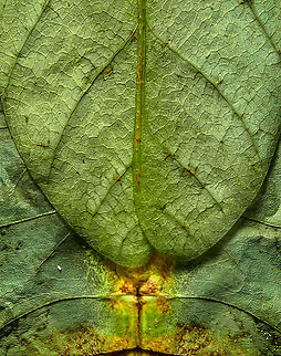 Phyllium Giganteum - Giant Walking Leaf - Abdomen 4 https://www.jungledragon.com/image/110255/phyllium_giganteum_-_giant_walking_leaf.html
https://www.jungledragon.com/image/110412/phyllium_giganteum_-_giant_walking_leaf_-_upper_body.html
https://www.jungledragon.com/image/110413/phyllium_giganteum_-_giant_walking_leaf_-_upper_body_2.html
https://www.jungledragon.com/image/110414/phyllium_giganteum_-_giant_walking_leaf_-_abdomen.html
https://www.jungledragon.com/image/110415/phyllium_giganteum_-_giant_walking_leaf_-_mug_shot.html
https://www.jungledragon.com/image/110416/phyllium_giganteum_-_giant_walking_leaf_-_abdomen_2.html
https://www.jungledragon.com/image/110417/phyllium_giganteum_-_giant_walking_leaf_-_abdomen_3.html
https://www.jungledragon.com/image/110418/phyllium_giganteum_-_giant_walking_leaf_-_side_view.html
https://www.jungledragon.com/image/110419/phyllium_giganteum_-_giant_walking_leaf_-_upper_body_2.html
https://www.jungledragon.com/image/110420/phyllium_giganteum_-_giant_walking_leaf_-_abdomen_4.html
https://www.jungledragon.com/image/110421/phyllium_giganteum_-_giant_walking_leaf_-_side_view_2.html Extreme Macro,Giant Leaf Insect,Phyllium giganteum