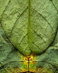 Phyllium Giganteum - Giant Walking Leaf - Abdomen 4 https://www.jungledragon.com/image/110255/phyllium_giganteum_-_giant_walking_leaf.html<br />
https://www.jungledragon.com/image/110412/phyllium_giganteum_-_giant_walking_leaf_-_upper_body.html<br />
https://www.jungledragon.com/image/110413/phyllium_giganteum_-_giant_walking_leaf_-_upper_body_2.html<br />
https://www.jungledragon.com/image/110414/phyllium_giganteum_-_giant_walking_leaf_-_abdomen.html<br />
https://www.jungledragon.com/image/110415/phyllium_giganteum_-_giant_walking_leaf_-_mug_shot.html<br />
https://www.jungledragon.com/image/110416/phyllium_giganteum_-_giant_walking_leaf_-_abdomen_2.html<br />
https://www.jungledragon.com/image/110417/phyllium_giganteum_-_giant_walking_leaf_-_abdomen_3.html<br />
https://www.jungledragon.com/image/110418/phyllium_giganteum_-_giant_walking_leaf_-_side_view.html<br />
https://www.jungledragon.com/image/110419/phyllium_giganteum_-_giant_walking_leaf_-_upper_body_2.html<br />
https://www.jungledragon.com/image/110420/phyllium_giganteum_-_giant_walking_leaf_-_abdomen_4.html<br />
https://www.jungledragon.com/image/110421/phyllium_giganteum_-_giant_walking_leaf_-_side_view_2.html Extreme Macro,Giant Leaf Insect,Phyllium giganteum