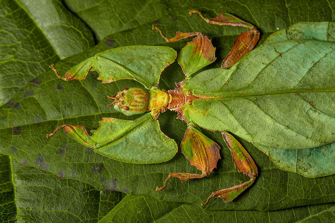 Phyllium Giganteum - Giant Walking Leaf - Side view 2 <figure class="photo"><a href="https://www.jungledragon.com/image/110255/phyllium_giganteum_-_giant_walking_leaf.html" title="Phyllium Giganteum - Giant Walking Leaf"><img src="https://s3.amazonaws.com/media.jungledragon.com/images/2/110255_thumb.jpg?AWSAccessKeyId=05GMT0V3GWVNE7GGM1R2&Expires=1759968010&Signature=XIJq1Kq07YJMDprmscrsRZAfJFU%3D" width="200" height="134" alt="Phyllium Giganteum - Giant Walking Leaf I got many more angles and closeups to share later, but here&#039;s a first body shot of a specimen of Phyllium Giganteum. <br />
<br />
The leafs are from our garden, not neccesarily the ones it is found on in the wild. Needless to say, the camouflage of this insect is extremely convincing, even more so if you consider it would typically be found in dense forests. <br />
<br />
Ironically, it feeds on leafs itself, and may sometimes get a bite out of itself by unsuspecting other leaf feeders. When it is under attack, intentionally or not, it generally plays dead. It doesn&#039;t have the speed to escape and stays within character until the very end.<br />
<br />
Having worked with this specimen for a day, I just can&#039;t get over how flat it is. Phyllium giganteum" /></a></figure><br />
<figure class="photo"><a href="https://www.jungledragon.com/image/110412/phyllium_giganteum_-_giant_walking_leaf_-_upper_body.html" title="Phyllium Giganteum - Giant Walking Leaf - Upper body"><img src="https://s3.amazonaws.com/media.jungledragon.com/images/2/110412_thumb.jpg?AWSAccessKeyId=05GMT0V3GWVNE7GGM1R2&Expires=1759968010&Signature=6cLs56AaV5crs1Dph%2FY201CKHU0%3D" width="200" height="138" alt="Phyllium Giganteum - Giant Walking Leaf - Upper body https://www.jungledragon.com/image/110255/phyllium_giganteum_-_giant_walking_leaf.html<br />
https://www.jungledragon.com/image/110412/phyllium_giganteum_-_giant_walking_leaf_-_upper_body.html<br />
https://www.jungledragon.com/image/110413/phyllium_giganteum_-_giant_walking_leaf_-_upper_body_2.html<br />
https://www.jungledragon.com/image/110414/phyllium_giganteum_-_giant_walking_leaf_-_abdomen.html<br />
https://www.jungledragon.com/image/110415/phyllium_giganteum_-_giant_walking_leaf_-_mug_shot.html<br />
https://www.jungledragon.com/image/110416/phyllium_giganteum_-_giant_walking_leaf_-_abdomen_2.html<br />
https://www.jungledragon.com/image/110417/phyllium_giganteum_-_giant_walking_leaf_-_abdomen_3.html<br />
https://www.jungledragon.com/image/110418/phyllium_giganteum_-_giant_walking_leaf_-_side_view.html<br />
https://www.jungledragon.com/image/110419/phyllium_giganteum_-_giant_walking_leaf_-_upper_body_2.html<br />
https://www.jungledragon.com/image/110420/phyllium_giganteum_-_giant_walking_leaf_-_abdomen_4.html<br />
https://www.jungledragon.com/image/110421/phyllium_giganteum_-_giant_walking_leaf_-_side_view_2.html Extreme Macro,Giant Leaf Insect,Phyllium giganteum" /></a></figure><br />
<figure class="photo"><a href="https://www.jungledragon.com/image/110413/phyllium_giganteum_-_giant_walking_leaf_-_upper_body_2.html" title="Phyllium Giganteum - Giant Walking Leaf - Upper body 2"><img src="https://s3.amazonaws.com/media.jungledragon.com/images/2/110413_thumb.jpg?AWSAccessKeyId=05GMT0V3GWVNE7GGM1R2&Expires=1759968010&Signature=giarEu549HJkILZLwECT7u5fLlc%3D" width="200" height="134" alt="Phyllium Giganteum - Giant Walking Leaf - Upper body 2 https://www.jungledragon.com/image/110255/phyllium_giganteum_-_giant_walking_leaf.html<br />
https://www.jungledragon.com/image/110412/phyllium_giganteum_-_giant_walking_leaf_-_upper_body.html<br />
https://www.jungledragon.com/image/110413/phyllium_giganteum_-_giant_walking_leaf_-_upper_body_2.html<br />
https://www.jungledragon.com/image/110414/phyllium_giganteum_-_giant_walking_leaf_-_abdomen.html<br />
https://www.jungledragon.com/image/110415/phyllium_giganteum_-_giant_walking_leaf_-_mug_shot.html<br />
https://www.jungledragon.com/image/110416/phyllium_giganteum_-_giant_walking_leaf_-_abdomen_2.html<br />
https://www.jungledragon.com/image/110417/phyllium_giganteum_-_giant_walking_leaf_-_abdomen_3.html<br />
https://www.jungledragon.com/image/110418/phyllium_giganteum_-_giant_walking_leaf_-_side_view.html<br />
https://www.jungledragon.com/image/110419/phyllium_giganteum_-_giant_walking_leaf_-_upper_body_2.html<br />
https://www.jungledragon.com/image/110420/phyllium_giganteum_-_giant_walking_leaf_-_abdomen_4.html<br />
https://www.jungledragon.com/image/110421/phyllium_giganteum_-_giant_walking_leaf_-_side_view_2.html Extreme Macro,Giant Leaf Insect,Phyllium giganteum" /></a></figure><br />
<figure class="photo"><a href="https://www.jungledragon.com/image/110414/phyllium_giganteum_-_giant_walking_leaf_-_abdomen.html" title="Phyllium Giganteum - Giant Walking Leaf - Abdomen"><img src="https://s3.amazonaws.com/media.jungledragon.com/images/2/110414_thumb.jpg?AWSAccessKeyId=05GMT0V3GWVNE7GGM1R2&Expires=1759968010&Signature=9GxbbFyvf01%2B9fx9IWsan17qpio%3D" width="200" height="154" alt="Phyllium Giganteum - Giant Walking Leaf - Abdomen https://www.jungledragon.com/image/110255/phyllium_giganteum_-_giant_walking_leaf.html<br />
https://www.jungledragon.com/image/110412/phyllium_giganteum_-_giant_walking_leaf_-_upper_body.html<br />
https://www.jungledragon.com/image/110413/phyllium_giganteum_-_giant_walking_leaf_-_upper_body_2.html<br />
https://www.jungledragon.com/image/110414/phyllium_giganteum_-_giant_walking_leaf_-_abdomen.html<br />
https://www.jungledragon.com/image/110415/phyllium_giganteum_-_giant_walking_leaf_-_mug_shot.html<br />
https://www.jungledragon.com/image/110416/phyllium_giganteum_-_giant_walking_leaf_-_abdomen_2.html<br />
https://www.jungledragon.com/image/110417/phyllium_giganteum_-_giant_walking_leaf_-_abdomen_3.html<br />
https://www.jungledragon.com/image/110418/phyllium_giganteum_-_giant_walking_leaf_-_side_view.html<br />
https://www.jungledragon.com/image/110419/phyllium_giganteum_-_giant_walking_leaf_-_upper_body_2.html<br />
https://www.jungledragon.com/image/110420/phyllium_giganteum_-_giant_walking_leaf_-_abdomen_4.html<br />
https://www.jungledragon.com/image/110421/phyllium_giganteum_-_giant_walking_leaf_-_side_view_2.html Extreme Macro,Giant Leaf Insect,Phyllium giganteum" /></a></figure><br />
<figure class="photo"><a href="https://www.jungledragon.com/image/110415/phyllium_giganteum_-_giant_walking_leaf_-_mug_shot.html" title="Phyllium Giganteum - Giant Walking Leaf - Mug shot"><img src="https://s3.amazonaws.com/media.jungledragon.com/images/2/110415_thumb.jpg?AWSAccessKeyId=05GMT0V3GWVNE7GGM1R2&Expires=1759968010&Signature=GNWdcW%2FThVLXZN5%2BGy2c5M17E8Q%3D" width="200" height="142" alt="Phyllium Giganteum - Giant Walking Leaf - Mug shot https://www.jungledragon.com/image/110255/phyllium_giganteum_-_giant_walking_leaf.html<br />
https://www.jungledragon.com/image/110412/phyllium_giganteum_-_giant_walking_leaf_-_upper_body.html<br />
https://www.jungledragon.com/image/110413/phyllium_giganteum_-_giant_walking_leaf_-_upper_body_2.html<br />
https://www.jungledragon.com/image/110414/phyllium_giganteum_-_giant_walking_leaf_-_abdomen.html<br />
https://www.jungledragon.com/image/110415/phyllium_giganteum_-_giant_walking_leaf_-_mug_shot.html<br />
https://www.jungledragon.com/image/110416/phyllium_giganteum_-_giant_walking_leaf_-_abdomen_2.html<br />
https://www.jungledragon.com/image/110417/phyllium_giganteum_-_giant_walking_leaf_-_abdomen_3.html<br />
https://www.jungledragon.com/image/110418/phyllium_giganteum_-_giant_walking_leaf_-_side_view.html<br />
https://www.jungledragon.com/image/110419/phyllium_giganteum_-_giant_walking_leaf_-_upper_body_2.html<br />
https://www.jungledragon.com/image/110420/phyllium_giganteum_-_giant_walking_leaf_-_abdomen_4.html<br />
https://www.jungledragon.com/image/110421/phyllium_giganteum_-_giant_walking_leaf_-_side_view_2.html Extreme Macro,Extreme Macro Portraits,Giant Leaf Insect,Phyllium giganteum" /></a></figure><br />
<figure class="photo"><a href="https://www.jungledragon.com/image/110416/phyllium_giganteum_-_giant_walking_leaf_-_abdomen_2.html" title="Phyllium Giganteum - Giant Walking Leaf - Abdomen 2"><img src="https://s3.amazonaws.com/media.jungledragon.com/images/2/110416_thumb.jpg?AWSAccessKeyId=05GMT0V3GWVNE7GGM1R2&Expires=1759968010&Signature=A896orqtBRQoI1v6INHObgZ42WQ%3D" width="200" height="134" alt="Phyllium Giganteum - Giant Walking Leaf - Abdomen 2 https://www.jungledragon.com/image/110255/phyllium_giganteum_-_giant_walking_leaf.html<br />
https://www.jungledragon.com/image/110412/phyllium_giganteum_-_giant_walking_leaf_-_upper_body.html<br />
https://www.jungledragon.com/image/110413/phyllium_giganteum_-_giant_walking_leaf_-_upper_body_2.html<br />
https://www.jungledragon.com/image/110414/phyllium_giganteum_-_giant_walking_leaf_-_abdomen.html<br />
https://www.jungledragon.com/image/110415/phyllium_giganteum_-_giant_walking_leaf_-_mug_shot.html<br />
https://www.jungledragon.com/image/110416/phyllium_giganteum_-_giant_walking_leaf_-_abdomen_2.html<br />
https://www.jungledragon.com/image/110417/phyllium_giganteum_-_giant_walking_leaf_-_abdomen_3.html<br />
https://www.jungledragon.com/image/110418/phyllium_giganteum_-_giant_walking_leaf_-_side_view.html<br />
https://www.jungledragon.com/image/110419/phyllium_giganteum_-_giant_walking_leaf_-_upper_body_2.html<br />
https://www.jungledragon.com/image/110420/phyllium_giganteum_-_giant_walking_leaf_-_abdomen_4.html<br />
https://www.jungledragon.com/image/110421/phyllium_giganteum_-_giant_walking_leaf_-_side_view_2.html Extreme Macro,Giant Leaf Insect,Phyllium giganteum" /></a></figure><br />
<figure class="photo"><a href="https://www.jungledragon.com/image/110417/phyllium_giganteum_-_giant_walking_leaf_-_abdomen_3.html" title="Phyllium Giganteum - Giant Walking Leaf - Abdomen 3"><img src="https://s3.amazonaws.com/media.jungledragon.com/images/2/110417_thumb.jpg?AWSAccessKeyId=05GMT0V3GWVNE7GGM1R2&Expires=1759968010&Signature=SM7yELXyOfHyHuozadAhZSxYDCc%3D" width="148" height="152" alt="Phyllium Giganteum - Giant Walking Leaf - Abdomen 3 https://www.jungledragon.com/image/110255/phyllium_giganteum_-_giant_walking_leaf.html<br />
https://www.jungledragon.com/image/110412/phyllium_giganteum_-_giant_walking_leaf_-_upper_body.html<br />
https://www.jungledragon.com/image/110413/phyllium_giganteum_-_giant_walking_leaf_-_upper_body_2.html<br />
https://www.jungledragon.com/image/110414/phyllium_giganteum_-_giant_walking_leaf_-_abdomen.html<br />
https://www.jungledragon.com/image/110415/phyllium_giganteum_-_giant_walking_leaf_-_mug_shot.html<br />
https://www.jungledragon.com/image/110416/phyllium_giganteum_-_giant_walking_leaf_-_abdomen_2.html<br />
https://www.jungledragon.com/image/110417/phyllium_giganteum_-_giant_walking_leaf_-_abdomen_3.html<br />
https://www.jungledragon.com/image/110418/phyllium_giganteum_-_giant_walking_leaf_-_side_view.html<br />
https://www.jungledragon.com/image/110419/phyllium_giganteum_-_giant_walking_leaf_-_upper_body_2.html<br />
https://www.jungledragon.com/image/110420/phyllium_giganteum_-_giant_walking_leaf_-_abdomen_4.html<br />
https://www.jungledragon.com/image/110421/phyllium_giganteum_-_giant_walking_leaf_-_side_view_2.html Extreme Macro,Giant Leaf Insect,Phyllium giganteum" /></a></figure><br />
<figure class="photo"><a href="https://www.jungledragon.com/image/110418/phyllium_giganteum_-_giant_walking_leaf_-_side_view.html" title="Phyllium Giganteum - Giant Walking Leaf - Side view"><img src="https://s3.amazonaws.com/media.jungledragon.com/images/2/110418_thumb.jpg?AWSAccessKeyId=05GMT0V3GWVNE7GGM1R2&Expires=1759968010&Signature=58bC5uYrRjh%2F30zzpMX3NTHGGXI%3D" width="200" height="160" alt="Phyllium Giganteum - Giant Walking Leaf - Side view https://www.jungledragon.com/image/110255/phyllium_giganteum_-_giant_walking_leaf.html<br />
https://www.jungledragon.com/image/110412/phyllium_giganteum_-_giant_walking_leaf_-_upper_body.html<br />
https://www.jungledragon.com/image/110413/phyllium_giganteum_-_giant_walking_leaf_-_upper_body_2.html<br />
https://www.jungledragon.com/image/110414/phyllium_giganteum_-_giant_walking_leaf_-_abdomen.html<br />
https://www.jungledragon.com/image/110415/phyllium_giganteum_-_giant_walking_leaf_-_mug_shot.html<br />
https://www.jungledragon.com/image/110416/phyllium_giganteum_-_giant_walking_leaf_-_abdomen_2.html<br />
https://www.jungledragon.com/image/110417/phyllium_giganteum_-_giant_walking_leaf_-_abdomen_3.html<br />
https://www.jungledragon.com/image/110418/phyllium_giganteum_-_giant_walking_leaf_-_side_view.html<br />
https://www.jungledragon.com/image/110419/phyllium_giganteum_-_giant_walking_leaf_-_upper_body_2.html<br />
https://www.jungledragon.com/image/110420/phyllium_giganteum_-_giant_walking_leaf_-_abdomen_4.html<br />
https://www.jungledragon.com/image/110421/phyllium_giganteum_-_giant_walking_leaf_-_side_view_2.html Extreme Macro,Giant Leaf Insect,Phyllium giganteum" /></a></figure><br />
<figure class="photo"><a href="https://www.jungledragon.com/image/110419/phyllium_giganteum_-_giant_walking_leaf_-_upper_body_2.html" title="Phyllium Giganteum - Giant Walking Leaf - Upper body 2"><img src="https://s3.amazonaws.com/media.jungledragon.com/images/2/110419_thumb.jpg?AWSAccessKeyId=05GMT0V3GWVNE7GGM1R2&Expires=1759968010&Signature=iL1Qb%2BvOIyqdQmyExBqttUz%2FSFk%3D" width="102" height="152" alt="Phyllium Giganteum - Giant Walking Leaf - Upper body 2 https://www.jungledragon.com/image/110255/phyllium_giganteum_-_giant_walking_leaf.html<br />
https://www.jungledragon.com/image/110412/phyllium_giganteum_-_giant_walking_leaf_-_upper_body.html<br />
https://www.jungledragon.com/image/110413/phyllium_giganteum_-_giant_walking_leaf_-_upper_body_2.html<br />
https://www.jungledragon.com/image/110414/phyllium_giganteum_-_giant_walking_leaf_-_abdomen.html<br />
https://www.jungledragon.com/image/110415/phyllium_giganteum_-_giant_walking_leaf_-_mug_shot.html<br />
https://www.jungledragon.com/image/110416/phyllium_giganteum_-_giant_walking_leaf_-_abdomen_2.html<br />
https://www.jungledragon.com/image/110417/phyllium_giganteum_-_giant_walking_leaf_-_abdomen_3.html<br />
https://www.jungledragon.com/image/110418/phyllium_giganteum_-_giant_walking_leaf_-_side_view.html<br />
https://www.jungledragon.com/image/110419/phyllium_giganteum_-_giant_walking_leaf_-_upper_body_2.html<br />
https://www.jungledragon.com/image/110420/phyllium_giganteum_-_giant_walking_leaf_-_abdomen_4.html<br />
https://www.jungledragon.com/image/110421/phyllium_giganteum_-_giant_walking_leaf_-_side_view_2.html Extreme Macro,Giant Leaf Insect,Phyllium giganteum" /></a></figure><br />
<figure class="photo"><a href="https://www.jungledragon.com/image/110420/phyllium_giganteum_-_giant_walking_leaf_-_abdomen_4.html" title="Phyllium Giganteum - Giant Walking Leaf - Abdomen 4"><img src="https://s3.amazonaws.com/media.jungledragon.com/images/2/110420_thumb.jpg?AWSAccessKeyId=05GMT0V3GWVNE7GGM1R2&Expires=1759968010&Signature=cq6ZisvEYR7MM6li8iU2Yv53sCE%3D" width="120" height="152" alt="Phyllium Giganteum - Giant Walking Leaf - Abdomen 4 https://www.jungledragon.com/image/110255/phyllium_giganteum_-_giant_walking_leaf.html<br />
https://www.jungledragon.com/image/110412/phyllium_giganteum_-_giant_walking_leaf_-_upper_body.html<br />
https://www.jungledragon.com/image/110413/phyllium_giganteum_-_giant_walking_leaf_-_upper_body_2.html<br />
https://www.jungledragon.com/image/110414/phyllium_giganteum_-_giant_walking_leaf_-_abdomen.html<br />
https://www.jungledragon.com/image/110415/phyllium_giganteum_-_giant_walking_leaf_-_mug_shot.html<br />
https://www.jungledragon.com/image/110416/phyllium_giganteum_-_giant_walking_leaf_-_abdomen_2.html<br />
https://www.jungledragon.com/image/110417/phyllium_giganteum_-_giant_walking_leaf_-_abdomen_3.html<br />
https://www.jungledragon.com/image/110418/phyllium_giganteum_-_giant_walking_leaf_-_side_view.html<br />
https://www.jungledragon.com/image/110419/phyllium_giganteum_-_giant_walking_leaf_-_upper_body_2.html<br />
https://www.jungledragon.com/image/110420/phyllium_giganteum_-_giant_walking_leaf_-_abdomen_4.html<br />
https://www.jungledragon.com/image/110421/phyllium_giganteum_-_giant_walking_leaf_-_side_view_2.html Extreme Macro,Giant Leaf Insect,Phyllium giganteum" /></a></figure><br />
<figure class="photo"><a href="https://www.jungledragon.com/image/110421/phyllium_giganteum_-_giant_walking_leaf_-_side_view_2.html" title="Phyllium Giganteum - Giant Walking Leaf - Side view 2"><img src="https://s3.amazonaws.com/media.jungledragon.com/images/2/110421_thumb.jpg?AWSAccessKeyId=05GMT0V3GWVNE7GGM1R2&Expires=1759968010&Signature=1u0%2BkxAkfO%2FSzPUI30oACp0ZEv4%3D" width="200" height="134" alt="Phyllium Giganteum - Giant Walking Leaf - Side view 2 https://www.jungledragon.com/image/110255/phyllium_giganteum_-_giant_walking_leaf.html<br />
https://www.jungledragon.com/image/110412/phyllium_giganteum_-_giant_walking_leaf_-_upper_body.html<br />
https://www.jungledragon.com/image/110413/phyllium_giganteum_-_giant_walking_leaf_-_upper_body_2.html<br />
https://www.jungledragon.com/image/110414/phyllium_giganteum_-_giant_walking_leaf_-_abdomen.html<br />
https://www.jungledragon.com/image/110415/phyllium_giganteum_-_giant_walking_leaf_-_mug_shot.html<br />
https://www.jungledragon.com/image/110416/phyllium_giganteum_-_giant_walking_leaf_-_abdomen_2.html<br />
https://www.jungledragon.com/image/110417/phyllium_giganteum_-_giant_walking_leaf_-_abdomen_3.html<br />
https://www.jungledragon.com/image/110418/phyllium_giganteum_-_giant_walking_leaf_-_side_view.html<br />
https://www.jungledragon.com/image/110419/phyllium_giganteum_-_giant_walking_leaf_-_upper_body_2.html<br />
https://www.jungledragon.com/image/110420/phyllium_giganteum_-_giant_walking_leaf_-_abdomen_4.html<br />
https://www.jungledragon.com/image/110421/phyllium_giganteum_-_giant_walking_leaf_-_side_view_2.html Extreme Macro,Giant Leaf Insect,Phyllium giganteum" /></a></figure> Extreme Macro,Giant Leaf Insect,Phyllium giganteum