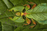 Phyllium Giganteum - Giant Walking Leaf - Side view 2 https://www.jungledragon.com/image/110255/phyllium_giganteum_-_giant_walking_leaf.html<br />
https://www.jungledragon.com/image/110412/phyllium_giganteum_-_giant_walking_leaf_-_upper_body.html<br />
https://www.jungledragon.com/image/110413/phyllium_giganteum_-_giant_walking_leaf_-_upper_body_2.html<br />
https://www.jungledragon.com/image/110414/phyllium_giganteum_-_giant_walking_leaf_-_abdomen.html<br />
https://www.jungledragon.com/image/110415/phyllium_giganteum_-_giant_walking_leaf_-_mug_shot.html<br />
https://www.jungledragon.com/image/110416/phyllium_giganteum_-_giant_walking_leaf_-_abdomen_2.html<br />
https://www.jungledragon.com/image/110417/phyllium_giganteum_-_giant_walking_leaf_-_abdomen_3.html<br />
https://www.jungledragon.com/image/110418/phyllium_giganteum_-_giant_walking_leaf_-_side_view.html<br />
https://www.jungledragon.com/image/110419/phyllium_giganteum_-_giant_walking_leaf_-_upper_body_2.html<br />
https://www.jungledragon.com/image/110420/phyllium_giganteum_-_giant_walking_leaf_-_abdomen_4.html<br />
https://www.jungledragon.com/image/110421/phyllium_giganteum_-_giant_walking_leaf_-_side_view_2.html Extreme Macro,Giant Leaf Insect,Phyllium giganteum