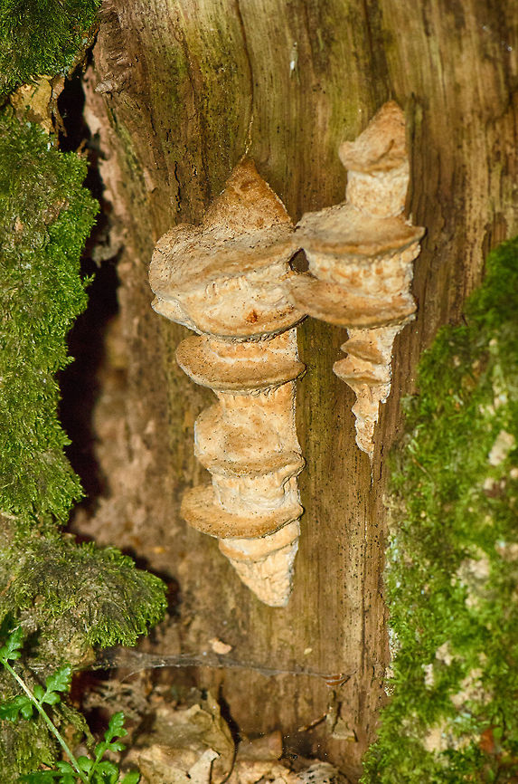 Daedalea quercina at Heeswijk forest, Netherlands I crawled the entire dutch fungi app that I use, but am still unable to find a close match. Daedalea quercina,Fungi,Geotagged,Heeswijk,Macro,Oak mazegill,The Netherlands