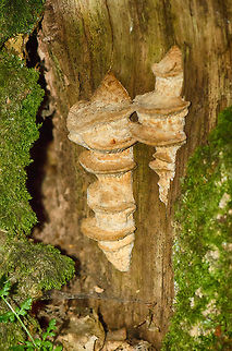 Daedalea quercina at Heeswijk forest, Netherlands I crawled the entire dutch fungi app that I use, but am still unable to find a close match. Daedalea quercina,Fungi,Geotagged,Heeswijk,Macro,Oak mazegill,The Netherlands