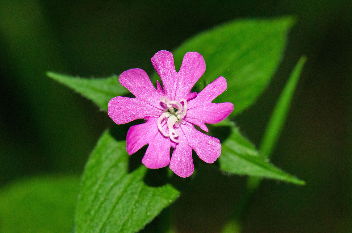 Red Campion flower in Heeswijk forest Found at the edge of a path in the forest. It has five leafs organized in a star shape, where each leaf seems split in two. Geotagged,Heeswijk,Macro,Red Campion,Silene dioica,The Netherlands