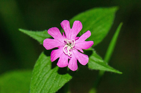 Red Campion flower in Heeswijk forest Found at the edge of a path in the forest. It has five leafs organized in a star shape, where each leaf seems split in two. Geotagged,Heeswijk,Macro,Red Campion,Silene dioica,The Netherlands