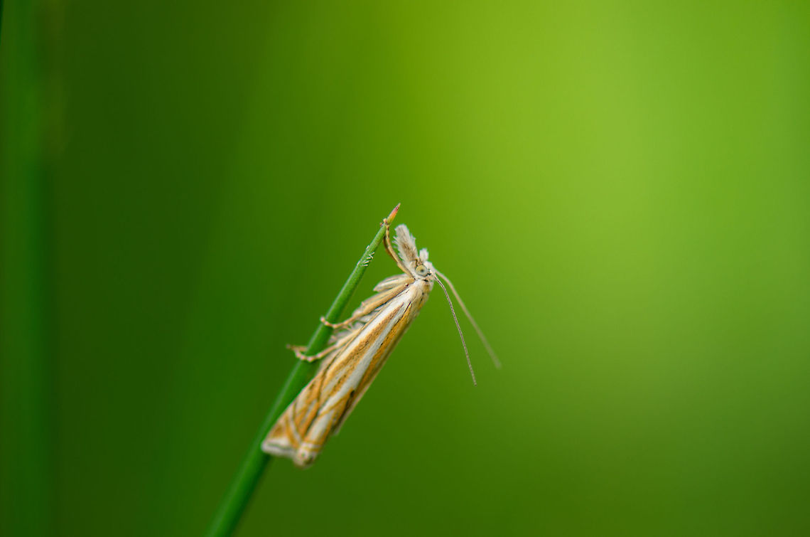 Grass moth (Crambus lathoniellus) resting on tip of grass Captured on an evening walk in my home town yesterday. There were many of these around, each step I made triggered a few dozen of them to move, so they were easy to find too.  Crambus lathoniellus,Heesch,Macro