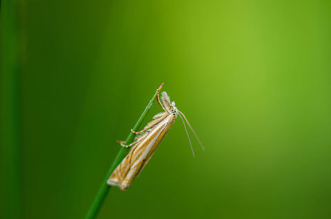 Grass moth (Crambus lathoniellus) resting on tip of grass Captured on an evening walk in my home town yesterday. There were many of these around, each step I made triggered a few dozen of them to move, so they were easy to find too. Crambus lathoniellus,Heesch,Macro