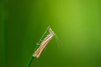 Grass moth (Crambus lathoniellus) resting on tip of grass Captured on an evening walk in my home town yesterday. There were many of these around, each step I made triggered a few dozen of them to move, so they were easy to find too.  Crambus lathoniellus,Heesch,Macro
