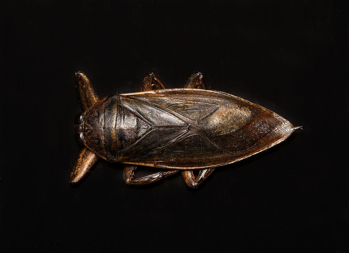 Madagascan Giant Water Bug - body shot Specimen. Even when dead I was intimidated by it and glad to have this one out of the way. At 8cm, it&#039;s a massive insect. Species in this genus are known to be some of the largest True Bugs (hemiptera) in the world. They&#039;ve earned the nickname &quot;Toe biter&quot; for their extremely painful sting.<br />
<br />
Besides overall size being impressive, another noteworthy feature are their massively thick legs. It seems an extremely strong insect, a fast swimmer but also one able to latch on and hold onto large struggling prey such as snails, frogs, tadpoles and small fish. Its front legs are raptorial, whilst the hind legs are optimized for floating as well as swimming. They can even fan out extra hair to get more grip on the water when chasing prey.<br />
<br />
Once within its grip, the bug will pierce the prey with a needle-like rostrum and inject toxic enzymes.<br />
<br />
They can even fly, which is usually done at night, where they often get disoriented by light.<br />
<figure class="photo"><a href="https://www.jungledragon.com/image/110564/madagascan_giant_water_bug_-_frontal.html" title="Madagascan Giant Water Bug - frontal"><img src="https://s3.amazonaws.com/media.jungledragon.com/images/2/110564_thumb.jpg?AWSAccessKeyId=05GMT0V3GWVNE7GGM1R2&Expires=1769040010&Signature=mO6TRjumvo41xcicmz418x2GxMo%3D" width="200" height="114" alt="Madagascan Giant Water Bug - frontal Look at those raptorial front legs!<br />
<br />
...<br />
<br />
Specimen. Even when dead I was intimidated by it and glad to have this one out of the way. At 8cm, it&#039;s a massive insect. Species in this genus are known to be some of the largest True Bugs (hemiptera) in the world. They&#039;ve earned the nickname &quot;Toe biter&quot; for their extremely painful sting.<br />
<br />
Besides overall size being impressive, another noteworthy feature are their massively thick legs. It seems an extremely strong insect, a fast swimmer but also one able to latch on and hold onto large struggling prey such as snails, frogs, tadpoles and small fish. Its front legs are raptorial, whilst the hind legs are optimized for floating as well as swimming. They can even fan out extra hair to get more grip on the water when chasing prey.<br />
<br />
Once within its grip, the bug will pierce the prey with a needle-like rostrum and inject toxic enzymes.<br />
<br />
They can even fly, which is usually done at night, where they often get disoriented by light. <br />
https://www.jungledragon.com/image/110562/madagascan_giant_water_bug_-_body_shot.html<br />
https://www.jungledragon.com/image/110565/madagascan_giant_water_bug_-_mug_shot.html Extreme Macro,Extreme Macro Portraits,Lethocerus Oculatus,Madagascan Giant Water Bug" /></a></figure><br />
<figure class="photo"><a href="https://www.jungledragon.com/image/110565/madagascan_giant_water_bug_-_mug_shot.html" title="Madagascan Giant Water Bug - mug shot"><img src="https://s3.amazonaws.com/media.jungledragon.com/images/2/110565_thumb.jpg?AWSAccessKeyId=05GMT0V3GWVNE7GGM1R2&Expires=1769040010&Signature=sStlH9vzfC5J7xM2OnbIpg8gOn0%3D" width="200" height="134" alt="Madagascan Giant Water Bug - mug shot Note: not happy with this image as the specimen had some moldy spots. Still sharing it for the interesting view on the needle-like rostrum. I first thought the specimen was damaged and its mouth parts broken. It turns out it really looks like this also in live subjects:<br />
https://lh3.googleusercontent.com/proxy/V8ji9OfM1dSzrR9YMf4LWOiPkZauCSAVoX5amyS0M4xPNtUZ3Zi1OMjt7Ci2bmhM1LDteGDx_HSB3AvNtkjN1f_Kh8VAubbf5rJHoJEonfUk<br />
<br />
...<br />
<br />
Specimen. Even when dead I was intimidated by it and glad to have this one out of the way. At 8cm, it&#039;s a massive insect. Species in this genus are known to be some of the largest True Bugs (hemiptera) in the world. They&#039;ve earned the nickname &quot;Toe biter&quot; for their extremely painful sting.<br />
<br />
Besides overall size being impressive, another noteworthy feature are their massively thick legs. It seems an extremely strong insect, a fast swimmer but also one able to latch on and hold onto large struggling prey such as snails, frogs, tadpoles and small fish. Its front legs are raptorial, whilst the hind legs are optimized for floating as well as swimming. They can even fan out extra hair to get more grip on the water when chasing prey.<br />
<br />
Once within its grip, the bug will pierce the prey with a needle-like rostrum and inject toxic enzymes.<br />
<br />
They can even fly, which is usually done at night, where they often get disoriented by light.<br />
https://www.jungledragon.com/image/110562/madagascan_giant_water_bug_-_body_shot.html<br />
https://www.jungledragon.com/image/110564/madagascan_giant_water_bug_-_frontal.html Extreme Macro,Lethocerus Oculatus,Madagascan Giant Water Bug" /></a></figure> Lethocerus Oculatus,Madagascan Giant Water Bug