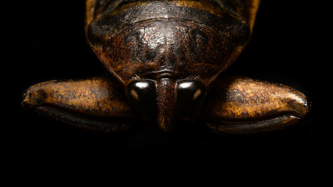Madagascan Giant Water Bug - frontal Look at those raptorial front legs!<br />
<br />
...<br />
<br />
Specimen. Even when dead I was intimidated by it and glad to have this one out of the way. At 8cm, it&#039;s a massive insect. Species in this genus are known to be some of the largest True Bugs (hemiptera) in the world. They&#039;ve earned the nickname &quot;Toe biter&quot; for their extremely painful sting.<br />
<br />
Besides overall size being impressive, another noteworthy feature are their massively thick legs. It seems an extremely strong insect, a fast swimmer but also one able to latch on and hold onto large struggling prey such as snails, frogs, tadpoles and small fish. Its front legs are raptorial, whilst the hind legs are optimized for floating as well as swimming. They can even fan out extra hair to get more grip on the water when chasing prey.<br />
<br />
Once within its grip, the bug will pierce the prey with a needle-like rostrum and inject toxic enzymes.<br />
<br />
They can even fly, which is usually done at night, where they often get disoriented by light. <br />
<figure class="photo"><a href="https://www.jungledragon.com/image/110562/madagascan_giant_water_bug_-_body_shot.html" title="Madagascan Giant Water Bug - body shot"><img src="https://s3.amazonaws.com/media.jungledragon.com/images/2/110562_thumb.jpg?AWSAccessKeyId=05GMT0V3GWVNE7GGM1R2&Expires=1759968010&Signature=KsiDT6YwbjCDoKhRN56w1hlB33g%3D" width="200" height="146" alt="Madagascan Giant Water Bug - body shot Specimen. Even when dead I was intimidated by it and glad to have this one out of the way. At 8cm, it&#039;s a massive insect. Species in this genus are known to be some of the largest True Bugs (hemiptera) in the world. They&#039;ve earned the nickname &quot;Toe biter&quot; for their extremely painful sting.<br />
<br />
Besides overall size being impressive, another noteworthy feature are their massively thick legs. It seems an extremely strong insect, a fast swimmer but also one able to latch on and hold onto large struggling prey such as snails, frogs, tadpoles and small fish. Its front legs are raptorial, whilst the hind legs are optimized for floating as well as swimming. They can even fan out extra hair to get more grip on the water when chasing prey.<br />
<br />
Once within its grip, the bug will pierce the prey with a needle-like rostrum and inject toxic enzymes.<br />
<br />
They can even fly, which is usually done at night, where they often get disoriented by light.<br />
https://www.jungledragon.com/image/110564/madagascan_giant_water_bug_-_frontal.html<br />
https://www.jungledragon.com/image/110565/madagascan_giant_water_bug_-_mug_shot.html Lethocerus Oculatus,Madagascan Giant Water Bug" /></a></figure><br />
<figure class="photo"><a href="https://www.jungledragon.com/image/110565/madagascan_giant_water_bug_-_mug_shot.html" title="Madagascan Giant Water Bug - mug shot"><img src="https://s3.amazonaws.com/media.jungledragon.com/images/2/110565_thumb.jpg?AWSAccessKeyId=05GMT0V3GWVNE7GGM1R2&Expires=1759968010&Signature=1I4euuXyWTUGR06Phhj6nIrpmGU%3D" width="200" height="134" alt="Madagascan Giant Water Bug - mug shot Note: not happy with this image as the specimen had some moldy spots. Still sharing it for the interesting view on the needle-like rostrum. I first thought the specimen was damaged and its mouth parts broken. It turns out it really looks like this also in live subjects:<br />
https://lh3.googleusercontent.com/proxy/V8ji9OfM1dSzrR9YMf4LWOiPkZauCSAVoX5amyS0M4xPNtUZ3Zi1OMjt7Ci2bmhM1LDteGDx_HSB3AvNtkjN1f_Kh8VAubbf5rJHoJEonfUk<br />
<br />
...<br />
<br />
Specimen. Even when dead I was intimidated by it and glad to have this one out of the way. At 8cm, it&#039;s a massive insect. Species in this genus are known to be some of the largest True Bugs (hemiptera) in the world. They&#039;ve earned the nickname &quot;Toe biter&quot; for their extremely painful sting.<br />
<br />
Besides overall size being impressive, another noteworthy feature are their massively thick legs. It seems an extremely strong insect, a fast swimmer but also one able to latch on and hold onto large struggling prey such as snails, frogs, tadpoles and small fish. Its front legs are raptorial, whilst the hind legs are optimized for floating as well as swimming. They can even fan out extra hair to get more grip on the water when chasing prey.<br />
<br />
Once within its grip, the bug will pierce the prey with a needle-like rostrum and inject toxic enzymes.<br />
<br />
They can even fly, which is usually done at night, where they often get disoriented by light.<br />
https://www.jungledragon.com/image/110562/madagascan_giant_water_bug_-_body_shot.html<br />
https://www.jungledragon.com/image/110564/madagascan_giant_water_bug_-_frontal.html Extreme Macro,Lethocerus Oculatus,Madagascan Giant Water Bug" /></a></figure> Extreme Macro,Extreme Macro Portraits,Lethocerus Oculatus,Madagascan Giant Water Bug