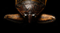 Madagascan Giant Water Bug - frontal Look at those raptorial front legs!<br />
<br />
...<br />
<br />
Specimen. Even when dead I was intimidated by it and glad to have this one out of the way. At 8cm, it's a massive insect. Species in this genus are known to be some of the largest True Bugs (hemiptera) in the world. They've earned the nickname "Toe biter" for their extremely painful sting.<br />
<br />
Besides overall size being impressive, another noteworthy feature are their massively thick legs. It seems an extremely strong insect, a fast swimmer but also one able to latch on and hold onto large struggling prey such as snails, frogs, tadpoles and small fish. Its front legs are raptorial, whilst the hind legs are optimized for floating as well as swimming. They can even fan out extra hair to get more grip on the water when chasing prey.<br />
<br />
Once within its grip, the bug will pierce the prey with a needle-like rostrum and inject toxic enzymes.<br />
<br />
They can even fly, which is usually done at night, where they often get disoriented by light. <br />
https://www.jungledragon.com/image/110562/madagascan_giant_water_bug_-_body_shot.html<br />
https://www.jungledragon.com/image/110565/madagascan_giant_water_bug_-_mug_shot.html Extreme Macro,Extreme Macro Portraits,Lethocerus Oculatus,Madagascan Giant Water Bug