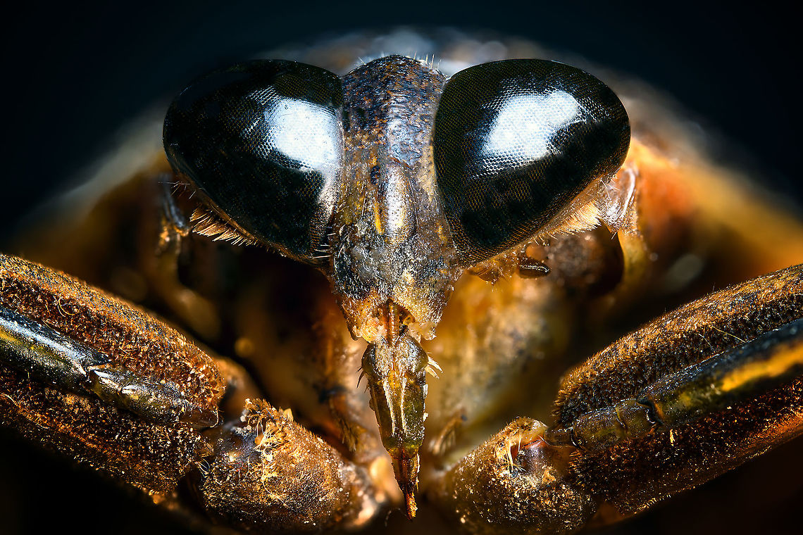 Madagascan Giant Water Bug - mug shot Note: not happy with this image as the specimen had some moldy spots. Still sharing it for the interesting view on the needle-like rostrum. I first thought the specimen was damaged and its mouth parts broken. It turns out it really looks like this also in live subjects:<br />
<a href="https://lh3.googleusercontent.com/proxy/V8ji9OfM1dSzrR9YMf4LWOiPkZauCSAVoX5amyS0M4xPNtUZ3Zi1OMjt7Ci2bmhM1LDteGDx_HSB3AvNtkjN1f_Kh8VAubbf5rJHoJEonfUk" rel="nofollow">https://lh3.googleusercontent.com/proxy/V8ji9OfM1dSzrR9YMf4LWOiPkZauCSAVoX5amyS0M4xPNtUZ3Zi1OMjt7Ci2bmhM1LDteGDx_HSB3AvNtkjN1f_Kh8VAubbf5rJHoJEonfUk</a><br />
<br />
...<br />
<br />
Specimen. Even when dead I was intimidated by it and glad to have this one out of the way. At 8cm, it&#039;s a massive insect. Species in this genus are known to be some of the largest True Bugs (hemiptera) in the world. They&#039;ve earned the nickname &quot;Toe biter&quot; for their extremely painful sting.<br />
<br />
Besides overall size being impressive, another noteworthy feature are their massively thick legs. It seems an extremely strong insect, a fast swimmer but also one able to latch on and hold onto large struggling prey such as snails, frogs, tadpoles and small fish. Its front legs are raptorial, whilst the hind legs are optimized for floating as well as swimming. They can even fan out extra hair to get more grip on the water when chasing prey.<br />
<br />
Once within its grip, the bug will pierce the prey with a needle-like rostrum and inject toxic enzymes.<br />
<br />
They can even fly, which is usually done at night, where they often get disoriented by light.<br />
<figure class="photo"><a href="https://www.jungledragon.com/image/110562/madagascan_giant_water_bug_-_body_shot.html" title="Madagascan Giant Water Bug - body shot"><img src="https://s3.amazonaws.com/media.jungledragon.com/images/2/110562_thumb.jpg?AWSAccessKeyId=05GMT0V3GWVNE7GGM1R2&Expires=1759968010&Signature=KsiDT6YwbjCDoKhRN56w1hlB33g%3D" width="200" height="146" alt="Madagascan Giant Water Bug - body shot Specimen. Even when dead I was intimidated by it and glad to have this one out of the way. At 8cm, it&#039;s a massive insect. Species in this genus are known to be some of the largest True Bugs (hemiptera) in the world. They&#039;ve earned the nickname &quot;Toe biter&quot; for their extremely painful sting.<br />
<br />
Besides overall size being impressive, another noteworthy feature are their massively thick legs. It seems an extremely strong insect, a fast swimmer but also one able to latch on and hold onto large struggling prey such as snails, frogs, tadpoles and small fish. Its front legs are raptorial, whilst the hind legs are optimized for floating as well as swimming. They can even fan out extra hair to get more grip on the water when chasing prey.<br />
<br />
Once within its grip, the bug will pierce the prey with a needle-like rostrum and inject toxic enzymes.<br />
<br />
They can even fly, which is usually done at night, where they often get disoriented by light.<br />
https://www.jungledragon.com/image/110564/madagascan_giant_water_bug_-_frontal.html<br />
https://www.jungledragon.com/image/110565/madagascan_giant_water_bug_-_mug_shot.html Lethocerus Oculatus,Madagascan Giant Water Bug" /></a></figure><br />
<figure class="photo"><a href="https://www.jungledragon.com/image/110564/madagascan_giant_water_bug_-_frontal.html" title="Madagascan Giant Water Bug - frontal"><img src="https://s3.amazonaws.com/media.jungledragon.com/images/2/110564_thumb.jpg?AWSAccessKeyId=05GMT0V3GWVNE7GGM1R2&Expires=1759968010&Signature=ZCmlVgYajVFokV4HM8%2BcXnCVdCI%3D" width="200" height="114" alt="Madagascan Giant Water Bug - frontal Look at those raptorial front legs!<br />
<br />
...<br />
<br />
Specimen. Even when dead I was intimidated by it and glad to have this one out of the way. At 8cm, it&#039;s a massive insect. Species in this genus are known to be some of the largest True Bugs (hemiptera) in the world. They&#039;ve earned the nickname &quot;Toe biter&quot; for their extremely painful sting.<br />
<br />
Besides overall size being impressive, another noteworthy feature are their massively thick legs. It seems an extremely strong insect, a fast swimmer but also one able to latch on and hold onto large struggling prey such as snails, frogs, tadpoles and small fish. Its front legs are raptorial, whilst the hind legs are optimized for floating as well as swimming. They can even fan out extra hair to get more grip on the water when chasing prey.<br />
<br />
Once within its grip, the bug will pierce the prey with a needle-like rostrum and inject toxic enzymes.<br />
<br />
They can even fly, which is usually done at night, where they often get disoriented by light. <br />
https://www.jungledragon.com/image/110562/madagascan_giant_water_bug_-_body_shot.html<br />
https://www.jungledragon.com/image/110565/madagascan_giant_water_bug_-_mug_shot.html Extreme Macro,Extreme Macro Portraits,Lethocerus Oculatus,Madagascan Giant Water Bug" /></a></figure> Extreme Macro,Lethocerus Oculatus,Madagascan Giant Water Bug
