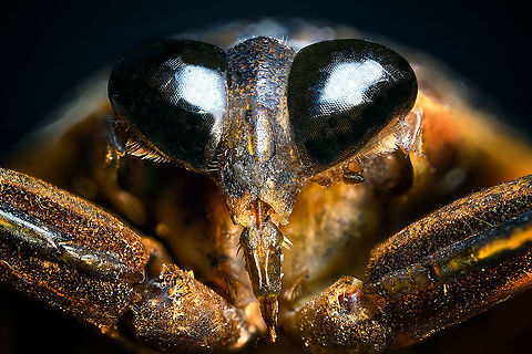 Madagascan Giant Water Bug - mug shot Note: not happy with this image as the specimen had some moldy spots. Still sharing it for the interesting view on the needle-like rostrum. I first thought the specimen was damaged and its mouth parts broken. It turns out it really looks like this also in live subjects:
https://lh3.googleusercontent.com/proxy/V8ji9OfM1dSzrR9YMf4LWOiPkZauCSAVoX5amyS0M4xPNtUZ3Zi1OMjt7Ci2bmhM1LDteGDx_HSB3AvNtkjN1f_Kh8VAubbf5rJHoJEonfUk

...

Specimen. Even when dead I was intimidated by it and glad to have this one out of the way. At 8cm, it's a massive insect. Species in this genus are known to be some of the largest True Bugs (hemiptera) in the world. They've earned the nickname "Toe biter" for their extremely painful sting.

Besides overall size being impressive, another noteworthy feature are their massively thick legs. It seems an extremely strong insect, a fast swimmer but also one able to latch on and hold onto large struggling prey such as snails, frogs, tadpoles and small fish. Its front legs are raptorial, whilst the hind legs are optimized for floating as well as swimming. They can even fan out extra hair to get more grip on the water when chasing prey.

Once within its grip, the bug will pierce the prey with a needle-like rostrum and inject toxic enzymes.

They can even fly, which is usually done at night, where they often get disoriented by light.
https://www.jungledragon.com/image/110562/madagascan_giant_water_bug_-_body_shot.html
https://www.jungledragon.com/image/110564/madagascan_giant_water_bug_-_frontal.html Extreme Macro,Lethocerus Oculatus,Madagascan Giant Water Bug