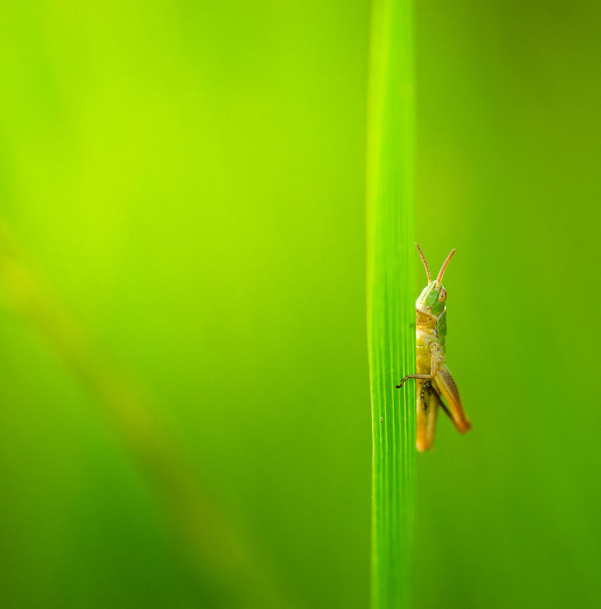 Lesser marsh grasshopper holding on to grass I found a whole colony of these tiny grasshoppers right next to a pool. Due to them being so small, I assumed they must be juveniles, yet further research leads me to believe that this is the Lesser marsh grasshopper, which is small as an adult as well. They are approachable to about 0.5 meter if you don't make any sudden movements. Chorthippus albomarginatus,Heesch,Macro