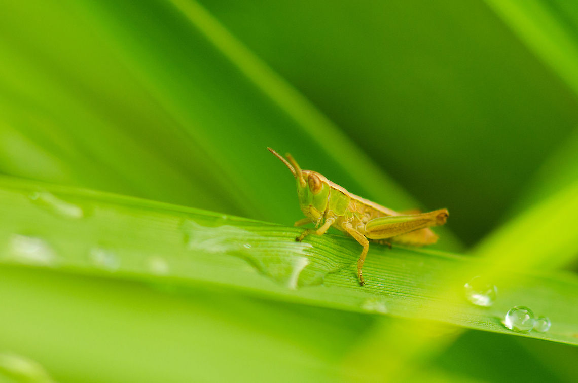 Lesser marsh grasshopper amidst dew drops This photo shows just how tiny these little grasshoppers are, about the size of a dew drop. Still, they are easy to spot as they jump around when you get near them. Just follow the movement. Chorthippus albomarginatus,Heesch,Lesser marsh grasshopper,Macro