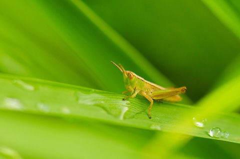 Lesser marsh grasshopper amidst dew drops This photo shows just how tiny these little grasshoppers are, about the size of a dew drop. Still, they are easy to spot as they jump around when you get near them. Just follow the movement. Chorthippus albomarginatus,Heesch,Lesser marsh grasshopper,Macro