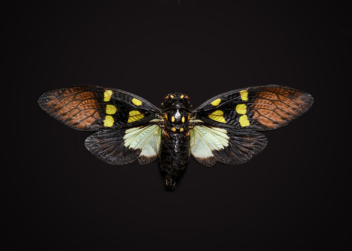 Gaeana Cheni - body shot Specimen. Originally from Thailand. Wingspan ~8cm.<br />
<figure class="photo"><a href="https://www.jungledragon.com/image/110607/gaeana_cheni_-_wing.html" title="Gaeana Cheni - wing"><img src="https://s3.amazonaws.com/media.jungledragon.com/images/2/110607_thumb.jpg?AWSAccessKeyId=05GMT0V3GWVNE7GGM1R2&Expires=1769040010&Signature=oS4vGxuWuRTsGvzQco3UM40k6fk%3D" width="200" height="128" alt="Gaeana Cheni - wing Specimen. Originally from Thailand. Wingspan ~8cm.<br />
https://www.jungledragon.com/image/110606/gaeana_cheni_-_body_shot.html<br />
https://www.jungledragon.com/image/110626/gaeana_cheni_-_frontal.html<br />
https://www.jungledragon.com/image/110627/gaeana_cheni_-_frontal_2.html Gaeana Cheni" /></a></figure><br />
<figure class="photo"><a href="https://www.jungledragon.com/image/110626/gaeana_cheni_-_frontal.html" title="Gaeana Cheni - frontal"><img src="https://s3.amazonaws.com/media.jungledragon.com/images/2/110626_thumb.jpg?AWSAccessKeyId=05GMT0V3GWVNE7GGM1R2&Expires=1769040010&Signature=5j4t0cSge1dGQ%2B3nHa6jRs3YxNE%3D" width="200" height="136" alt="Gaeana Cheni - frontal Specimen. Originally from Thailand. Wingspan ~8cm.<br />
https://www.jungledragon.com/image/110606/gaeana_cheni_-_body_shot.html<br />
https://www.jungledragon.com/image/110607/gaeana_cheni_-_wing.html<br />
https://www.jungledragon.com/image/110627/gaeana_cheni_-_frontal_2.html Extreme Macro,Extreme Macro Portraits,Gaeana Cheni" /></a></figure><br />
<figure class="photo"><a href="https://www.jungledragon.com/image/110627/gaeana_cheni_-_frontal_2.html" title="Gaeana Cheni - frontal 2"><img src="https://s3.amazonaws.com/media.jungledragon.com/images/2/110627_thumb.jpg?AWSAccessKeyId=05GMT0V3GWVNE7GGM1R2&Expires=1769040010&Signature=KDEe7ZUdRpfSPP%2FPDzCi1eU9Nog%3D" width="200" height="134" alt="Gaeana Cheni - frontal 2 Specimen. Originally from Thailand. Wingspan ~8cm.<br />
https://www.jungledragon.com/image/110606/gaeana_cheni_-_body_shot.html<br />
https://www.jungledragon.com/image/110607/gaeana_cheni_-_wing.html<br />
https://www.jungledragon.com/image/110626/gaeana_cheni_-_frontal.html Extreme Macro,Gaeana Cheni" /></a></figure> Gaeana Cheni