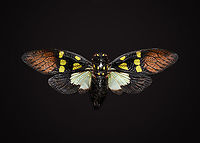 Gaeana Cheni - body shot Specimen. Originally from Thailand. Wingspan ~8cm.<br />
https://www.jungledragon.com/image/110607/gaeana_cheni_-_wing.html<br />
https://www.jungledragon.com/image/110626/gaeana_cheni_-_frontal.html<br />
https://www.jungledragon.com/image/110627/gaeana_cheni_-_frontal_2.html Gaeana Cheni