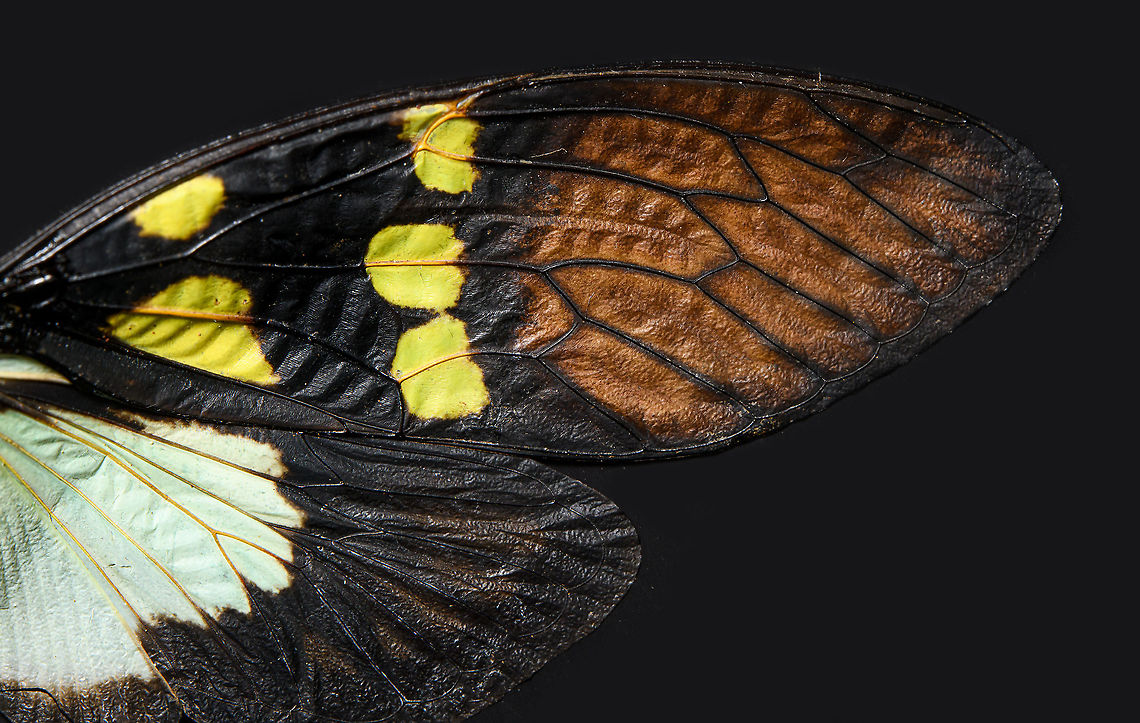 Gaeana Cheni - wing Specimen. Originally from Thailand. Wingspan ~8cm.<br />
<figure class="photo"><a href="https://www.jungledragon.com/image/110606/gaeana_cheni_-_body_shot.html" title="Gaeana Cheni - body shot"><img src="https://s3.amazonaws.com/media.jungledragon.com/images/2/110606_thumb.jpg?AWSAccessKeyId=05GMT0V3GWVNE7GGM1R2&Expires=1769040010&Signature=RqX27CMXbJFu1AKFdqpu0Qgtt7w%3D" width="200" height="144" alt="Gaeana Cheni - body shot Specimen. Originally from Thailand. Wingspan ~8cm.<br />
https://www.jungledragon.com/image/110607/gaeana_cheni_-_wing.html<br />
https://www.jungledragon.com/image/110626/gaeana_cheni_-_frontal.html<br />
https://www.jungledragon.com/image/110627/gaeana_cheni_-_frontal_2.html Gaeana Cheni" /></a></figure><br />
<figure class="photo"><a href="https://www.jungledragon.com/image/110626/gaeana_cheni_-_frontal.html" title="Gaeana Cheni - frontal"><img src="https://s3.amazonaws.com/media.jungledragon.com/images/2/110626_thumb.jpg?AWSAccessKeyId=05GMT0V3GWVNE7GGM1R2&Expires=1769040010&Signature=5j4t0cSge1dGQ%2B3nHa6jRs3YxNE%3D" width="200" height="136" alt="Gaeana Cheni - frontal Specimen. Originally from Thailand. Wingspan ~8cm.<br />
https://www.jungledragon.com/image/110606/gaeana_cheni_-_body_shot.html<br />
https://www.jungledragon.com/image/110607/gaeana_cheni_-_wing.html<br />
https://www.jungledragon.com/image/110627/gaeana_cheni_-_frontal_2.html Extreme Macro,Extreme Macro Portraits,Gaeana Cheni" /></a></figure><br />
<figure class="photo"><a href="https://www.jungledragon.com/image/110627/gaeana_cheni_-_frontal_2.html" title="Gaeana Cheni - frontal 2"><img src="https://s3.amazonaws.com/media.jungledragon.com/images/2/110627_thumb.jpg?AWSAccessKeyId=05GMT0V3GWVNE7GGM1R2&Expires=1769040010&Signature=KDEe7ZUdRpfSPP%2FPDzCi1eU9Nog%3D" width="200" height="134" alt="Gaeana Cheni - frontal 2 Specimen. Originally from Thailand. Wingspan ~8cm.<br />
https://www.jungledragon.com/image/110606/gaeana_cheni_-_body_shot.html<br />
https://www.jungledragon.com/image/110607/gaeana_cheni_-_wing.html<br />
https://www.jungledragon.com/image/110626/gaeana_cheni_-_frontal.html Extreme Macro,Gaeana Cheni" /></a></figure> Gaeana Cheni