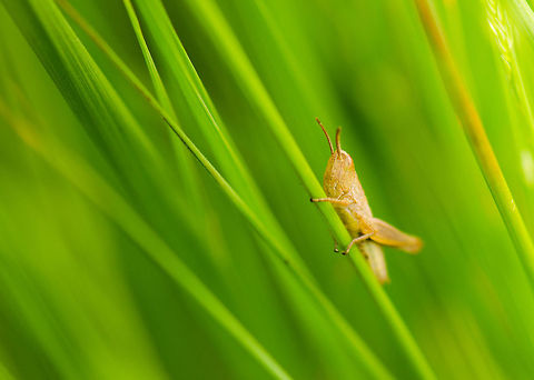 Lesser marsh grasshopper - male?  Chorthippus albomarginatus,Heesch,Lesser marsh grasshopper,Macro