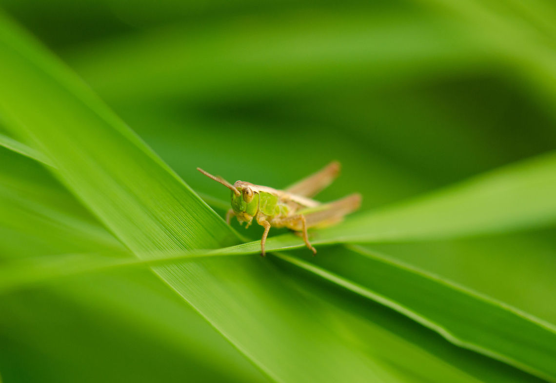 Lesser marsh grasshopper stare  Chorthippus albomarginatus,Heesch,Lesser marsh grasshopper,Macro