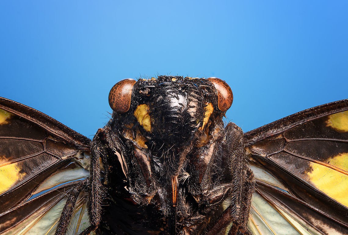 Gaeana Cheni - frontal Specimen. Originally from Thailand. Wingspan ~8cm.<br />
<figure class="photo"><a href="https://www.jungledragon.com/image/110606/gaeana_cheni_-_body_shot.html" title="Gaeana Cheni - body shot"><img src="https://s3.amazonaws.com/media.jungledragon.com/images/2/110606_thumb.jpg?AWSAccessKeyId=05GMT0V3GWVNE7GGM1R2&Expires=1769040010&Signature=RqX27CMXbJFu1AKFdqpu0Qgtt7w%3D" width="200" height="144" alt="Gaeana Cheni - body shot Specimen. Originally from Thailand. Wingspan ~8cm.<br />
https://www.jungledragon.com/image/110607/gaeana_cheni_-_wing.html<br />
https://www.jungledragon.com/image/110626/gaeana_cheni_-_frontal.html<br />
https://www.jungledragon.com/image/110627/gaeana_cheni_-_frontal_2.html Gaeana Cheni" /></a></figure><br />
<figure class="photo"><a href="https://www.jungledragon.com/image/110607/gaeana_cheni_-_wing.html" title="Gaeana Cheni - wing"><img src="https://s3.amazonaws.com/media.jungledragon.com/images/2/110607_thumb.jpg?AWSAccessKeyId=05GMT0V3GWVNE7GGM1R2&Expires=1769040010&Signature=oS4vGxuWuRTsGvzQco3UM40k6fk%3D" width="200" height="128" alt="Gaeana Cheni - wing Specimen. Originally from Thailand. Wingspan ~8cm.<br />
https://www.jungledragon.com/image/110606/gaeana_cheni_-_body_shot.html<br />
https://www.jungledragon.com/image/110626/gaeana_cheni_-_frontal.html<br />
https://www.jungledragon.com/image/110627/gaeana_cheni_-_frontal_2.html Gaeana Cheni" /></a></figure><br />
<figure class="photo"><a href="https://www.jungledragon.com/image/110627/gaeana_cheni_-_frontal_2.html" title="Gaeana Cheni - frontal 2"><img src="https://s3.amazonaws.com/media.jungledragon.com/images/2/110627_thumb.jpg?AWSAccessKeyId=05GMT0V3GWVNE7GGM1R2&Expires=1769040010&Signature=KDEe7ZUdRpfSPP%2FPDzCi1eU9Nog%3D" width="200" height="134" alt="Gaeana Cheni - frontal 2 Specimen. Originally from Thailand. Wingspan ~8cm.<br />
https://www.jungledragon.com/image/110606/gaeana_cheni_-_body_shot.html<br />
https://www.jungledragon.com/image/110607/gaeana_cheni_-_wing.html<br />
https://www.jungledragon.com/image/110626/gaeana_cheni_-_frontal.html Extreme Macro,Gaeana Cheni" /></a></figure> Extreme Macro,Extreme Macro Portraits,Gaeana Cheni