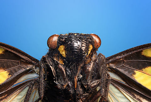 Gaeana Cheni - frontal Specimen. Originally from Thailand. Wingspan ~8cm.
https://www.jungledragon.com/image/110606/gaeana_cheni_-_body_shot.html
https://www.jungledragon.com/image/110607/gaeana_cheni_-_wing.html
https://www.jungledragon.com/image/110627/gaeana_cheni_-_frontal_2.html Extreme Macro,Extreme Macro Portraits,Gaeana Cheni