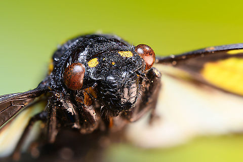 Gaeana Cheni - frontal 2 Specimen. Originally from Thailand. Wingspan ~8cm.
https://www.jungledragon.com/image/110606/gaeana_cheni_-_body_shot.html
https://www.jungledragon.com/image/110607/gaeana_cheni_-_wing.html
https://www.jungledragon.com/image/110626/gaeana_cheni_-_frontal.html Extreme Macro,Gaeana Cheni