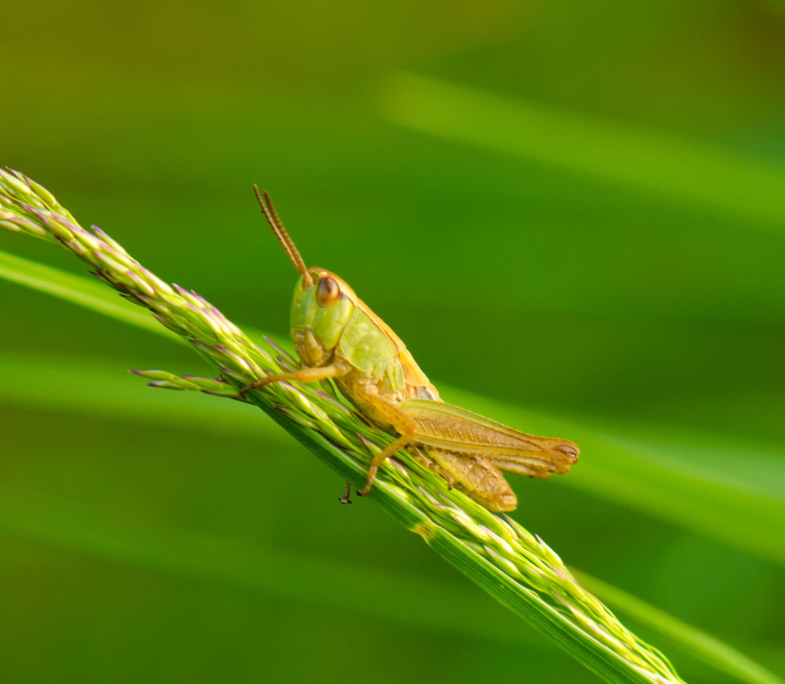 Lesser marsh grasshopper closeup sideview This is a cropped macro, to give a good view on how they look. Not easy, as they are only a few mm in size. Chorthippus albomarginatus,Heesch,Lesser marsh grasshopper,Macro