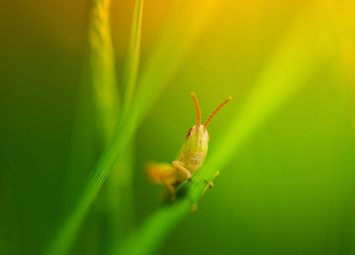 Final rays - Lesser marsh grasshopper A tiny Lesser marsh grasshopper hides in grass near the ground, collecting the last rays of the sun on one of the longest days of the year. Chorthippus albomarginatus,Heesch,Lesser marsh grasshopper,Macro