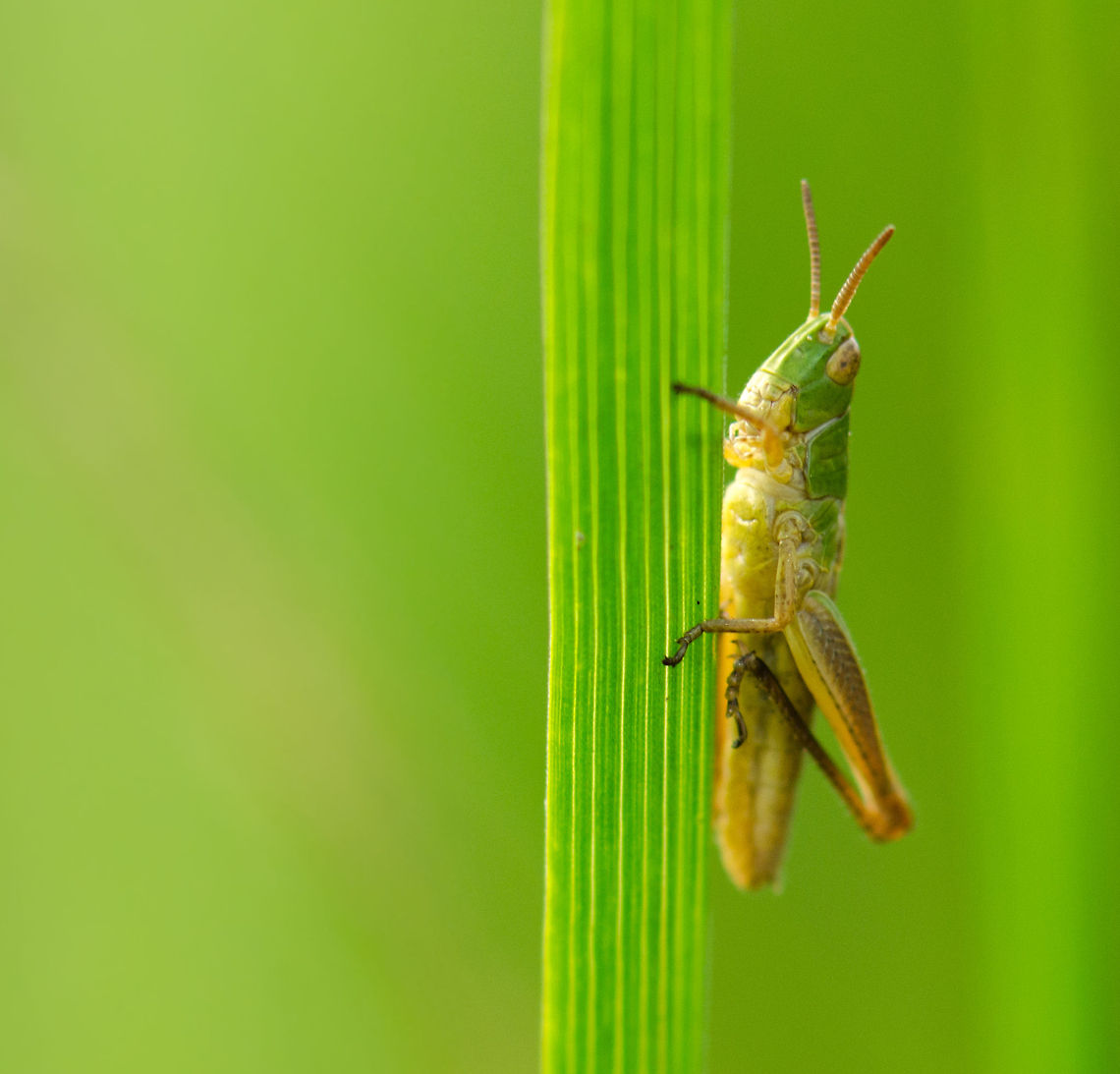Lesser marsh grasshopper - closeup  Chorthippus albomarginatus,Heesch,Lesser marsh grasshopper,Macro