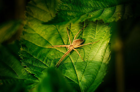 Nursery web spider in evening sun The give-away for identification is the yellow stripe on top of their head. This probably is a female judged by size. Heesch,Macro,Nursery web spider,Pisaura mirabilis