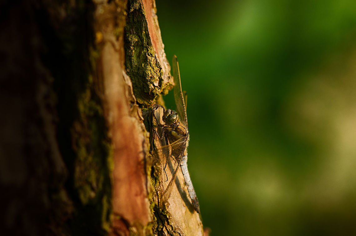 Black-tailed Skimmer resting on tree  Black-tailed Skimmer,Heesch,Macro,Orthetrum cancellatum