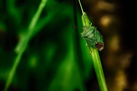 Green shield bug resting on leaf of grass  Green shield bug,Heesch,Macro,Palomena prasina