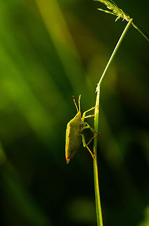 Green shield bug climbing grass leaf in Heesch  Green shield bug,Heesch,Macro,Palomena prasina