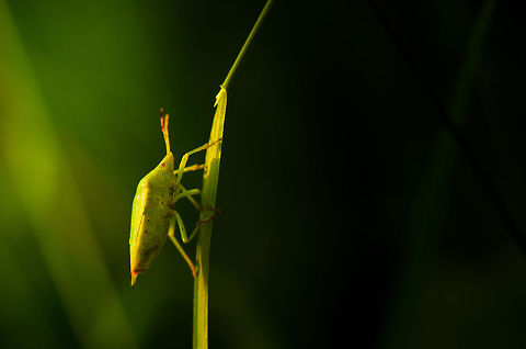 Green shield climbing grass leaf - closeup  Green shield bug,Heesch,Macro,Palomena prasina