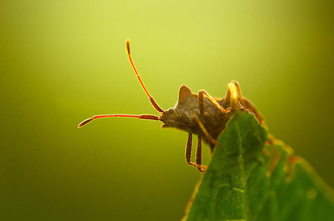 Dock bug in the sun A dock bug spotted in Heesch, the Netherlands, climbs the top of a leaf to collect the last rays of a passing sun. Coreus marginatus,Dock bug,Heesch,Macro
