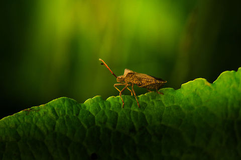 Dock bug walking on side of leaf  Coreus marginatus,Dock bug,Heesch,Macro