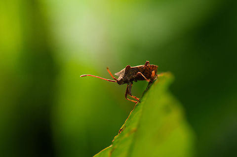 Dock bug on top of its world Captured one late summer evening in my home town. This plan hosted 4 of them, where 2 seemed to be mating.  Coreus marginatus,Dock bug,Heesch,Macro