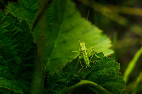 Bush-cricket backside, before jump Not the most interesting perspective, yet it gives a good detail on their backside, as well as their posture right before making a giant leap to the next leaf. Great Green Bush-Cricket,Heesch,Macro,Tettigonia viridissima